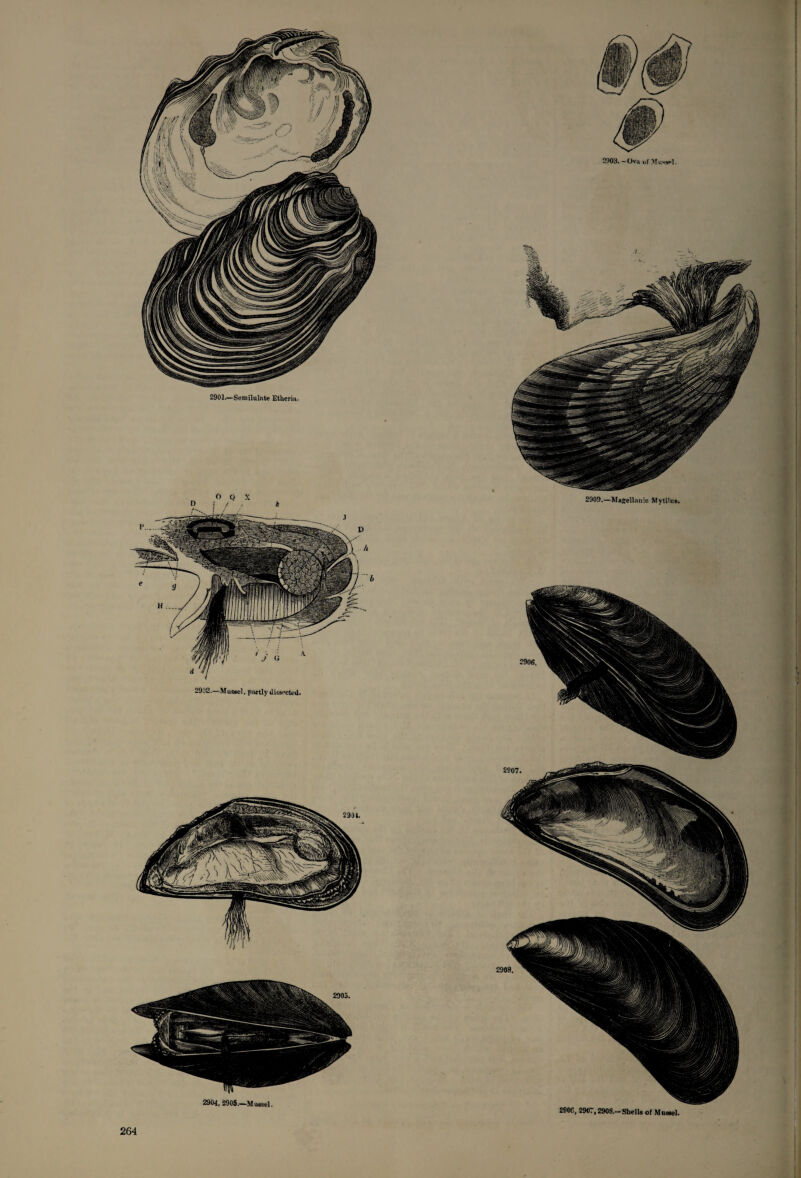 2904, 2905.—Mussel. 2934. 2932.—Mussel, partly dissected. 2907. 2908. 2901.—Semilulate Etheria. 2906. 2903. —Ova of M ussel. 2909.—Magellanic Mytilns. 2906, 2907,290S.-Shells of Mussel.