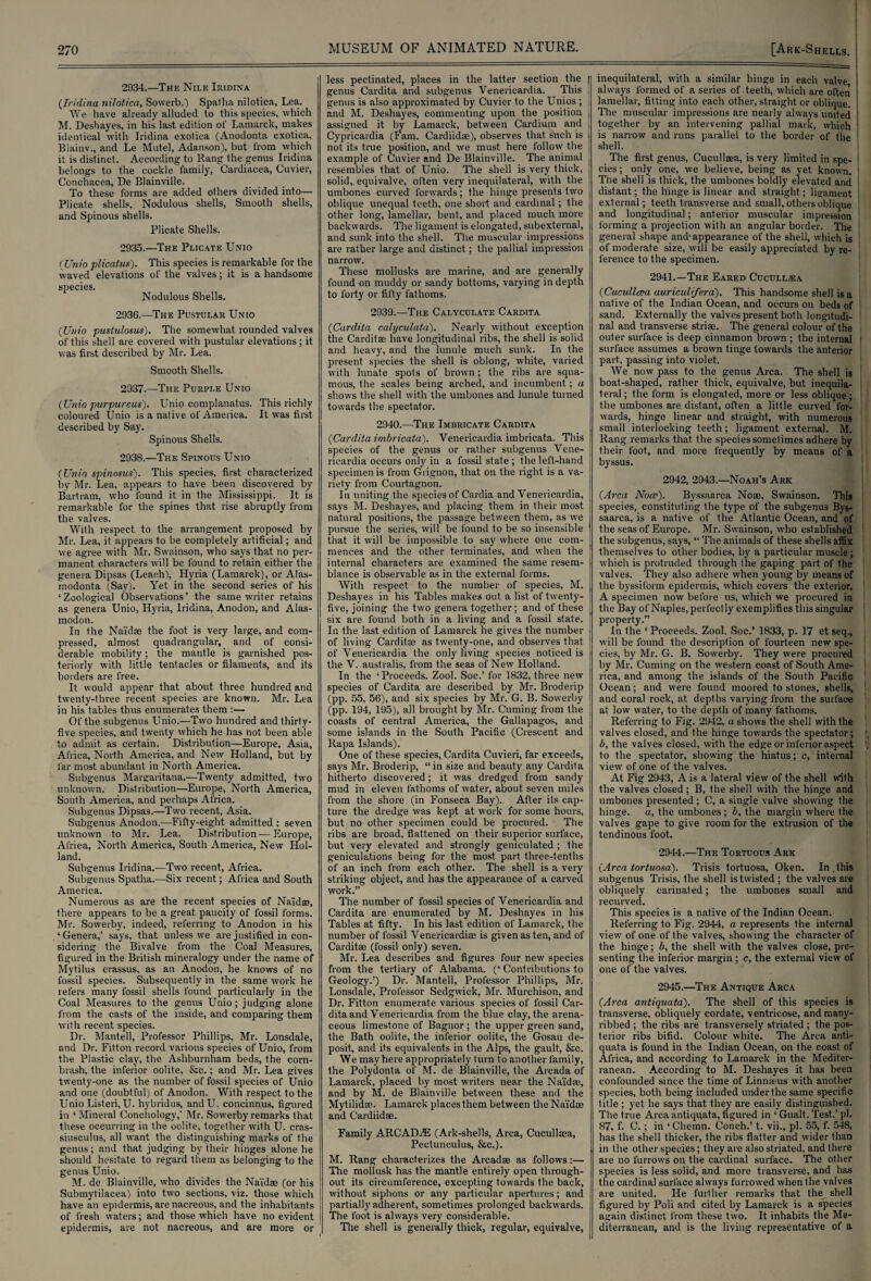 2934. —The Nile Iridina (Iridina nilotica, Sowerb.) Spatha nilotica, Lea. We have already alluded to this species, which M. Deshayes, in his last edition of Lamarck, makes identical with Iridina exotica (Anodonta exotica, Biainv., and Le Mutel, Adanson), but from which it is distinct. According to Rang the genus Iridina belongs to the cockle family, Cardiacea, Cuvier, Conchacea, De Blainville. To these forms are added others divided into— Plicate shells. Nodulous shells, Smooth shells, and Spinous shells. Plicate Shells. 2935. —The Plicate Unio (Unio plicatus). This species is remarkable for the waved elevations of the valves; it is a handsome species. Nodulous Shells. 2936.—The Pustular Unio (Unio pustulosus). The somewhat rounded valves of this shell are covered with pustular elevations; it was first described by Mr. Lea. Smooth Shells. 2937. —The Purple Unio (Unio purpureus). Unio complanatus. This richly coloured Unio is a native of America. It was first described by Say. Spinous Shells. 2938. —The Spinous Unio (Unio spinosus). This species, first characterized by Mr. Lea, appears to have been discovered by Bartram, who found it in the Mississippi. It is remarkable for the spines that rise abruptly from the valves. With respect to the arrangement proposed by Mr. Lea, it appears to be completely artificial; and we agree with Mr. Swainson, who says that no per¬ manent characters will be found to retain either the genera Dipsas (Leach), Hyria (Lamarck), or Alas- modonta (Say). Yet in the second series of his ‘Zoological Observations’ the same writer retains as genera Unio, Hyria, Iridina, Anodon, and Alas- modon. In the Nai'dae the foot is very large, and com¬ pressed, almost quadrangular, and of consi¬ derable mobility; the mantle is garnished pos¬ teriorly with little tentacles or filaments, and its borders are free. It would appear that about three hundred and twenty-three recent species are known. Mr. Lea in his tables thus enumerates them :— Of the subgenus Unio.—Two hundred and thirty- five species, and twenty which he has not been able to admit as certain. Distribution—Europe, Asia, Africa, North America, and New Holland, but by far most abundant in North America. Subgenus Manraritana.—Twenty admitted, two unknown. Distribution—Europe, North America, South America, and perhaps Africa. Subgenus Dipsas.—Two recent, Asia. Subgenus Anodon.—Fifty-eight admitted : seven unknown to Mr. Lea. Distribution—Europe, Africa, North America, South America, New Hol¬ land. Subgenus Iridina.—Two recent, Africa. Subgenus Spatha.—Six recent; Africa and South America. Numerous as are the recent species of Naldso, there appears to be a great paucity of fossil forms. Mr. Sowerby, indeed, referring to Anodon in his ‘Genera,’ says, that unless we are justified in con¬ sidering the Bivalve from the Coal Measures, figured in the British mineralogy under the name of Mytilus crassus, as an Anodon, he knows of no fossil species. Subsequently in the same work he refers many fossil shells found particularly in the Coal Measures to the genus Unio ; judging alone from the casts of the inside, and comparing them with recent species. Dr. Mantell, Professor Phillips, Mr. Lonsdale, and Dr. Fitton record various species of Unio, from the Plastic clay, the Ashburnham beds, the corn- brash, the inferior oolite, Stc.; and Mr. Lea gives twenty-one as the number of fossil species of Unio and one (doubtful) of Anodon. With respect to the Unio Listeri,U. hybridus, andU. concinnus, figured in ‘ Mineral Conchology,' Mr. Sowerby remarks that these occurring in the oolite, together with U. cras- siusculus, all want the distinguishing marks of the genus; and that judging by their hinges alone he should hesitate to regard them as belonging to the genus Unio. M. de Blainville, who divides the Nai'dae (or his Submytilacea) into two sections, viz. those which have an epidermis, are nacreous, and the inhabitants of fresh waters; and those which have no evident less pectinated, places in the latter section the [ genus Cardita and subgenus Venericardia. This genus is also approximated by Cuvier to the Unios ; ; and M. Deshayes, commenting upon the position j assigned it by Lamarck, between Cardium and , Cypricardia (Fam. Cardiidae), observes that such is 1 not its true position, and we must here follow the example of Cuvier and De Blainville. The animal resembles that of Unio. The shell is very thick, solid, equivalve, often very inequilateral, with the umbones curved forwards; the hinge presents two oblique unequal teeth, one short and cardinal ; the other long, lamellar, bent,, and placed much more backwards. The ligament is elongated, subexternal, and sunk into the shell. The muscular impressions are rather large and distinct; the pallial impression narrow. These mollusks are marine, and are generally found on muddy or sandy bottoms, varying in depth to forty or fifty fathoms. 2939.—The Calvculate Cardita (Cardita calyculata). Nearly without exception the Carditae have longitudinal ribs, the shell is solid and heavy, and the lunule much sunk. In the present species the shell is oblong, wdiite, varied with lunate spots of brown; the ribs are squa¬ mous, the scales being arched, and incumbent; a shows the shell with the umbones and lunule turned towards the spectator. 2940.—The Imbricate Cardita (Cardita imbricata). Venericardia imbricata. This species of the genus or rather subgenus Vene¬ ricardia occurs only in a fossil state ; the left-hand specimen is from Grignon, that on the right is a va¬ riety from Courtagnon. In uniting the species of Cardia and Venericardia, says M. Deshayes, and placing them in their most natural positions, the passage between them, as we pursue the series, will be found to be so insensible that it will be impossible to say where one com¬ mences and the other terminates, and when the | internal characters are examined the same resem- I blance is observable as in the external forms. With respect to the number of species, M. Deshayes in his Tables makes out a list of twenty- five, joining the two genera together; and of these i six are found both in a living and a fossil state, f In the last edition of Lamarck he gives the number of living Carditae as twenty-one, and observes that of Venericardia the only living species noticed is the V. australis, from the seas of New Holland. In the ‘Proceeds. Zool. Soc.’ for 1832, three new species of Cardita are described by Mr. Broderip (pp. 55, 56), and six species by Mr. G. B. ISowerby (pp. 194, 195), all brought by Mr. Cuming from the coasts of central America, the Gallapagos, and some islands in the South Pacific (Crescent and Rapa Islands). One of these species, Cardita Cuvieri, far exceeds, says Mr. Broderip, “ in size and beauty any Cardita hitherto discovered; it was dredged from sandy mud in eleven fathoms of water, about seven miles from the shore (in Fonseca Bay). After its cap¬ ture the dredge was kept at work for some hours, but no other specimen could be procured. The ribs are broad, flattened on their superior surface, but very elevated and strongly geniculated ; the geniculations being for the most part three-tenths of an inch from each other. The shell is a very striking object, and has the appearance of a carved work.” The number of fossil species of Venericardia and Cardita are enumerated by M. Deshayes in his Tables at fifty. In his last edition of Lamarck, the number of fossil Venericardiae is given as ten, and of Carditae (fossil only) seven. Mr. Lea describes and figures four new species from the tertiary of Alabama. (‘Contributions to Geology.’) Dr. Mantell, Professor Phillips, Mr. Lonsdale, Professor Sedgwick, Mr. Murchison, and Dr. Fitton enumerate various species of fossil Car¬ dita and Venericardia from the blue clay, the arena¬ ceous limestone of Bagnor; the upper green sand, the Bath oolite, the inferior oolite, the Gosau de¬ posit, and its equivalents in the Alps, the gault, &c. We may here appropriately turn to another family, the Polydonta of M. de Blainville, the Arcada of Lamarck, placed by most writers near the Nai'dae, and by M. de Blainville between these and the Mytilidae. Lamarck places them between the Nai'dai and Cardiidae. Family ARCADZE (Ark-shells, Area, Cucullaea, Pectunculus, &c.). M. Rang characterizes the Arcadae as follows:— The mollusk has the mantle entirely open through¬ out its circumference, excepting towards the back, without siphons or any particular apertures; and partially adherent, sometimes prolonged backwards. The foot is always very considerable. _ inequilateral, with a similar hinge in each valve always formed of a series of teeth, which are often lamellar, fitting into each other, straight or oblique. The muscular impressions are nearly always united together by an intervening pallial mark, which is narrow and runs parallel to the border of the shell. The first genus, Cucullaea, is very limited in spe¬ cies; only one, we believe, being as yet known. The shell is thick, the umbones boldly elevated and distant; the hinge is linear and straight; ligament external; teeth transverse and small, others oblique and longitudinal; anterior muscular impression forming a projection with an angular border. The general shape and'appearance of the shell, which is of moderate size, will be easily appreciated by re¬ ference to the specimen. 2941.—The Eared Cucull^a (Cucidlcea auriculifera). This handsome shell is a native of the Indian Ocean, and occurs on beds of sand. Externally the valves present both longitudi¬ nal and transverse strife. The general colour of the outer surface is deep cinnamon brown ; the internal surface assumes a brown tinge towards the anterior part, passing into violet. We now pass to the genus Area. The shell is boat-shaped, rather thick, equivalve, but inequila¬ teral ; the form is elongated, more or less oblique ; the umbones are distant, often a little curved for¬ wards, hinge linear and straight, with numerous small interlocking teeth; ligament external. M. Rang remarks that the species sometimes adhere by their foot, and more frequently by means of a byssus. 2942, 2943.—Noah’s Ark (Area Note). Byssaarca Noae, Swainson. This species, constituting the type of the subgenus Bys¬ saarca, is a native of the Atlantic Ocean, and of the seas of Europe. Mr. Swainson, who established the subgenus, says, “ The animals of these shells affix themselves to other bodies, by a particular muscle; which is protruded through Ihe gaping part of the valves. They also adhere when young by means of the byssifonn epidermis, which covers the exterior. A specimen now before us, which we procured in the Bay of Naples, perfectly exemplifies this singular property.” In Ihe ‘ Proceeds. Zool. Soc.’ 1833, p. 17 et seq., will be found the description of fourteen new spe¬ cies, by Mr. G. B. Sowerby. They were procured by Mr. Cuming on the western coast of South Ame¬ rica, and among the islands of the South Pacific Ocean; and were found moored to stones, shells, and coral rock, at depths varying from the surface at low water, to the depth of many fathoms. Referring to Fig. 2942, a shows the shell with the valves closed, and the hinge towards the spectator; 6, the valves closed, with the edge or inferior aspect to the spectator, showing the hiatus; c, internal view of one of the valves. At Fig 2943, A is a lateral view of the shell with the valves closed; B, the shell with the hinge and umbones presented ; C, a single valve showing the hinge. a, the umbones ; b, the margin where the valves gape to give room for the extrusion of the tendinous foot. 2944. —The Tortuous Ark (Area tortuosa). Trisis tortuosa, Oken. In.this subgenus Trisis, the shell is twisted ; the valves are obliquely carinated; the umbones small and recurved. This species is a native of the Indian Ocean. Referring to Fig. 2944, a represents the internal view of one of the valves, showing the character of the hinge; b, the shell with the valves close, pre¬ senting the inferior margin; c, the external view of one of the valves. 2945. —The Antique Arca (Area antiquata). The shell of this species is transverse, obliquely cordate, ventricose, and many- ribbed ; the ribs are transversely striated ; the pos¬ terior ribs bifid. Colour white. The Arca anti¬ quata is found in the Indian Ocean, on the coast of Africa, and according to Lamarck in the Mediter¬ ranean. According to M. Deshayes it has been confounded since the time of Linnaeus with another species, both being included under the same specific title ; yet he says that they are easily distinguished. The true Arca antiquata, figured in ‘ Gualt. Test.’ pi. 87, f. C.; in ‘Chernn. Conch.’ t. vii., pi. 55, f. 548, has the shell thicker, the ribs flatter and wider than in the other species; they are also striated, and there are no furrows on the cardinal surface. The other species is less solid, and more transverse, and has the cardinal surface always furrowed when the valves are united. He further remarks that the shell figured by Poli and cited by Lamarck is a species again distinct from these two. It inhabits the Me¬