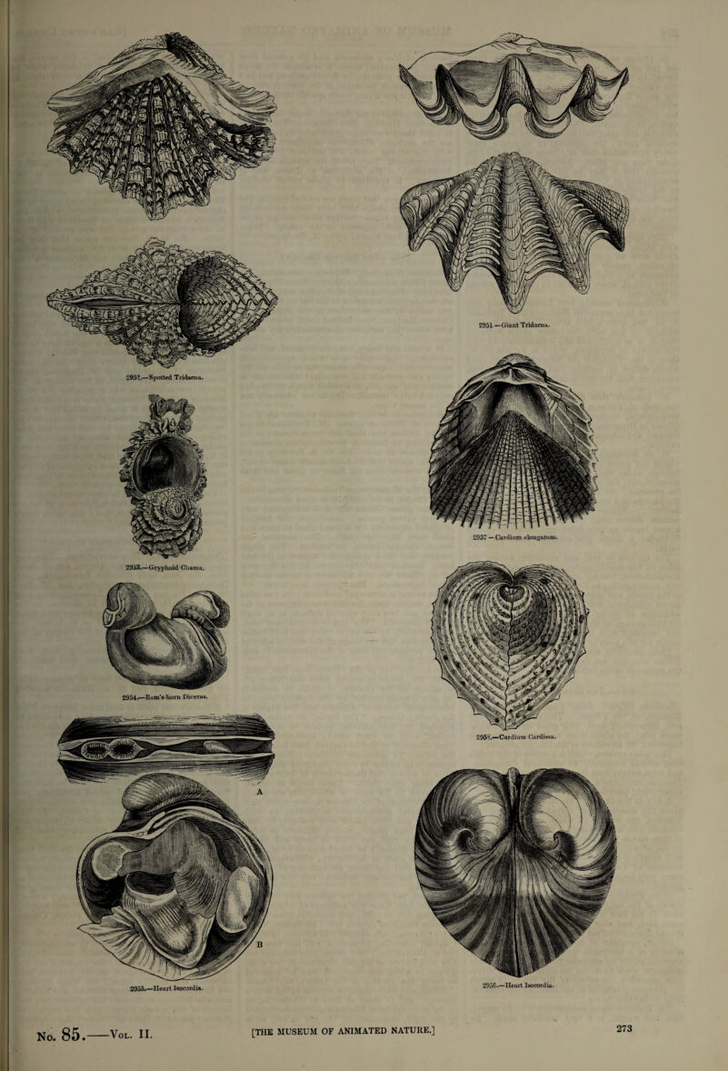 2952.—Spotted Tridacna. 2953.—Gryphoid Chama. 2955.—Heart Isocordia. 2951 —Giant Tridacna. 2957 — Cardium elongatum. 2953.—Cardium Cardissa- 2956.—Heart Isocordia. No. 85 VoL. II [THE MUSEUM OF ANIMATED NATURE.]