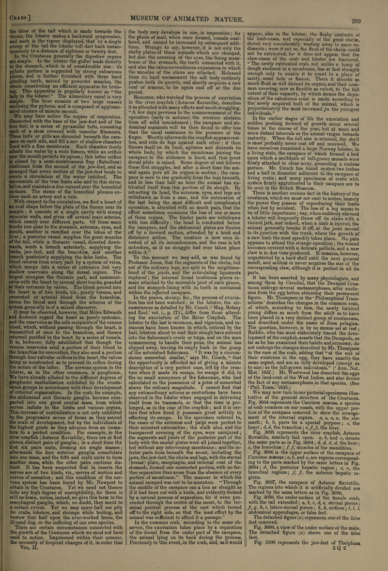 the blow of the tail which is made towards the thorax, the lobster makes a backward progression, and such is the vigour displayed, that by a single sweep of the tail the lobster will dart back instan¬ taneously to a distance of eighteen or twenty feet. In the Crustacea generally the digestive organs are simple. In the lobster the gullet leads directly to the stomach, which is of considerable size : its pyloric portion is supported by strong calcareous pieces, and is further furnished with three hard grinding teeth, moved by powerful muscles, the whole constituting an efficient apparatus for bruis¬ ing. This apparatus is popularly known as “the lady in the lobster.” The alimentary canal is very simple. The liver consists of two large masses enclosing the pylorus, and is composed of agglome¬ rated clusters of minute sacculi. We may here notice the organs of respiration. ! Connected with the base of the jaw-feet and of the j true feet, is a series of pyramidal tufts, consisting I each of a stem covered with vascular filaments. These tufts or gills are shrouded beneath the cara- l pace on each side, and fill a sort of shallow chamber ! lined with a fine membrane. Each chamber freely ! admits the water by a wide fissure, while an orifice I near the mouth permits its egress ; this latter orifice is closed by a semi-membranous flap (flabellum) I continued from the second of the jaw-feet, and so arranged that every motion of the jaw-feet tends to ■ create a circulation of the water imbibed. The j movements of the true limbs also add to this circu- I lation, and maintain a due current over the branchial I surfaces. The stems of the branchial plumes en¬ close each an artery and a vein. With respect to the circulation, we find a heart of i an oval shape below the plate of the thorax near its ! margin ; it consists of a single cavity with strong ■ muscular walls, and gives off several main arteries, which ramify over different parts. Of these main trunks one goes to the stomach, antennae, eyes, and mouth, another is ramified over the lobes of the j liver; a posterior vessel supplies the great muscles i of the tail, while a thoracic vessel, directed down¬ wards, sends a branch anteriorly, supplying the limbs, jaw-feet, and the branchiae, and another branch posteriorly supplying the false limbs. The blood returns from every part by a system of veins, which merge into a series of extensive but very shallow reservoirs along the dorsal region. The largest occupies the thoracic part, and communi¬ cates with the heart by several short trunks, guarded at their entrance by valves. The blood poured into the heart is of two kinds, viz., purely venous, and renovated or arterial blood from the branchiae, hence the blood sent through the arteries of the system generally is of a mixed character. It must be observed, however, that Milne Edwards and Audouin regard the heart as purely systemic, and the reservoirs as the sole recipients of the venous blood, which, without passing through the heart, is transmitted at once to the branchiae, and thence returned purified to the heart by a series of vessels. It is, however, fully established that though the venous reservoirs send a portion of their blood to the branchiae for renovation, they also send a portion through four valvular orifices to the heart, the valves being so constructed as to prevent its reflux during the action of the latter. The nervous system in the lobster, as in the other Crustacea, is ganglionic. We have already alluded to the different degrees of ganglionic centralization exhibited by the crusta- ceous groups in accordance with their development of external organization. In the crab, for example, the abdominal and thoracic ganglia become com¬ pacted into one great central mass, from which nerves radiate to the limbs and various organs. This increase of centralization is not only exhibited by the progressive series of forms as they ascend the scale of development, but by the individuals of the highest grade as they advance from an imma¬ ture to a perfect condition. For example, in the river crayfish (Astacus fluviatilis), there are at first eleven distinct pairs of ganglia; in a short time the first six pairs unite, forming six single masses; afterwards the four anterior ganglia consolidate into one mass, and the fifth and sixth unite to form another mass, while the other pairs continue dis¬ tinct. It has been suspected that in insects the nerves are of two kinds, viz., nerves of motion and nerves of sensation ; and this condition of the ner¬ vous system has been found by Mr. Newport to obtain in the Crustacea. Yet we need not thence infer any high degree of susceptibility, for there is still no brain, unless, indeed, we give this term to the oesophageal ganglia, which, no doubt, they merit to a certain extent. Yet we may spare half our pity for crabs, lobsters, and shrimps while boiling, and bestow that half upon the over-worked horse, the ill-used dog, or the suffering of our own species. There are certain circumstances connected with the growth of the Crustacea which we must not here omit to notice. Imprisoned within their armour, the necessity of frequent changes of it, in order that VOL. II. the body may develope in size, is imperative; for the plates of mail, when once formed, remain unal¬ tered, and cannot be increased by subsequent addi¬ tions. Strange to say, however, it is not only the shelly plates of these animals which are changed, but also the covering of the eyes, the lining mem¬ brane of the stomach, the teeth connected with it, and also the calcareo-tendinous expansions to which the muscles of the claws are attached. Released from its hard encasement the soft body suddenly pushes forth its growth, and shortly acquires a new coat of armour, to be again cast off at the due period. Reaumur, who watched the process of exuviation in the river crayfish (Astacus fluviatilis), describes it as attended with many efforts and much struggling. “ A few days previous to the commencement of the operation (early in autumn) the creature abstains from all solid nourishment; the carapace and ab¬ dominal segments will be then found to offer less than the usual resistance to the pressure of the finger. Shortly afterwards the crayfish appears rest¬ less, and rubs its legs against each other ; it then throws itself on its back, agitates and distends its whole body, by which the membrane joining the carapace to the abdomen is burst, and that great dorsal plate is raised. Some degree of rest follows these first struggles, but after a short time the ani¬ mal again puts all its organs in motion ; the cara¬ pace is seen to rise gradually from the legs beneath, and in less than half an hour the animal has ex¬ tricated itself from this portion of its slough. By retracting its head, the antennae, eyes, and legs are withdrawn as from a case, and the extrication of the last being the most difficult and complicated operation, is attended with so much pain, that the effort sometimes occasions the loss of one or more of these organs. The hinder parts are withdrawn with less difficulty; the head is conducted below the carapace, and the abdominal plates are thrown off by a forward motion, attended by a brisk and distensive action. The creature is now seen di¬ vested of all its incumbrances, and the case is left unbroken, as if no struggle had ever taken place within it.” To this account we may add, as was found by Professor Jones, that the segments of the chelae, but not of the ordinary legs, are split in the neighbour¬ hood of the joints, and the articulating ligaments ruptured; the internal broad tendinous plates re¬ main attached to the moveable joint of each pincer, and the stomach-lining with its teeth is contained within the rejected carapace. In the prawn, shrimp, &c., the process of exuvia¬ tion has not been watched ; in the lobster, the cir¬ cumstances as detailed by Mr. Couch (‘ Mag. Botany and Zool.’ vol. i., p. 171), differ from those attend¬ ing the exuviation of the River Crayfish. The lobster to the last is ravenous, and vigorous, and in¬ stances have been known in which, enticed by the bait, lobsters about to cast their slough have entered into the fishermen’s creels or traps, and on the men commencing to handle their prize, the animal has slipped away, leaving its empty husk in the grasp of the astonished fisherman. “ It was by a circum¬ stance somewhat similar,” says Mr. Couch, “ that the opportunity is afforded me of giving a minute description of a very perfect case, left by the crea¬ ture when it made its escape, for escape it did, to the no small annoyance of the fisherman, who had calculated on the possession of a prize of somewhat above the ordinary magnitude. 1 cannot find that any extraordinary actions or contortions have been observed in the lobster when engaged in delivering itself from its trammels, or that the time is pro¬ longed, as in the case of the crayfish ; and it is cer¬ tain that when freed it possesses great activity in effecting its escape. In the specimen referred to, the cases of the antennae and palpi were perfect to their minutest extremities ; the stalk also, and the transparent covering of the eyes, were uninjured ; the segments and joints of the posterior part of the body with the caudal plates were all joined together, but without any intervening membrane ; and the in¬ ferior parts from beneath the snout, including the jaws, the jaw-feet, the chelae and legs, with the sternal (breast) plate, oesophagus, and internal coat of the stomach, formed one connected portion, with no fur¬ ther separation than arose from the absence of every portion of membrane.” The manner in which the animal escaped was not to be mistaken. “ Through the middle of the carapace ran a line as straight as if it had been cut with a knife, and evidently formed by a natural process of separation, for it even pro¬ ceeded through the centre of the snout, to the ter¬ minal pointed process at the root which turned off to the right side, so that the least effort by the animal was sufficient to afford it a passage.” In the common crab, according to the same ob¬ server, the exuviation takes place by a separation of the dorsal from the under part of the carapace, the animal lying on its back during the process. Previously to this event, in the crab, and, as it would appear, also in the lobster, the fleshy contents of the limb-cases, and especially of the great chelse, shrink very considerably, wasting away to mere ru¬ diments ; were it not so, the flesh of the chelae could not be extricated, for it does not appear that the claw-cases of the crab and lobster are fractured. “The newly extricated crab, not unlike a lump of dough enclosed in a membrane, has at first strength enough only to enable it to crawl to a place of safety, some hole or fissure. There it absorbs as much fluid as will distend its organs, and' their com¬ mon covering, now as flexible as velvet, to the full extent of their capacity, by which means the depo¬ sition of the calcareous crust is made according to thej newly acquired bulk of the animal, which is proportionately the most increased tin the youngest individuals.” In the earlier stages of life the exuviation and sudden pushing forward of growth occur several times in the course of the year, but at more and more distant intervals as the animal verges towards maturity. When the full size is attained, the shell is most probably never cast off and renewed. We have ourselves examined a large Norway lobster, in a living state, the carapace of which formed a bed upon which a multitude of lull-grown mussels were firmly attached in close array, presenting a curious picture. Mr. Couch has found oysters two inches and a half in diameter adherent to the carapace of living crabs; and many specimens of crabs with oysters firmly agglutinated to their carapace are to be seen in the British Museum. There is another curious fact in the history of the Crustacea, which we must not omit to notice, namely the power they possess of reproducing their limbs when lost by accident. The loss of a leg seems to be of little importance ; nay, when suddenly alarmed a lobster will frequently throw off its claws with a violent jerk, and indeed, when a limb is injured, the animal generally breaks it off, at the joint second to its junction with the trunk, where the growth of a new limb the most speedily takes place. No pain appears to attend this strange operation ; the wound becomes covered with a delicate pellicle, and a new claw is in due time produced. It remains, however, unprotected by a hard shell until the next general moult, and seldom or never acquires the size of the corresponding claw, although it is perfect in all its parts. It has been asserted by many physiologists, and among them by Cavolini, that the Decapod Crus¬ tacea undergo several metamorphoses, after exclu¬ sion from the egg before obtaining their permanent figure. Mr. Thompson in the ‘ Philosophical Trans¬ actions ’ describes the changes in the common crab, of which, according to him, the newly hatched young differs so much from the adult as to have been placed in a very distinct group of crustaceans, and described under the name of Zoea pelagica. The question, however, is by no means set at rest; Rathke, who has most elaborately traced the deve¬ lopment of the crayfish,asserts that the Decapods, as far as he has examined their habits andjeconomy, do not undergo the changes described by M'r. Thompson in the case of the crab, adding that “ at the end of their existence in the egg, they have exactly the same aspect, and are as fully developed (except as to size) as the full-grown individuals.” (‘ Ann. Nat. Hist.’ 1837.) Mr. Westwood has dissected the eggs of the land-crab of the West Indies, and also denies the fact of any metamorphosis in that species. (See ‘ Phil. Trans.’ 1835.) We may now turn to our pictorial specimens illus¬ trative of the general structure of the Crustacea. Fig. 3094 represents the Carcinus maenas, a species of crab common on our coasts, with the upper por¬ tion of the carapace removed to show the arrange¬ ment of the internal organs, a, a, a, a, the .sto¬ mach ; b, b, parts for a special purpose; c, the heart; d, d, the branchiae; e,/,/, the liver. Fig. 3095 represents the river crayfish, Astacus fluviatilis, similarly laid open, a, b, and c, denote the same parts as in Fig. 3094; d, d, d, d, the liver; e, the branchiae ; /,/, muscles of the mandibles. Fig. 3096 is the upper surface of the carapace of Curcinus maenas ; a, b, and c, are regions correspond¬ ing to the parts marked by the same letters in Fig. 3094; d, the posterior hepatic region ; e, e, the branchial regions; /, /, the anterior hepatic re¬ gions. Fig. 3097, the carapace of Astacus fluviatilis. The regions into which it is artificially divided are marked by the same letters as in Fig. 3096. Fig. 3098, the undersurface of the female crab, with the tail extended; a, b, c, d, e, sternal pieces ; /, g, h, i, latero-sternal pieces ; A, k, orifices ; l, l, l, abdominal appendages, or false feet. The detached figure (a) represents one of the false feet removed. Fig. 3099, a view of the under surface of the male. The detached figure (a) shows one of the false feet. Fig. 3100 represents the jaw-feet of Thelphusa 2 Q 2