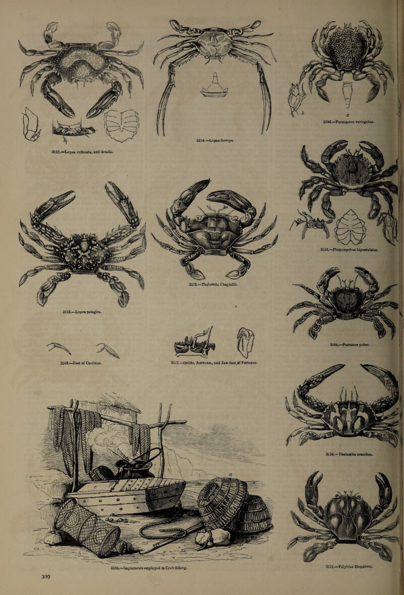 J 3112.—Lupea cribraria, and details. 3115.—Thai a mi ta Chaptallii. 3105.-—Implements employed in Crab fishing. 3106.—Portumnus variegatus. \ 3110.—Plaiyonychus bipustulatus. 3108.—Portunus puber. 3116.—Thalamita crucifera. 3111.—Polybius Henslowii.