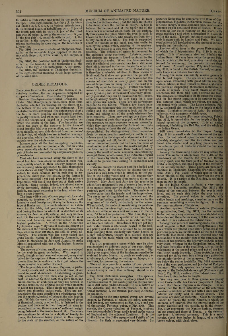 fluviatilis, a fresh water crab found in the south of Europe. 1, the right internal jaw-foot; A, its inter¬ nal blade ; a, b, c, d, e,f, its various articulations; B, its external blade, or flabelliform palp : 2, jaw ot the fourth pair with its palp: 3, jaw of the third pair with its palp : 4, jaw of the second pair: 5, jaw of the first pair : 6, mandible with its palp : 7, the upper lip: 8, the tongue, a sort of horny lamellar process performing in some degree the functions of a lower lip. Fig. 3101 the claw or chelae of Thelphusa fluvi¬ atilis. a, the moveable finger opposed to the im¬ moveable finger; b, of the claw; c, the carpus, or wrist. Fig. 3102, the posterior foot of Thelphusa fluvi¬ atilis. a, the haunch ; b, the trochanter; c, the thigh ; d, the leg; e, the metatarsus; /, the tarsus. Fig. 3103, the antennae of Thelphusa fluviatilis. a, the right external antenna; b, the large antenna of the same side. ORDER DECAPODA. Branchi.e fixed to the sides of the thorax, in re¬ spiratory cavities; the oral apparatus composed of six pairs of members. True limbs five pairs. Section Brachyura—short-tailed Decapods, as Crabs. The Brachyura, or crabs, have their form far better adapted for walking on the shore, or at the bottom of the sea, than for swimming. The cephalo-thorax is developed ; the antennse are short; the tail, or more properly the abdominal portion, is greatly reduced, and when not used is kept bent under the thorax, and lodged in a depression be¬ tween the origin of the legs. The branchiae are under the edge of the carapace in the form of broad lamellae laid over one another, and there are three flabella on each side derived from the roots of the jaw-feet, of which two are imbedded amongst the branchiae, while the third, in a crescentic form, extends over the whole series. In some crabs all the feet, excepting the chelae, end pointed, as in the common crab ; but in crabs more especially adapted for swimming the hinder pair of limbs are terminated by compressed paddles, or oar-blades. Most who have wandered along the shore of the sea at low tide have observed shoals of crabs run¬ ning quickly about, in their sideway manner, and endeavouring when approached to hide themselves under stones, or bury themselves in the sand. It is, indeed, far more common for the crab thus to ap¬ proach the shore than the lobster, for the former is far more terrestrial; yet both, provided the gills are kept moist, will live along time out of their native element. Some species, indeed, are almost exclu¬ sively terrestrial, visiting the sea only at certain periods, and again returning to the land where they live in deep burrows. The large edible crab (Cancer pagurus), Le crabe poupart, ou tourteau, of the French, is too well known to need description; it may be taken as the type of Brachyura. It is much esteemed as a deli¬ cacy for the table, but previously to moulting, and during the time in which it is destitute of its armour, its flesh is soft, watery, and very unplea¬ sant. On the contrary, some of the crabs in the West Indies, and America, are at that season in their highest perfection. A writer in the ‘ American Cyclopaedia ’ says, “ Myriads of crabs are caught on the shores of the rivers and creeks of the Chesapeake Bay, when in their soft state, and sold to great ad¬ vantage. The epicure who has never tasted soft crabs should hasten to Baltimore, Annapolis, or Euston in Maryland, in July and August, to make himself acquainted with one of the highest luxuries of the table.” The powers of vision, smell, and taste, are enjoyed by the crab in great perfection. With regard to smell, though, as has been well observed, every creel baited for the capture of these animals and lobsters proves them to be endowed with it, yet where the organ is seated is a matter of doubt. The large edible crab, Cancer Pagurus, is partial to rocky coasts, and is taken around those of our island in great abundance. Crab-fishing is gene¬ rally conducted by two men, who go out in one boat; in addition to their boat, they have lines, and creels, cruives, or crab-pots, as they are termed in various counties, the original cost of which amounts to about ten pounds. These creels are made of dry oziers, and resemble basket-work. They are con¬ structed on the same principle as a wired mouse-trap, but the aperture, instead of being at the side, is at the top. Within the creeLthe bait, consisting of pieces of thornback, skate, or other fish, is fastened to the bottom, and the creel is then dropped in some fa¬ vourable situation, three stones of sufficient weight being fastened in the inside to sink it. The creels are sometimes let down to a depth of twenty fa¬ thoms, the fishermen being guided in this respect by the state of the weather, or the nature of the ground. In fine weather they are dropped in from three to five fathoms deep ; but the crabs are chiefly to be found where the bottom is rocky. A line is fastened to the creel, and at the upper end of the line a cork is attached which floats on the surface. By this means the place where the creel is sunk is known to the fishermen, who usually set from torty to fifty creels at one time. The bait is suspended about the middle of the creel, and can easily be seen by the crabs, which, entering at the aperture, find, like a mouse in a wire trap, that escape is im¬ possible. The difficulty of egress is increased by the entrance being overhead. Lobsters, prawns, and shrimps are frequently found captured in the same creel with crabs. When the fishermen have sunk the whole of their creels, they have still some time left to proceed farther out to sea for other fish before it is necessary to visit them. Crab-fishing is is therefore a valuable addition to their means of livelihood, for it does not preclude the pursuit of other fish at the same season. The demand for this species of shell-fish is usually good, and in the nearest large town on many parts of the coast it is often fully equal to the supply. Thither the fisher¬ man’s wife or some of his family may convey the quantity taken ; and, if the market be already abund¬ antly provided, they can by means of the well-boxes, although already caught, be kept back for a time until prices rise again. These are all advantages peculiar to this fishery. When a few hours have elapsed, the fishermen visit their creels, one of them rowing and the other keeping a look-out for the floats, and taking out of the creels whatever has been captured. There may perhaps be a dozen dif¬ ferent owners of boats thus engaged, and it is there¬ fore necessary to have recourse to some means by which they may each secure the fruits of their indi¬ vidual industry without the risk of dispute. This is accomplished by distinguishing their respective floats by some peculiar mark—by a notch in the side—a mark in the shape of a diamond cut at the top—an angle cut off, &c. &c. The necessity of mutual protection points out. to them the value of combination and union, and the marks adopted by the fishermen to distinguish their floats are conse¬ quently the result of some common understanding amongst them ; or otherwise, of an instinctive regard to the means by which not only one but all are enabled to pursue their calling in confidence and security. Crabs are brought to market both in a boiled and in a raw state. If the market be distant they are placed in a well-box, which is attached to the out¬ side of the fishing-vessel, and in this manner they are brought to Billingsgate from parts so distant as Norway. May, June, and July are the months in which they are generally out of season ; but even in these months many may be obtained which are in a perfectly good state for the table. The male is of greater value than the female, and has larger claws. The sexes are distinguished as the cock and the hen. Before boiling, a good crab is known by the roughness of its shell, particularly on the claws. When boiled, the mode of ascertaining its goodness is by holding the claws tight, and shaking the body, which will rattle, or seem as if water were in the in¬ side, if it be not in perfection. The time they are usually boiled is from a quarter of an hour to a couple of hours in sea-water, or in water in which salt has been infused. Sometimes they are put into cold water, which is afterwards heated to the boil¬ ing point; and this mode is believed to be less cruel than plunging them suddenly into water heated to a high temperature, though it is alleged they are inferior for the table when the former method is employed. Fig. 3104 represents a scene which may be often contemplated on different parts of our coast, fisher¬ men hauling up their creels for examination. Fig. 3105 gives a good idea of the implements used in the crab and lobster fishery, a, creels or crab-pots ; b, a lobster-pot, of cordage or netting on hoops; c, a well-box, for preserving the animals. We shall now pass to a review of our pictorial specimens; stopping only to notice those species to whose history a more than ordinary interest is at¬ tached. Fig. 310G, Portumnus variegatus. This species, one of the paddling crabs, is closely allied to the Carcinus maenas of our coasts; but has the posterior limbs still more paddle-formed. It is a native of the Adriatic, and the t Mediterranean, a, the ex¬ ternal antenna; b, the external jaw-foot; c, the tail or abdomen. Belonging to the same natural group are several genera, as Portunus, of which the orbits, antennae, and jaw-loot, are represented at Fig. 3107 ; and one of the species, Portunus puber, at Fig. 3108. This species, the Cancer velutinus of Pennant, is about two inches and a half long; and is found on the coasts of England and the adjacent Continent. It is the Crabe a laine, the CrSbe espagnol and 1’etrille of the French. Its flesh is accounted very delicate. Its posterior limbs may be compared with those of Car¬ cinus msenas. Fig. 3109, the Carcinus maenas (feet ol'j, le Crabe enrage, or small common crab, is extremely common on our coasts and those of France. It may be seen at low water running on the shore, with great rapidity; and when approached it buries it¬ self in the sand. Though not much esteemed this 1 crab is eaten both in London and Paris. We have seen baskets-full hawked about the streets of our me¬ tropolis and the suburbs. Another allied form is the genus Platyonychus, 1 of which the P. bipustulatus, Fig. 3110, is an ex¬ ample. It is of moderate size, and inhabits the Indian Seas. We may here notice the genus Poly¬ bius, in which all the feet, excepting the chelae, are formed for swimming ; the posterior pair are short and broad. A small species, Polybius Henslowii, Fig. 3111, is found in the British Channel, but gene¬ rally keeps at a distance from shore. Among the more exclusively marine genera is that termed Lupea. The species are seen in the open ocean, swimming with great address near the surface, where, as Bose remarked, these crabs have the power of suspending themselves motionless, in a state of repose. They haunt masses of drifting ' sea-weeds, and there find both a retreat and food. The carapace is remarkable for its transverse extent, and for the strong serration of its anterior margin. The anterior limbs, which are robust, are more or less armed with spines. The Lupea cribraria, Fig. 3112, is of small size, attaining to the length of three inches. It inhabits the seas of Asia. Its colour is yellowish with numerous whitish spots. The Lupea pelagica (Portunus pelagicus, Fabr.), Fig. 3113, is remarkable for the length of the last lateral spines of the carapace. It is an active swimmer, inhabiting the Red Sea, and the whole of the Indian Ocean. Still more remarkable is the Lupea forceps (Fig. 3114), a small crab from the seas of the An¬ tilles. Its last lateral spine on each side is con¬ siderably elongated, and the fore claws are pro¬ duced into slender and very long pincers, so that the anterior pair of limbs far exceed the four sue- ; ceeding pairs. Among the Swimming Crabs we may notice the genus Thalamita, in which, from the width of the ' frame-work of the mouth, the eyes are thrown greatly apart, and the third joint of the last pair of limbs is elongated, and has a spine at the extremity of its anterior border. These points are peculiarly manifest in Thalamita Chaptallii (Portunus Chap- tallii, Aud.), Fig. 3115; in which species the an¬ terior margin of the carapace between the eyes is smooth. It is a native of the Red Sea, is not more than an inch in length. In the Indian Ocean is found a very pretty species, the Thalamita crucifera, Fig. 3116; the border of the carapace between the eyes is denti- j lated, and on each side below the eyes are six - serrations. Its general colour is reddish, with f yellow bands and markings, a median mark on the carapace resembling a cross in figure. It is the Portunus cruciferus of Fabricius. Another species, Thalamita natator (Portunus sanguinolentus, Bos), Fig. 3117, has the anterior limbs not only very spinous, but also studded with tubercles and the anterior margin of the carapace is serrated. It is a native of the Indian Ocean. Among these genera of swimming-crabs, one of the most singular is that termed Podophthalmus; the eyes, which are placed upon short peduncles in the previous genera, are in this seated at the end of long moveable foot-stalks; these are inserted near the median line of the anterior edge of the carapace, and consist of two portions, the first very long, the second very short; whereas in the Ocypodian crabs, which also have footstalks of the eyes long, it is on the de¬ velopment of the second piece, and not of the first, > that their length depends. These footstalks can be received for safety each into a long deep gutter,on the anterior border of the carapace. The antennae are below the ocular footstalks. Fig. 3118 represents ! one of the eyes, peduncles, and jaw-feet of Podoph¬ thalmus. The only species, we believe, hitherto known is the Podophthalmus vigil (Portunus vigil, Fabr.), Fig. 3119, a native of the Indian Ocean. It is from two to four inches in length. We may now pass to those genera composing what Cuvier'calls Les Crabes proprement dits, of which the Cancer Pagurus is an example. He re¬ marks that the third articulation of the outermost jaw-feet is notched or marked with a sinus near the internal extremity, and is almost square. The antennse are short or moderate. Close to the genus Cancer he places the genus Xantho, in which the antennae are inserted into the internal angle of the ocular cavities, and not outside, as in the former. Fig. 3120 represents the Xantho floridus, common on our coasts, and those of France, a, the external jaw-foot; b, external antennse. This is a small species, about two inches in length, of a reddish brown colour, with black claws.