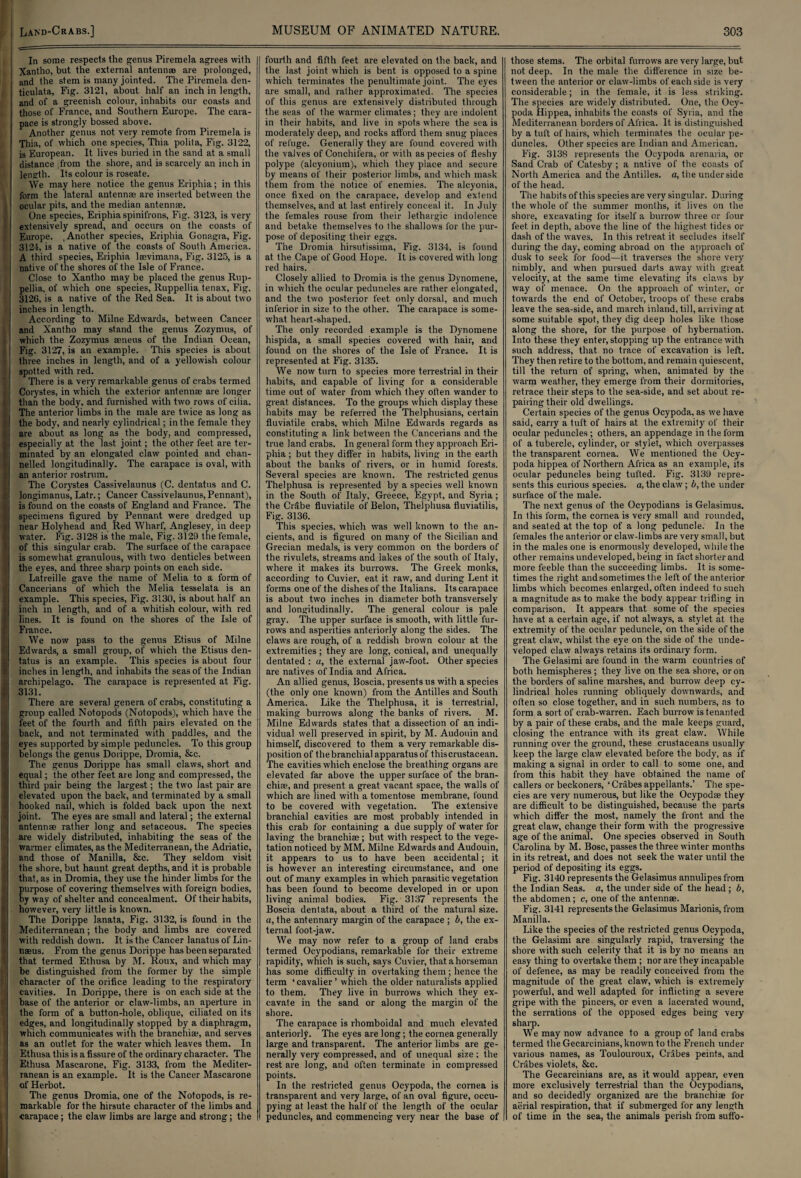 I [ • 1 I i In some respects the genus Piremela agrees with Xantho, but the external antennm are prolonged, and the stem is many jointed. The Piremela den- ticulata, Fig. 3121, about half an inch in length, and of a greenish colour, inhabits our coasts and those of France, and Southern Europe. The cara¬ pace is strongly bossed above. Another genus not very remote from Piremela is Thia, of which one species, Thia polita, Fig. 3122, is European. It lives buried in the sand at a small distance from the shore, and is scarcely an inch in length. Its colour is roseate. We may here notice the genus Eriphia; in this form the lateral antennae are inserted between the ocular pits, and the median antennae. One species, Eriphia spinifrons, Fig. 3123, is very extensively spread, and occurs on the coasts of Europe. , Another species, Eriphia Gonagra, Fig. 3124, is a native of the coasts of South America. A third species, Eriphia laevimana, Fig. 3125, is a native of the shores of the Isle of France. Close to Xantho may be placed the genus Rup- pellia, of which one species, Ruppellia tenax, Fig. 3126, is a native of the Red Sea. It is about two inches in length. According to Milne Edwards, between Cancer and Xantho may stand the genus Zozymus, of which the Zozymus aeneus of the Indian Ocean, Fig. 3127, is an example. This species is about three inches in length, and of a yellowish colour spotted with red. There is a very remarkable genus of crabs termed Corystes, in which the exterior antennae are longer than the body, and furnished with two rows of cilia. The anterior limbs in the male are twice as long as the body, and nearly cylindrical; in the female they are about as long as the body, and compressed, especially at the last joint; the other feet are ter¬ minated by an elongated claw pointed and chan¬ nelled longitudinally. The carapace is oval, with an anterior rostrum. The Corystes Cassivelaunus (C. dentatus and C. longimanus, Latr.; Cancer Cassivelaunus, Pennant), is found on the coasts of England and France. The specimens figured by Pennant were dredged up near Holyhead and Red Wharf, Anglesey, in deep water. Fig. 3128 is the male, Fig. 3129 the female, of this singular crab. The surface of the carapace is somewhat granulous, with two denticles between the eyes, and three sharp points on each side. Latreille gave the name of Melia to a form of Cancerians of which the Melia tesselata is an example. This species, Fig. 3130, is about half an inch in length, and of a whitish colour, with red lines. It is found on the shores of the Isle of France. We now pass to the genus Etisus of Milne Edwards, a small group, of which the Etisus den¬ tatus is an example. This species is about four inches in length, and inhabits the seas of the Indian archipelago. The carapace is represented at Fig. 3131. There are several genera of crabs, constituting a group called Notopods (Notopods), which have the feet of the fourth and fifth pairs elevated on the back, and not terminated with paddles, and the eyes supported by simple peduncles. To this group belongs the genus Dorippe, Dromia, 8tc. The genus Dorippe has small claws, short and equal; the other feet are long and compressed, the third pair being the largest; the two last pair are elevated upon the back, and terminated by a small hooked nail, which is folded back upon the next joint. The eyes are small and lateral; the external antennae rather long and setaceous. The species are widely distributed, inhabiting the seas of the warmer climates, as the Mediterranean, the Adriatic, and those of Manilla, &c. They seldom visit the shore, but haunt great depths, and it is probable that, as in Dromia, they use the hinder limbs for the purpose of covering themselves with foreign bodies, by way of shelter and concealment. Of their habits, however, very little is known. The Dorippe lanata, Fig. 3132, is found in the Mediterranean; the body and limbs are covered with reddish down. It is the Cancer lanatus of Lin¬ naeus. From the genus Dorippe has been separated that termed Ethusa by M. Roux, and which may be distinguished from the former by the simple character of the orifice leading to the respiratory cavities. In Dorippe, there is on each side at the base of the anterior or claw-limbs, an aperture in the form of a button-hole, oblique, ciliated on its edges, and longitudinally stopped by a diaphragm, which communicates with the branchiae, and serves as an outlet for the water which leaves them. In Ethusa this is a fissure of the ordinary character. The Ethusa Mascarone, Fig. 3133, from the Mediter¬ ranean is an example. It is the Cancer Mascarone of Herbot. The genus Dromia, one of the Notopods, is re¬ markable for the hirsute character of the limbs and carapace; the claw limbs are large and strong; the fourth and fifth feet are elevated on the back, and the last joint which is bent is opposed to a spine which terminates the penultimate joint. The eyes are small, and rather approximated. The species of this genus are extensively distributed through the seas of the warmer climates; they are indolent in their habits, and live in spots where the sea is moderately deep, and rocks afford them snug places of refuge. Generally they are found covered with the valves of Conchifera, or with as pecies of fleshy polype (alcyonium), which they place and secure by means of their posterior limbs, and which mask them from the notice of enemies. The alcyonia, once fixed on the carapace, develop and exlend themselves, and at last entirely conceal it. In July the females rouse from their lethargic indolence and betake themselves to the shallows for the pur¬ pose of depositing their eggs. The Dromia hirsutissima, Fig. 3134, is found at the Cape of Good Hope. It is covered with long red hairs. Closely allied to Dromia is the genus Dynomene, in which the ocular peduncles are rather elongated, and the two posterior feet only dorsal, and much inferior in size to the other. The carapace is some¬ what heart-shaped. The only recorded example is the Dynomene hispida, a small species covered with hair, and found on the shores of the Isle of France. It is represented at Fig. 3135. We now turn to species more terrestrial in their habits, and capable of living for a considerable time out of water from which they often wander to great distances. To the groups which display these habits may be referred the Thelphusians, certain fluviatile crabs, which Milne Edwards regards as constituting a link between the Cancerians and the true land crabs. In general form they approach Eri¬ phia ; but they differ in habits, living in the earth about the banks of rivers, or in humid forests. Several species are known. The restricted genus Thelphusa is represented by a species well known in the South of Italy, Greece, Egypt, and Syria; the Crabe fluviatile of Belon, Thelphusa fluviatilis, Fig. 3136. This species, which was well known to the an¬ cients, and is figured on many of the Sicilian and Grecian medals, is very common on the borders of the rivulets, streams and lakes of the south of Italy, where it makes its burrows. The Greek monks, according to Cuvier, eat it raw, and during Lent it forms one of the dishes of the Italians. Its carapace is about two inches in diameter both transversely and longitudinally. The general colour is pale gray. The upper surface is smooth, with little fur¬ rows and asperities anteriorly along the sides. The claws are rough, of a reddish brown colour at the extremities ; they are long, conical, and unequally dentated : a, the external jaw-foot. Other species are natives of India and Africa. An allied genus, Boscia, presents us with a species (the only one known) from the Antilles and South America. Like the Thelphusa, it is terrestrial, making burrows along the banks of rivers. M. Milne Edwards states that a dissection of an indi¬ vidual well preserved in spirit, by M. Audouin and himself, discovered to them a very remarkable dis¬ position of the branchial apparatus of this crustacean. The cavities which enclose the breathing organs are elevated far above the upper surface of the bran¬ chiae, and present a great vacant space, the walls of which are lined with a tomentose membrane, found to be covered with vegetation. The extensive branchial cavities are most probably intended in this crab for containing a due supply of water for laving the branchiae; but with respect to the vege¬ tation noticed by MM. Milne Edwards and Audouin, it appears to us to have been accidental; it is however an interesting circumstance, and one out of many examples in which parasitic vegetation has been found to become developed in or upon living animal bodies. Fig. 3137 represents the Boscia dentata, about a third of the natural size, a, the antennary margin of the carapace ; b, the ex¬ ternal foot-jaw. We may now refer to a group of land crabs termed Ocypodians, remarkable for their extreme rapidity, which is such, says Cuvier, that a horseman has some difficulty in overtaking them ; hence the term ‘cavalier ’ which the older naturalists applied to them. They live in burrows which they ex¬ cavate in the sand or along the margin of the shore. The carapace is rhomboidal and much elevated anteriorly. The eyes are long; the cornea generally large and transparent. The anterior limbs are ge¬ nerally very compressed, and of unequal size ; the rest are long, and often terminate in compressed points. In the restricted genus Ocypoda, the cornea is transparent and very large, of an oval figure, occu¬ pying at least the half of the length of the ocular peduncles, and commencing very near the base of those stems. The orbital furrows are very large, but not deep. In the male the difference in size be¬ tween the anterior or claw-limbs of each side is very considerable; in the female, it is less striking. The species are widely distributed. One, the Oey- poda Hippea, inhabits the coasts of Syria, and the Mediterranean borders of Africa. It is distinguished by a tuft of hairs, which terminates the ocular pe¬ duncles. Other species are Indian and American. Fig. 3138 represents the Ocypoda arenaria, or Sand Crab of Catesby ; a native of the coasts of North America and the Antilles, a, the underside of the head. The habits of this species are very singular. During the whole of the summer months, it lives on the shore, excavating for itself a burrow three or four feet in depth, above the line of the highest tides or dash of the waves. In this retreat it secludes itself during the day, coming abroad on the approach of dusk to seek for food—it traverses the shore very nimbly, and when pursued darts away with great velocity, at the same time elevating its claws by way of menace. On the approach of winter, or towards the end of October, troops of these crabs leave the sea-side, and march inland, till, arriving at some suitable spot, they dig deep holes like those along the shore, for the purpose of hybernation. Into these they enter, stopping up the entrance with such address, that no trace of excavation is left. They then retire to the bottom, and remain quiescent, till the return of spring, when, animated by the warm weather, they emerge from their dormitories, retrace their steps to the sea-side, and set about re¬ pairing their old dwellings. Certain species of the genus Ocypoda. as we have said, carry a tuft of hairs at the extremity of their ocular peduncles ; others, an appendage in the form of a tubercle, cylinder, or stylet, which overpasses the transparent cornea. We mentioned the Ocy¬ poda hippea of Northern Africa as an example, its ocular peduncles being tufted. Fig. 3139 repre¬ sents this curious species, a, the claw ; b, the under surface of the male. The next genus of the Ocypodians is Gelasimus. In this form, the cornea is very small and rounded, and seated at the top of a long peduncle. In the females the anterior or claw-limbs are very small, but in the males one is enormously developed, while the other remains undeveloped, being in fact shorter and more feeble than the succeeding limbs. It is some¬ times the right andsometimes the left of the anterior limbs which becomes enlarged, often indeed to such a magnitude as to make the body appear trifling in comparison. It appears that some of the species have at a certain age, if not always, a stylet at the extremity of the ocular peduncle, on the side of the great claw, whilst the eye on the side of the unde¬ veloped claw always retains its ordinary form. The Gelasimi are found in the warm countries of both hemispheres; they live on the sea shore, or on the borders of saline marshes, and burrow deep cy¬ lindrical holes running obliquely downwards, and often so close together, and in such numbers, as to form a sort of crab-warren. Each burrow is tenanted by a pair of these crabs, and the male keeps guard, closing the entrance with its great claw. While running over the ground, these crustaceans usually keep the large claw elevated before the body, as if making a signal in order to call to some one, and from this habit they have obtained the name of callers or beckoners, ‘Crabes appellants.’ The spe¬ cies are very numerous, but like the Ocypodae they are difficult to be distinguished, because the parts which differ the most, namely the front and the great claw, change their form with the progressive age of the animal. One species observed in South Carolina by M. Bose, passes the three winter months in its retreat, and does not seek the water until the period of depositing its eggs. Fig. 3140 represents the Gelasimus annulipesfrom the Indian Seas, a, the under side of the head ; b, the abdomen; c, one of the antennae. Fig. 3141 represents the Gelasimus Marionis, from Manilla. Like the species of the restricted genus Ocypoda, the Gelasimi are singularly rapid, traversing the shore with such celerity that it is by no means an easy thing to overtake them ; nor are they incapable of defence, as may be readily conceived from the magnitude of the great claw, which is extremely powerful, and well adapted for inflicting a severe gripe with the pincers, or even a lacerated wound, the serrations of the opposed edges being very sharp. We may now advance to a group of land crabs termed the Gecarcinians, known to the French under various names, as Toulouroux, Crabes peints, and Crabes violets, &c. The Gecarcinians are, as it would appear, even more exclusively terrestrial than the Ocypodians, and so decidedly organized are the branchiae for aerial respiration, that if submerged for any length of time in the sea, the animals perish from suffo-