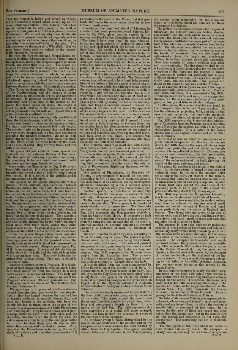 I I ] i They are frequently boiled and served up whole, but are commonly stewed when served up at the more sumptuous tables. We believe that when simply cooked in its own juices, in its shell, a squeeze ol'lime-juice is all that it requires to render it delicious. We do not see why these land-crabs may not with proper care be as regularly sent to our metropolis as turtle; surely they would not be unworthy the epulce adjiciales of the city. The adjuncts may be the same as to Whitebait. But we must leave these crabs, so valued by the transat¬ lantic epicurean, for others. Between the Ocypodians and GrapsoTdeans, ac¬ cording to Milne Edwards, intervenes a tribe termed Gonoplaceans, having the carapace square or rhom- boidal, and wider than it is long. The ocular pe¬ duncles are generally much elongated, and the eye, which terminates them, is small. To this tribe be¬ longs the genus Gonoplax, in which the anterior pair of limbs are extremely elongated, and nearly cylindrical, appearing indeed far too much deve¬ loped in comparison with the small square carapace between them at their base. The animals are marine. The Gonoplax rhomboides, Fig. 3145, is a native of the Mediterranean and the ocean; it keeps among rocks at considerable depths, and appears to be solitary. It possesses considerable powers of swimming, and often rises to the surface of the water, but never comes on shore. Its length is about an inch (that is, of the carapace); and its colour yellowish mingled with red. Small fish and radiated animals constitute its food. The GrapsoYdeans are less regularly quadrilateral than the Gonoplaceans, and the body is nearly always compressed ; the ocular peduncles are thick, but short, and the eye occupies half their length. The anterior limbs are in general short, and the rest are very much compressed, the last pair sometimes assuming the natatory character. As far as their habits appear to be known, these crabs live much on the shore, or on the rocks bordering the coast, and on reefs of coral; they are very timid, and run with great alacrity. The genus Grapsus contains those species re¬ markable for the extreme flatness of the body. The first pair of limbs are very short and spiny; the remaining limbs very much compressed, with the tarsal portion large, broad, and spiny. One species, the Grapsus pictus, Fig. 3146, is very beautifully marked ; it is of a reddish colour with irregular and waved stains of yellow ; length about two inches. It is a native of the Antilles, and is not uncommon in collections. The species of the genus Grapsus are widely spread. These animals, says Latreille, “ conceal themselves during the day under stones and other bodies in the sea; some even, as I have been in¬ formed, climb on the trees of the shore, and creep under the bark ; the broad and flattened form of the body and limbs gives them the faculty of sustain¬ ing themselves for an instant on the surface of the water; their progress on land is sideways, some¬ times to the right, sometimes to the left. Certain species live in rivers where the tide comes in, but mostly on the borders of the water. They associate in considerable numbers, and on the appearance of any one betake themselves to the water, making a great noise with their claws, which they strike against each other. In general respects their mode of life resembles that of other carnivorous Crustacea.” From the genus Grapsus have been separated several subgenera, among which we may notice Pseudograpsus, in which the jaw-feet close the mouth, contrary to what is found in Grapsus—of this form, the Porte-pinceau (Grapsus penciliger), Fig. 3147, is an example. It is remarkable for the size of the claws in the male, and the tufts of long hairs which spring from them. The other limbs are fur¬ nished with thickset down. This crab is found in the seas of Asia. Another subgenus is termed Plagusia. It is distin¬ guished from Grapsus by the internal antennae being bent back under the front and lodged in a deep notch so as to be uncovered above. The body and limbs are flattened. As an example we select the Plagusia clavimana (Cancer planissimus), Fig. 3148, a native of the shores of New Holland, New Zealand, Vanicoro, &c. We now turn to a group of small crustaceans termed Pinnotherians, remarkable for their singular habits; they live housed between the mantle lobes of bivalve mollusks, as mussels, Pinnae, &c., and were well known to the ancients, who have dis¬ tinctly alluded to them, under the names of ttiv- voTtjnriQ, TrivvoSrr]pacLv,Trvo(f)v\aE; in Latin, Pinnolheras and Pinnophylax. They believed that a sort of part¬ nership existed between these little crabs and the shell-fish, and that when the latter lay with the valves open, as a trap for prey, the crab gave notice to it when to close them upon its captive, after which they commenced the feast at leisure. Pliny describes the Pinnotheras as tenanting the empty shells of oysters ; and in another place speaks of it Vol. II. as residing in the shell of the Pinna; but it is pro¬ bable that, under the same names he refers to two different crustaceans. Hasselquist, the pupil and friend of Linnaeus, in a letter to his great preceptor, dated Smyrna, De¬ cember 16, 1749, gives another version of the services rendered by the Pinnotheres to the Pinna. “ The time I have been here,” he says, “ has af¬ forded me an opportunity of seeing the kinds both of fish and shell-fish which the Greeks use during their Lent. No people, I believe, make so much use of shell-fish and other marine animals as do the Greeks. I have seen them eat ten different sorts of shell-fish, w'hen with us oysters only are eaten. Amongst other animals they sell here a sepia or cuttle-fish, which is by them called oKT-wroSia (^Oeto- podia); it has only eight tentacula, all of equal length ; and the animal is a foot long and thick in pro¬ portion. Of this the Greeks have related to me an anecdote which I think remarkable. The Pinna muri- cata, or great silk-mussel, is here found in large quan¬ tities at the bottom of the sea; and is afoot in length. The octopodia, or cuttle-fish with eight arms, watches the opportunity when the mussel opens its shell, to creep in it and devour the contents; but a little crab which has scarcely any shell, or at least only a thin one, lodges constantly in this shell-fish, and pays a good rent by saving the life of its landlady. This crab keeps a constant look-out through the aperture of the shell, and on seeing the approach of the enemy begins to stir, when the Pinna closes the valves and thus excludes the rapacious animal. 1 saw this shell-fish first at the island of Milo, and found such a little crab in all I opened ; I won¬ dered not a little what was its business there, but on coming here, the circumstances were explained to me by M. Juste, the secretary of our consul, a curious and ingenious man who has travelled much, aud lived long in this place. The account was afterwards confirmed by several Greeks, who daily catch and eat both these animals.” The Pinnotherians are of small size, with a cara¬ pace nearly circular, with small and feeble limbs ; the eyes are minute, on abbreviated peduncles. In the restricted genus Pinnotheres, the parts of the mouth are developed; the external jaw feet are placed obliquely, and the third joint enlarged. Fig. 3149 represents the under side of the anterior part of Pinnotheres, displaying the eyes, jaw-feet, &c., magnified. One species of Pinnotheres, the Pea-crab (P. Pisum), is very common in mussels on our coast. According to Mr. Thompson, it resembles Zoea in the early stages of its existence, having an elongated abdomen terminated by a fin, a carapace armed w'ith three long spines, large eyes, and swimming feet. Another species, the Pinnotheres veterum. Fig. 3150, is found in the Pinnae, on the coasts of Greece and Italy. It measures about eight lines in length. To the present group the genus Hymenosoma ap¬ pears to be referable. The carapace is flattened and nearly circular, with a narrow front. The fore-limbs are small, the others slender but rather elongated. Fig. 3151 represents the Hymenosoma orbiculare, from the Cape of Good Hope. It measures an inch in length ; two spiniform processes project anteriorly from the carapace, one on each side of the eyes : a, internal antenna; b, external antenna; c, external ] jaw-foot; d, abdomen of mail; e, abdomen of female. Between Pinnotheres and Ocypodes, according to Milne Edwards, may be placed the genus Mycteris, characterized by ttie carapace being very delicate, nearly circular, and convex. The external jaw-feet are placed vertically, and form by their union a short and wide reversed cove; the limbs are long and slender. Fig. 3152 represents the Mycteris longi- carpis, from the Australian Seas. The carapace is divided by furrows into three longitudinal tumuli, and projects anteriorly. Length about one inch. A closely allied form has been characterized by Milne Edwards under the generic title of Doto. It approximates, in the general form of the body, feet, and eyes, to the Ocypodes, but in some other points to Mycteris. The species on which this genus is founded is figured by Savigny in the great work on Egypt; it is the Mycteris sulcatus of Audouin, Cancer sulcatus of Forsk, and Doto sulcatus of Milne Edwards. The carapace is nearly square, and furrowed above ; the front orbital border occupying nearly the whole of its width. The region around the mouth, and the external jaw-feet, equally furrowed; feet, rather long and compressed; length six lines. It is a native of the Red Sea. Fig. 3153 represents this crab magnified; a, a profile still more enlarged, without the legs, to show the grooves ; b, a view of the under part of the carapace. An extensive group of crabs, distinguished by the projection and acuteness of the anterior part of the carapace so as to form a snout, has been termed by Milne Edwards Oxyrhynchi. This group contains several tribes, of which one is the Macropodian; ! the species being remarkable for the enormous length of their limbs, which has obtained for them , the name, of Sea Spiders. The form of the carapace is various, but in general triangular; the anterior limbs are feeble, slender, and shorter than the rest, which are more or less filiform; the basal joint of the external antennae nearly always constitutes the major part of the lower wall of the orbit, and proceeds to solder itself to the I front. The Macropodians inhabit the sea at con¬ siderable depths, where they lie concealed among the fronds of sea-weed; they are also found on oyster-banks; from the length and slenderness of their limbs they proceed slowly and unsteadily. Their food consists of minute mollusks and other sott marine animals. The first genus we shall notice is Leptopodia of Leach, remarkable for the excessive elongation of the limbs, and the manner in which the carapace is carried out anteriorly into a long stylilorm snout or rostrum. The eyes are compara¬ tively large, and not retractile. The species are j found on the coasts of America and the Antilles. As an example of this genus we select the Lepto¬ podia sagittaria (Cancer seticornis, Herbst; Trachus Sagittarius, Fabricius). It is represented at Fig. 3154. j In this species we have, as it were, in an exaggerated manner, all the distinctive character of the great group or family and tribe to which it belongs. Another genus, the species of which are found in the European Seas, is termed Stenorhynchus. In this the rostrum is projecting, bifid, and shaip: the eyes are not retractile; the fore-limbs are much stouter than the others, which are long and filiform. [ Fig. 3155 represents the Stenorhynchus phalan- gium (Cancerpha langium,Pennant; Cancer rostratus, Linn.; Macropus phalangium, Latreille ; Macropodia phalangium, Leach). It is a native of the coasts on each side of the English Channel, and of the other seas of Europe. In the seas of Asia are found various species of a genus termed Camposcia. In this the rostrum ad¬ vances but little beyond the eyes, which are sup¬ ported upon peduncles and not retractile, though capable of being reflected backwards. The carapace is convex and pear-shaped; the feet are slender. Fig. 3156 represents the Camposcia retusa; a, a view of the under surface of the head, showing the details of the eyes, antennae, and mouth. The genus Eurypodius is also found in the Asiatic Seas. In this the rostrum is formed by two long and horizontal horns; in the male the anterior limbs are as long as the body, but shorter in the female. The succeeding limbs are long and slender, and their terminal joint is curved and very sharp, and capable of being bent back against the lower edge of the preceding joint, so as to give to the animal the power of attaching itself firmly to any object. Fig. 3157 represents the Eurypodius Latreillii; it is found on the shores of the Falkland Islands. The genus Inachus as restricted by modern writers may here be noticed; it contains several small species natives of the seas of Europe, and .found more particularly on the coasts of England and France. They haunt bays and coves, where beds of oysters exist, and all have the body and limbs covered with down and hairs; small sponges and corallines are often found attached to them. The rostrum is short; the eyes are on peduncles capable of being reflected backwards and lodged in an orbitary cavity, which though not deep is distinct. The anterior limbs are stout and large in the male, very small in the female; the second pair are the longest. The carapace is triangular and much embossed above; the general colour is brownish. Fig. 3158 represents the Inachus Scorpio, a native of the British Channel, &c.: a, the male ; b, the female ; c, the abdomen of the male ; d, the abdomen of the mature female; e, the abdomen of the im¬ mature female. Among several other genera belong¬ ing to this tribe, as Latreillia, Achaeus, Amathia, &c., we may select for notice that termed by Dr. Leach Doclea. i In this form the carapace is nearly globular, hairy, and more or less beset with spines; the rostrum is short and narrow ; the eyes are very small, and entirely ; lodged on the orbits. The anterior limbs are very small and feeble; the succeeding limbs long. The 1 species are found, as far as yet ascertained, in the Indian Seas. Fig. 3159 represents the Doclea Rissonii. According to Milne Edwards it forms a passage to the tribe of Maiians, or Maiidse. The tribe of Maiians, or Maiidse, is composed of Ox¬ yrhynchi, whose carapace is mostly spiny, and gene¬ rally speaking longer than it is wide ; the rostrum is i usually bifid, or composed of two horns. In the males, the first pair of limbs are longer and more robust than the second pair; but in the females they do not exceed, and sometimes do not equal, the second pair. The succeeding feet are of moderate length. The first genus of this tribe which we notice is that termed Libinia by Leach: the carapace is nearly circular, and very convex above, the eyes are 2 R 2