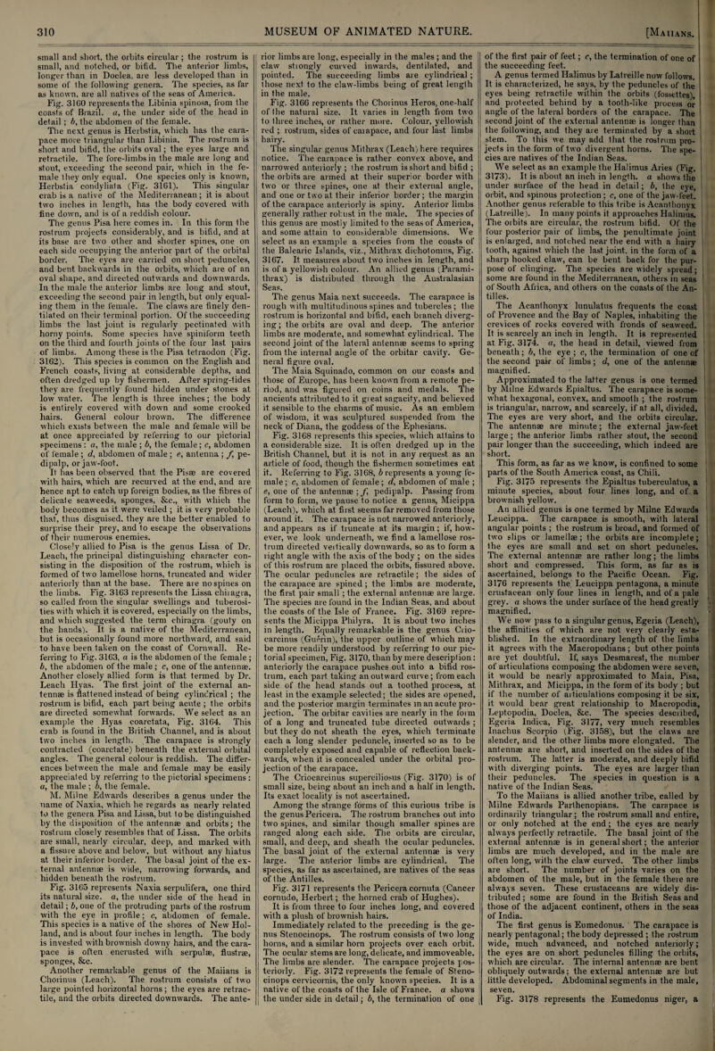 small and short, the orbits circular; the rostrum is small, and notched, or bifid. The anterior limbs, longer than in Doclea, are less developed than in some of the following genera. The species, as far as known, are all natives of the seas of America. Fig. 31G0 represents the Libinia spinosa, from the coasts of Brazil, a, the under side of the head in detail ; b, the abdomen of the female. The next, genus is Herbstia, which has the cara¬ pace more triangular than Libinia. The rostrum is short and bifid, the orbits oval; the eyes large and retractile. The fore-limbs in the male are long and stout, exceeding the second pair, which in the fe¬ male they only equal. One species only is known, Herbstia condyliala (Fig. 3161). This singular crab is a native of the Mediterranean; it is about two inches in length, has the body covered with fine down, and is of a reddish colour. The genus Pisa here comes in. In this form the rostrum projects considerably, and is bifid, and at its base are two other and shorter spines, one on each side occupying the anterior part of the orbital border. The eyes are carried on short peduncles, and bent backwards in the orbits, which are of an oval shape, and directed outwards and downwards. In the male the anterior limbs are long and stout, exceeding the second pair in length, but only equal¬ ing them in the female. The claws are finely den- tilated on their terminal portion. Of the succeeding limbs the last joint is regularly pectinated with horny points. Some species have spiniform teeth on the third and fourth joints of the four last pairs of limbs. Among these is the Pisa tetraodon (Fig. 3162). This species is common on the English and French coasts, living at considerable depths, and often dredged up by fishermen. After spring-tides they are frequently found hidden under stones at low water. The length is three inches; the body is entirely covered with down and some crooked hairs. General colour brown. The difference which exists between the male and female will be at once appreciated by referring to our pictorial specimens: a, the male ; b, the female; c, abdomen of female ; d, abdomen of male ; e, antenna ; /, pe- dipalp, or jaw-foot. It has been observed that the Pisae are covered with hairs, which are recurved at the end, and are hence apt to catch up foreign bodies, as the fibres of delicate seaweeds, sponges, &c., with which the body becomes as it were veiled ; it is very probable that, thus disguised, they are the better enabled to surprise their prey, and to escape the observations of their numerous enemies. Closely allied to Pisa is the genus Lissa of Dr. Leach, the principal distinguishing character con¬ sisting in the disposition of the rostrum, which is formed of two lamellose horns, truncated and wider anteriorly than at the base. There are no spines on the limbs. Fig. 3163 represents the Lissa chiiagra, so called from the singular swellings and tuberosi¬ ties with which it is covered, especially on the limbs, and which suggested the term chiragra (gouty on the hands), it is a native of the Mediterranean, but is occasionally found more northward, and said to have been taken on the coast of Cornwall. Re¬ ferring to Fig. 3163, a is the abdomen of the female ; b, the abdomen of the male ; c, one of the antennae. Another closely allied form is that termed by Dr. Leach Hyas. The first joint of the external an¬ tennae is flattened instead of being cylindrical; the rostrum is bifid, each part being acute ; the orbits are directed somewhat forwards. We select as an example the Hyas coarctata, Fig. 3164. This crab is found in the British Channel, and is about two inches in length. The carapace is strongly contracted (coarctate) beneath the external orbital angles. The general colour is reddish. The differ¬ ences between the male and female may be easily appreciated by referring to the pictorial specimens : a, the male ; b, the female. M. Milne Edwards describes a genus under the name of Naxia, which he regards as nearly related to the genera Pisa and Lissa, but to be distinguished by the disposition of the antenna; and orbits; the rostrum closely resembles that of Lissa. The orbits are small, nearly circular, deep, and marked with a fissure above and below, but without any hiatus at their inferior border. The basal joint of the ex¬ ternal antennae is wide, narrowing forwards, and hidden beneath the rostrum. Fig. 3165 represents Naxia serpulifera, one third its natural size, a, the under side of the head in detail; b, one of the protruding parts of the rostrum with the eye in profile; c, abdomen of female. This species is a native of the shores of New Hol¬ land, and is about four inches in length. The body is invested with brownish downy hairs, and the cara¬ pace is often encrusted with serpulae, flustrae, sponges, &c. Another remarkable genus of the Maiians is Chorinus (Leach). The rostrum consists of two large pointed horizontal horns; the eyes are retrac¬ tile, and the orbits directed downwards. The ante¬ rior limbs are long, especially in the males ; and the claw stiongly curved inwards, dentilated, and pointed. The succeeding limbs are cylindrical ; those next to the claw-limbs being of great length in the male. Fig. 3166 represents the Chorinus Heros, one-half of the natural size. It varies in length from two to three inches, or rather more. Colour, yellowish red ; rostrum, sides of caiapace, and four last limbs hairy. The singular genus Mithrax (Leach) here requires notice. The carapace is rather convex above, and narrowed anteriorly ; the rostrum is short and bifid ; the orbits are armed at their superior border with two or three spines, one at their external angle, and one or two at their inferior border; the margin of the carapace anteriorly is spiny. Anterior limbs generally rather robust in the male. The species of this genus are mostly limited to the seas of America, and some attain to considerable dimensions. We select as an example a species from the coasts of the Balearic Islands, viz., Mithrax dichotomus, Fig. 3167. It measures about two inches in length, and is of a yellowish colour. An allied genus (Parami- thrax) is distributed through the Australasian Seas. The genus Maia next succeeds. The carapace is rough with multitudinous spines and tubercles; the rostrum is horizontal and bifid, each branch diverg¬ ing ; the orbits are oval and deep. The anterior limbs are moderate, and somewhat cylindrical. The second joint of the lateral antennae seems to spring from the internal angle of the orbitar cavity. Ge¬ neral figure oval. The Maia Squinado, common on our coasts and those of Europe, has been known from a remote pe¬ riod, and was figured on coins and medals. The ancients attributed to it great sagacity, and believed it sensible to the charms of music. As an emblem of wisdom, it was sculptured suspended from the neck of Diana, the goddess of the Ephesians. Fig. 3168 represents this species, which attains to a considerable size. It is often dredged up in the British Channel, but it is not in any request as an article of food, though the fishermen sometimes eat it. Referring to Fig. 3168, b represents a young fe¬ male; c, abdomen of female; d, abdomen of male ; e, one of the antennae \ f, pedipalp. Passing from form to form, we pause to notice a genus, Micippa (Leach), which at first seems far removed from those around it. The carapace is not narrowed anteriorly, and appears as if truncate at its margin; if, how¬ ever, we look underneath, we find a lamellose ros¬ trum directed veitically downwards, so as to form a right angle with the axis of the body ; on the sides of this rostrum are placed the oibits, fissured above. The ocular peduncles are retractile; the sides of the carapace are spined; the limbs are moderate, the first pair small ; the external antennae are large. The species are found in the Indian Seas, and about the coasts of the Isle of France. Fig. 3169 repre¬ sents the Micippa Pliilyra. It is about two inches in length. Equally remarkable is the genus Ciio- earcinus (Guerin), the upper outline of which may be more readily understood by referring to our pic¬ torial specimen, Fig. 3170, than by mere description: anteriorly the carapace pushes out into a bifid ros¬ trum, each part taking an outw aid curve; from each side of the head stands out a toothed process, at least in the example selected; the sides are opened, and the posterior margin terminates in an acute pro¬ jection. The orbitar cavities are nearly in the l'oim of a long and truncated tube directed outwards ; but they do not sheath the eyes, which terminate each a long slender peduncle, inserted so as to be completely exposed and capable of reflection back¬ wards, when it is concealed under the orbital pro¬ jection of the carapace. The Criocarcinus superciliosus (Fig. 3170) is of small size, being about an inch and a half in length. Its exact locality is not ascertained. Among the strange forms of this curious tribe is the genus Pericera. The rostrum branches out into two spines, and similar though smaller spines are ranged along each side. The orbits are circular, small, and deep, and sheath the ocular peduncles. The basal joint, of the external antennae is very large. The anterior limbs are cylindrical. The species, as far as asceitained, are natives of the seas of the Antilles. Fig. 3171 represents the Pericera cornuta (Cancer cornude, Herbert; the horned crab of Hughes). It is from three to four inches long, and covered w'ith a plush of brownish hairs. Immediately related to the preceding is the ge¬ nus Stenocinops. The rostrum consists of two long horns, and a similar horn projects over each orbit. The ocular stems are long, delicate, and immoveable. The limbs are slender. The carapace projects pos¬ teriorly. Fig. 3172 represents the female of Steno¬ cinops cervicornis, the only known species. It is a native of the coasts of the Isle of France, a shows the under side in detail; b, the termination of one of the first pair of feet; c, the termination of one of the succeeding feet. A genus termed Halimus by Latreille now follows. I It is characterized, he says, by the peduncles of the eyes being retractile within the orbits (fossettes), i and protected behind by a tooth-like process or angle of the lateral borders of the carapace. The second joint of the external antennae is longer than the following, and they are terminated by a short stem. To this we may add that the rostrum pro¬ jects in the form of two divergent horns. The spe¬ cies are natives of the Indian Seas. We select as an example the Halimus Aries (Fig. 3173). It is .about an inch in length, a shows the under surface of the head in detail; b, the eye, orbit, and spinous protection; c, one of the jaw-feet.. Another genus referable to this tribe is Acanthonyx (Latreille). In many points it approaches Halimus. The oibits are circular, the rostrum bifid. Of the four posterior pair of limbs, the penultimate joint is enlarged, and notched near the end with a hairy tooth, against which the last joint, in the form of a sharp hooked claw, can be bent back for the pur¬ pose of clinging. The species are widely spread; some are found in the Mediterranean, others in seas of South Africa, and others on the coasts of the An¬ tilles. The Acanthonyx lunulatus frequents the coast of Provence and the Bay of Naples, inhabiting the crevices of rocks covered with fronds of seaweed. It is scarcely an inch in length. It is represented at Fig. 3174. a, the head in detail, viewed from beneath; b, the eye ; c, the termination of one of the second pair of limbs; d, one of the antennae magnified. Approximated to the latter genus is one termed by Milne Edwards Epialtus. The carapace is some¬ what hexagonal, convex, and smooth ; the rostrum is triangular, narrow, and scarcely, if at all, divided. The eyes are very short, and the orbits circular. The antennae are minute; the external jaw-feet large ; the anterior limbs rather stout, the second pair longer than the succeeding, which indeed are short. This form, as far as we know, is confined to some parts of the South America coast, as Chili. Fig. 3175 represents the Epialtus tuberculatus, a minute species, about four lines long, and of a brownish yellow. An allied genus is one termed by Milne Edwards Leucippa. The carapace is smooth, with lateral angular points ; the rostrum is broad, and formed of two slips or lamellae; the orbits are incomplete; the eyes are small and set on short peduncles. The external antennae are rather long; the limbs short and compressed. This form, as far as is ascertained, belongs to the Pacific Ocean. Fig. 3176 represents the. Leucippa pentagona, a minute crustacean only four lines in length, and of a pale grey, a shows the under surface of the head greatly magnified. We nowr pass to a singular genus, Egeria (Leach), the affinities of which are not very clearly esta¬ blished. In the extraordinary length of the limbs it agrees with the Macropodians ; but other points are yet doubtful. If, says Desmarest, the number of articulations composing the abdomen were seven, it would be nearly approximated to Maia, Pisa, Mithrax, and Micippa, in the form of its body ; but if the number of aiticulations composing it be six, it would bear great relationship to Macropodia, Leptopodia, Doclea, &c. The species described, Egeria Indica, Fig. 3177, very much resembles Inaehus Scorpio (Fig. 3158), but Ihe claws are slender, and the other limbs more elongated. The antennae are short, and inserted on the sides of the rostrum. The latter is moderate, and deeply bifid with diverging points. The eyes are larger than their peduncles. The species in question is a native of the Indian Seas. To the Maiians is allied another tribe, called by Milne Edwards Parthenopians. The carapace is ordinarily triangular ; the rostrum small and entire, or only notched at the end; the eyes are nearly always perfectly retractile. The basal joint of the external antennae is in general short; the anterior limbs are much developed, and in the male are often long, with the claw curved. The other limbs are short. The number of joints varies on the abdomen of the male, but in the female there are always seven. These crustaceans are widely dis¬ tributed ; some are found in the British Seas and those of the adjacent continent, others in the seas of India. The first genus is Eumedonus. The carapace is nearly pentagonal; the body depressed ; the rostrum wide, much advanced, and notched anteriorly; the eyes are on short peduncles filling the orbits, which are circular. The internal antennae are bent obliquely outwards; the external antennae are but little developed. Abdominal segments in the male, seven. Fig. 3178 represents the Eumedonus niger, a