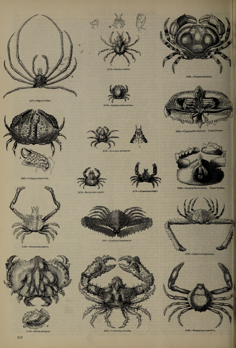 3177.—Egevia Indica. 3187.—Calappa tnberciilata. 3180.—Euryonome aspera. 3176 — Leucippa pentagona. 3189.—llepalus fasciatns. 3173—Ilalimus Aries. 3175.—Epialtus tubercubitus. 3181.—Lambruslongimanns. 3184.—Cryptopodia fornicata. Under Surface. 3179.-Euryonome a?pera. 3178. —Eumedonus niger. 3185.—Cryptopodia fornicata. Upper Surface. 3182.—Lamhrus longimanus. 3! 88;— CBihra scniposa. 3183 — Partlienope horrida. 3186.—Perscphona Latreillr*