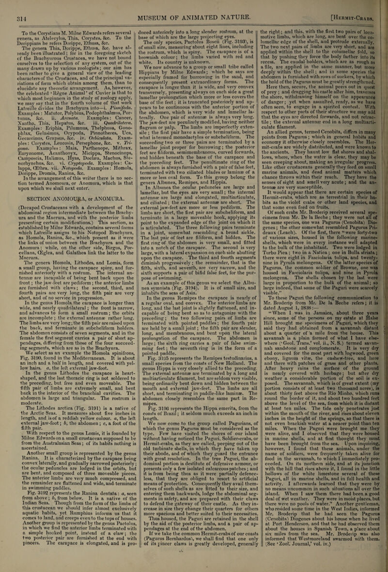 To the Corystians M. Milne Edwards refers several srenera, as Ateleeylus, Thia, Corystes, &c. To the Dorippians he refers Dorippe, Ethusa, &c. The genera Thia, Dorippe, Ethusa, &c. have al¬ ready been illustrated ; for in the foregoing sketch of the Brachyurous Crustacea, we have not bound ourselves to the selection of any system, out of the many drawn up by various zoologists; our aim has been rather to irive a general view of the leading characters of the Crustacea, and of the principal va¬ riations of form which obtain among them, than to elucidate any theoretic arrangement. As,however, the celebrated ‘ Regne Animal ’ of Cuvier is that to which most beginners in the study of zoology apply, we may say that in the fourth volume of that work Latreille divides the Brachyura into—i. Pinnifeda. Examples : Matutor, Polybius, Podophthalmus, Por- tunus, Sec. ii. Arcuata. Examples: Cancer, 'Xantho, Thia, Hepatus, Sec. iii. Quadrilatera. Examples: Eriphia, Pilumnus, Thelphusa, Gono- phlax, Gelasimus, Ocypoda, Pinnotheres, Uca, Gecarcinus, Grapsus, &c. iv. Orbicvlcita. Exam¬ ples : Corystes, Leucosia, Persephone, &c. v. rlYi- (jona. Examples: Maia, Parthenope, Mithrax, Euryonome, Acanthonyx, Micippa, Stenocinops, Camposcia, Halimus, Hyas, Doclaea, Machus, Ste- norhynchus, &c. vi. Cryptopoda. Examples: Ca- lappa, (Ethra. vii. Notopoda. Examples : Homola, Dorippe, Dromia, Ranina, Sic. In the arrangement of this writer there is no sec¬ tion termed Anomoura, or Anomura, which is that upon which we shall next enter. SECTION ANOMOURA, or ANOMURA. (Decapod Crustaceans with a development of the abdominal region intermediate between the Brachy¬ ura and the Macrura, and with the posterior limbs presenting certain modifications.) This section, as established by Milne Edwards, contains several forms which Latreille assigns to his Notopod Brachyura, as Homola, Ranina, &c., which present as it were the links of union between the Brachyura and the Anomura; while, on the other side, Birgus, Por- cellana, CEglea, and Galathea link the latter to the Macrura. The genera Homola, Lithodes, and Lomis, form a small group, having the carapace spiny, and fur¬ nished anteriorly with a rostrum. The internal an¬ tennae are incapable of being bent back upon the front.; the jaw-feet are pediform ; the anterior limbs are furnished with claws; the second, third, and fourth pairs are very long, the fifth pair are very short, and of no service in progression. In the genus Homola the carapace is longer than wide, and nearly quadrilateral ; the front is narrow-, and advances to form a small rostrum ; the orbits are incomplete ; the external antennae rather long. The limbs are very long; the fifth pair are raised upon the back, and terminate in subcheliform holders. The abdomen consists of seven segments, and in the female the first segment carries a pair of short ap¬ pendages, differing from those of the four succeed¬ ing segments, which are as in the Brachyura. We select as an example the Homola spinifrons, Fig. 3190, found in the Mediterranean. It is about, an inch and a half in length, and covered with yel¬ low hairs, a, the left external jaw-foot. In the genus Lithodes the carapace is heart- shaped, and the last thoracic ring is not soldered to the preceding, but free and even moveable. The fifth pair of limbs are extremely small, and bent back in the interior of the branchial cavities. The abdomen is large and triangular. The rostrum is moderate. The Lithodes arctiea (Fig. 3191) is a native of the Arctic Seas. It measures about five inches in length, and is of a reddish yellow colour, a, the left external jaw-foot; b, the abdomen ; c, a foot of the fifth pair. With respect to the genus Lomis, it is founded by Milne Edwards on a small crustacean supposed to be from the Australasian Seas ; of its habits nothing is ascertained. Another small group is represented by the genus Ranina. It is characterized by the carapace being convex laterally, and gradually narrowed posteriorly; the ocular peduncles are lodged in the orbits, but are bent, and composed of three moveable pieces. The anterior limbs are very much compressed, and the remainder are flattened and wide, and terminate in swimming paddles. Fig. 3192 represents the Ranina dentata: a, seen from above ; b, from below. It is a native of the Indian Seas. Though from the form of the limbs of this crustacean we should infer almost exclusively aquatic habits, yet Rumphius informs us that it comes to land, and creeps even to the tops of houses. Another group is represented by the genus Pactolus, in which we find the anterior limbs terminated with a simple hooked point, instead of a claw; the two posterior pair are furnished at the end with pincers. The carapace is elongated, and is pro¬ duced anteriorly into a long slender rostrum, at the base of which are the large projecting eyes. The only species, Pactolus Boscii (Fig. 3193), is of small size, measuring about eight, lines, including the rostrum, which is spiny. The carapace is of a brownish colour; the Jimbs varied with red and white. Its country is unknown. We now advance to a group or small tribe called Hippians by Milne Edwards; which he says are especially framed for burrowing in the sand, and consequently present extraordinary forms. The carapace is longer than it is wide, and very convex transversely, presenting always on each side a great lamellar prolongation which more or less covers the base of the feet.; it is truncated posteriorly and ap¬ pears to be continuous with the anterior portion of the abdomen, which is very wide and lamellar la¬ terally. One pair of antennae is always very long. The jaw-feet are peculiarly modified, having neither flagrum or palp. The limbs are imperfectly exten¬ sile ; the first pair have a simple termination, being what is termed monodactylus or subcheliform. The succeeding two or three pairs are terminated by a lamellar joint proper for burrowing; the posterior feet are filiform, semimembranous, curved forwards, and hidden beneath the base of the carapace and the preceding feet. The penultimate ring of the abdomen is always furnished with a pair of false feet, terminated with two ciliated blades or laminae of a more or less oval form. To this group belong the genera Albunea, Remipes, and Hippia. In Albunea the ocular peduncles are large and lamellar, but the eyes are very small; the internal antenna: are large and elongated, multiarticulate, and ciliated ; the external antennae are short. The external jaw-feet are more or less pediform. The limbs are short, the first pair are subcheliform, and terminate in a large moveable hook, applying its point to the expanded edge of the joint on which it is articulated. The three following pairs terminate in a joint, somewhat resembling a broad sickle. The last pair of feet are filiform, and hidden. The first ring of the abdomen is very small, and fitted into a notch of the carapace. The second is very large, with a lateral expansion on each side abutting upon the carapace. The third and fourth segments diminish progressively ; the remainder, that is the fifth, sixth, and seventh, are very narrow, and the sixth supports a pair of bifid false feet, for the pur¬ pose of swimming. As an example of this genus we select the Albu¬ nea symnista (Fig. 3194). It is of small size, and inhabits the seas of Asia. In the genus Remipes the carapace is nearly of a regular oval, and convex. The anterior limbs are long, and the last joint, is slightly flattened, and in¬ capable of being bent so as to antagonize with the preceding; the two following pairs of limbs are terminated with pointed paddles; the fourth pair are held by a small joint; the fifth pair are slender, long, and membranous, and bent upon the lateral prolongation of the carapace. The abdomen is large; the sixth ring carries a pair of false swim¬ ming feet; the seventh ring is in the form of a pointed paddle. Fig. 3195 represents the Remipes testudinarius, a small species from the coasts of New Holland. The genus Hippa is very closely allied to the preceding. The external antennse are terminated by a long and multiarticulate filament, but are seldom very visible, being ordinarily bent down and hidden between the mouth and external jaw-feet. The limbs are all short, and terminating in paddle-like laminae. The abdomen closely resembles the same part in Re¬ mipes. Fig. 319G represents the Hippa emerita, from the coasts of Brazil; it seldom much exceeds an inch in length. We now come to the group called Pagurians, of which the genus Pagurus must be considered as the type. Few have visited the shores of our island without having noticed the Paguri, Soldier-crabs, or Hermit-crabs, as they are called, peeping out of the old turbinate shells, in which they have taken up their abode, and of which they guard the entrance with great resolution. In the true Paguri, the ab¬ dominal portion is destitute of defensive armour, or presents only a few isolated calcareous patches; and it is from being thus as it were partially defence¬ less, that they are obliged to resort to artificial means of protection. Consequently they avail them¬ selves of such shells as are fitted to their size, and entering them backwards, lodge the abdominal seg¬ ments in safety, and are prepared with their claws to defend the gateway of their castle. As they in¬ crease in size they change their quarters for others more spacious and better suited to their necessities. Thus housed, the Paguri are retained in the shell by the aid of the posterior limbs, and a pair of ap¬ pendages at the end of the abdomen. If we take the common Hermit-crabs of our coasts (Pagurus Bernhardus), we shall find that one only of its pincer claws is greatly developed, generally the right; and this, with the first two pairs of loco¬ motive limbs, which are long, are bent over the eo- lurnellar edge of the shell, and protrude externally. The two next, pairs of limbs are very short, and are applied within the shell to the columellar fold, so that by pushing they force the body farther into its recess. The caudal holders, which are as rough as a file, are applied in Ihe same manner, but more deeply within the shell; and in some species the abdomen is furnished with rows of suckers, by which the hold of the Pagurus must be greatly strengthened. Here then, secure, the animal peers out in quest of prey ; and dragging his castle after him, traverses the shore, withdrawing himself on the appearance of danger; yet when assaulted, ready, as we have often seen, to engage in a spirited contest. With respect to other parts of their structure we may add that the eyes are directed forwards, and not retrac¬ tile ; the external antenna: end in a long multiarti¬ culate filament. An allied genus, termed Cenobita, differs in many points from Pagurus ; which in general habits and economy it otherwise closely resembles. The Her¬ mit-crabs are widely distributed, and were known to the ancients. They haunt low flat, shores and shal¬ lows, where, when the water is clear, they may be seen creeping about, making an irregular progress. Like other crustaceans generally they feed on small marine animals, and dead animal matters which chance throws within their reach. They have the senses of sight and smell very acute; and the an¬ tennae are very susceptible. It would appear that there are certain species of Hermit-crabs, which are as terrestrial in their ha¬ bits as the violet crabs or other land species, and that some even feed on fruits. Of such crabs Mr. Broderip received several spe¬ cimens from Mr. De la Beche ; they were not. all of the same species, one was Pagurus (Cenobita) Dio¬ genes ; the other somewhat resembled Pagurus Pri- deaux (Leach). Of the first, there “were forty-two of various sizes, housed in the following marine- shells, which were in every instance well adapted to the bulk of the inhabitant. Two were lodged in Turbo Pica : two in a Natica ; one in Bulla striata ; there were eight in Fasciolaria tulipa, and twenty- nine in Pyrula melongena. Of the latter species of Pagurus, the common soldier of Browne, one was housed in Fasciolaria tulipa, and nine in Pyrula melongena. The shells chosen by the last were large in proportion to the bulk of the animal; so large indeed, that some of the Paguri were scarcely visible.” To these Paguri the following communication to Mr. Broderip from Mr. De la Beche refers; it is dated August 1, 1838 :— “When I was in Jamaica, about three years since, some of the persons on my estate at. Halse Hill brought me specimens of Paguri, which they said they had obtained from a savannah distant about a quarter of'a mile from the house. This savannah is a plain formed of what I have else¬ where (‘Geol. Trans.’ vol. ii., N. S.) termed savan¬ nah sandstone and conglomerate. It is very dry and covered for the most part with logwood, green ebony, lignum vitae, the cashew-tree, and here and there with patches of grass and other plants. After heavy rains the surface of the ground is nearly covered with herbage; but after diy weather a considerable portion of the soil is ex¬ posed. The savannah, which is of great extent (my portion consists of at least two thousand acres), is about thirty feet above the Rio Minho, which runs round the border of it, and about two hundred feet above the level of the sea, from which it is distant at least ten miles. The tide only penetrates just within the mouth of the river, and rises about eleven inches in the height of the springs, so that there is not even brackish water at a nearer point than ten miles. When the Paguri were brought me they were alive, and I observed that they were housed in marine shells, and at first thought they must have been brought from the sea. Upon inquiring, however, I found that these animals, under the name of soldiers, were frequently taken alive for food in the savannah, to which I immediately pro¬ ceeded. On its norlhern side, and at its junction with the hill that rises above it, I found in the little hollows of the white limestone several of these Paguri, all in marine shells, and in full health and activity. I afterwards learned that they were by no means uncommon in such situations all over the island. When I saw them there had been a good deal of wet weather. They were in moist places, but there were no pools of water.” Another gentleman, whoresided some time in the West Indies, informed Mr. Broderip that he had seen the Pagurus (Cenobita) Diogenes about his house when he lived at Port Henderson, and that he had observed them about the houses in Spanish Town, a place about six miles from the sea. Mr. Broderip was also informed that Westmoreland swarmed with them. (See ‘ ZooL Journal,’ vol. iv.)