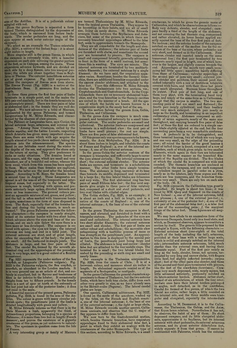 seas of the Antilles. It is of a yellowish colour mingled with red. From the genus Seyllarus is separated a form termed Thenus, distinguished by the depression of Ihe body, which is narrowed from before back¬ wards. The ocular peduncles are long, and the eyes appear at each outer anterior angle of the cai apace. We select as an example the Thenus orientalis (Fig- 3218), a native of the Indian Seas : it is about eight inches in length. More singular still is the genus Ibacus, in which the carapace is extremely wide, with a lamellar expansion on each side covering the greater portion of the feet, as in Calappa, among the crabs. These expansions advance forwards, and arc divided on each side by a deep fissure, into two unecpial por- . tions; the orbits are closer together than in Scyl- ! jarus or Thenus. The external lamelliform antennae ‘ aie of great expanse. Fig. 3219 represents in | outline the carapace of Ibacus seen from above. The Ibacus Peronii (Fig. 3220) is a native of the Australasian Seas. It measures five inches in length. In these three genera the first four pairs of limbs terminate in a simple point, and in the males the fifth pair end similarly, but in the female terminate in an incomplete pincer. There are four pairs of false or abdominal feet; in the female they are well de- i veloped. We now advance to a tribe of Macrura, : represented by the genus Palinurus, and termed : Langoustians by M. Milne Edwards, and charac¬ terized by the absence of claw-pincers. The Palinuri or Langoustes have, says Cuvier, the lateral antennae large, setaceous, and covered with spines. “Among these Crustacea, called by Ihe Greeks icapdj3o£, and the Latins I.ocusta, respecting which Aristotle has given many important observa- i tions, there are some which with age acquire the > length almost of two yards (deux metres!, taking the antennae into the admeasurement. The species found in our latitudes resort during the winter to the depths of the sea, and approach the shore only | on the return of spring. They give preference to rocks or rocky situations. The females breed at this season, and the eggs, which are small and very abundant, are of a beautiful red colour, whence the term coral, which from this cause-has been applied to them. More males than females are captured, although the latter are the most alter the breeding i season. According to M. Risso, the females breed a second time in August. These Langoustes are spread in all the seas of all the temperate and inter- tropical zones, but especially in the latter. The i carapace is rough, bristling with spines, and pre- I sents anteriorly large spikes, directed forwards and i more or less numerous. The general colours pre- i sent an agreeable mixture of red, green, and yellow ; and the tail is often marked with transverse bands or spots, sometimes in the form of eyes disposed in rows. The flesh, especially that of the females be¬ fore and during the laying season, is much es¬ teemed.” The genus Palinurus presents the follow¬ ing characters :—the carapace is nearly straight, armed at its anterior border with two stout horns, which advance above the eyes and base of the an¬ tennae, and on each side below the eyes there is a hom more or less developed. The carapace is co¬ vered with spines; the eyes are large ; the internal antennae are long, and end in a bifid joint. The external antennae are stout, and of great length, often far exceeding that of the body; the jaw-feet are small. All the limbs end in simple joints. The abdomen is large, and has four pairs of false feet. The caudal fin, formed by the seventh ab¬ dominal ring and the appendages of the preceding ring, is very large, and to a great extent of a flexible consistence. Fig. 3221 represents the under surface of the Sea crayfish, or Langouste (Palinurus vulgaris). Fig. 3222 is the Palinurus vulgaris, the Sea crayfish, or crawfish, so abundant in the London markets. It is in very general use as an article of diet, and cer¬ tainly is excellent, but in flavour and tenderness of fibre is far inferior to the lobster. It occasionally weighs from ten to fifteen pounds. In the female there is a sort of spur or tooth at the extremity of the last joint but one of the posterior limbs ; it does not exist in the male. A beautiful species of the present genus, Palinurus guttatus, Fig. 3223, is found in the seas of the An¬ tilles. The colour is green with many circular yel¬ lowish spots ; the penultimate joint of the limbs is striated longitudinally with green and yellow. M. Milne Edwards informs us that there is in the Paris Museum a limb, apparently the third, of extraordinary proportions, belonging to a species of Palinurus; it is more than two feet in length (French measure), and proves the existence of a gigantic crustacean of this genus, as yet unknown to natural¬ ists. The specimen in question came from the Isle of France. A very interesting group or family of Macrura are termed Thalassinians by M. Milne Edwards, from the typical genus Thalassina. They appear to be burrowing in their habits, and are all of small size, living on sandy shores. M. Milne Edwards arranges them between the Scyllarians and Asta- cians, but some of the genera, in which there are accessory branchial appendages affixed to the false feet, seem to approximate towards the Stomapods. They are all remarkable for the length and slen¬ derness of the abdomen ; the anterior pair of limbs are furnished with chelae, and sometimes the second pair are terminated by pincers. The carapace is small and compressed laterally, generally advancing in front in the form of a small rostrum, but some¬ times this is wanting. The eyes are minute. The internal antennae are terminated by two multiarti- culate filaments ; the external antennae by a single filament. As we have said, the respiratory appa¬ ratus varies. Sometimes, besides the thoracic bran¬ chiae, there are additional branchiae suspended under the narrow slender abdomen, and attached to the false feet. Upon this difference M. Milne Edwards divides the Thalassinians into two sections, viz., Cryptobranchids and Gastrobranchids. In the Cryp- tobranchids there are no accessory abdominal bran¬ chiae, and the true branchiae in the thoracic cavities are united in the manner of a brush. All the spe¬ cies of which the habits are known burrow to a considerable depth in the sandy bed of the sea. To this section belong the genera Axia, Gebia, Thalassina, and Callianassa. In the genus Axia the carapace is much com¬ pressed, and terminated anteriorly by a small trian¬ gular rostrum. The ocular peduncles are small and cylindrical. The anterior limbs are compressed and terminate in a well-formed claw : the next pair of limbs have small pincers ; the rest are simple. There are five pairs of false abdominal feet. Of this genus only one species appears to be known, namely, the Axia Stirhynchus, Fig. 3224. It is about three inches in length, and inhabits the coasts of France and England: a, one of the internal an¬ tennas; b, one of the external antennae. In the genus Gebia the anterior rostrum of the carapace is triangular, and sufficiently large to cover the eyes almost entirely. The internal antennae are short; the external antennae slender. The anterior limbs are narrow', and terminate in a subcheliform manner. The other Jimbs have simple termina¬ tions. The abdomen is long, narrower at its base than towards its middle, depressed and terminated by a large fin ; the four lateral blades are foliaceous and very wide. The first abdominal ring has two pairs of small filiform false feet; the four next seg¬ ments give origin 1o three pairs of false natatory feet, composed of a short and stout peduncle, and two oval blades with ciliated edges. The Gebia stellata. Fig. 3225, is an example; it is about an inch and a half in length, and is a native of the coasts of England : a, one of the internal antennae ; b, the base of one of the external antennae. In the genus Thalassina the carapace is short, narrow, and elevated, and furnished in front with a triangular rostrum. The peduncles of the eyes are small and cylindrical. The internal antennae have two short slender filaments; the external antennae are small and slender. The first pair of limbs are rather robust and subcheliform ; the moveable claw antagonizing with a toothlike process of more or less strength on the penultimate joint. An approxi¬ mation to this form is displayed by the second pair of limbs, the penultimate joint being large and ciliated. The abdomen is long and narrow : slender false feet are attached to the lour middle rings. The terminal fin is small ; the two lateral blades fur¬ nished by the preceding or sixth ring are small and nearly linear. Our example is the Thalassina scorpionoi'des, Fig. 3226, from the coasts of Chile. It is of a brownish colour, and measures about six inches in length. Its abdominal segments remind us of the segments of a Scolopendra, or centipede. In the genus Callianassa the general characters ap¬ proximate to those of Thalassina, but the two anterior limbs, which have both true chelap, differ from each other very greatly in size, as we have already seen in the Hermit-crabs (Pagurus). The lateral caudal plates are large. One species, Callianassa subterranea, Fig. 3227, is found on the sands of the sea-shore, washed up by the tides, on the French and English coasts: a, one of the internal antennae; b, the base of one of the external antenna}; c, the right or large chela. M. Milne Edwards records another species, Callia¬ nassa uncinata, and observes that the C. major of Say appears to differ from both. We now turn to the Gastrobranchid section, which, besides thoracic branchiae, have respiratory appendages fixed to their abdominal false feet, a point in which they exhibit an analogy with the crustaceans of the order Stomapoda. The type of this section, according to Milne Edwards, is a small crustacean, to which he gives the generic name of Callianidea, and which he characterizes as follows:— Body very delicate, slender, and elongated ; cara¬ pace hardly a third of the length of the abdomen, and not covering the last thoracic ring, compressed and rather elevated, its lower border applied ex¬ actly against the base of the four first pairs of feet. No rostrum ; and the anterior border of the carapace notched on each side of the median line for the re¬ ception of the base of the eyes, whose peduncles are very short, and formed as in the Callianassae. Four antenna*, slender and inserted nearly on the same transversal line ; the first pair terminated by two filaments nearly equal in length, one of which how¬ ever is the largest, and slightly convex towards the end. Appendages of the mouth very small, occu¬ pying but little space; mandibles hardly differing from those of Callianassa; valvular appendage of the second pair of jaws very small; external jaw- feet slender and pediform, their second joint fur¬ nished internally with a row of dentiform tubercles covered with hairs, and with their three last joints very much elongated. Sternum linear throughout its extent. First pair of feet long, and one of them very stout, with the terminating hand very large, and nearly of the same form as in Callianassa, except that the carpus is smaller. The two suc¬ ceeding pairs of feet are small and flattened; the fourth pair nearly cylindrical, and their basilary joint very much enlarged. Filth pair nearly as large as the fourth, and terminating in an imperfect rudimentary claw. Abdomen composed as ordi¬ narily of seven segments, nearly of the same size throughout, and carrying beneath five pairs of false feet; of these the first are reduced to a simple nar¬ row blade slightly ciliated at the end, but the four succeeding pairs have a very remarkable conforma¬ tion. A peduncle is to be distinguished, and three terminal laminae, two of which are very large, and one very small, on the edge of the preceding ones; all round the border of the great laminae a kind of tufted fringe is found, composed of a row of cylinders, each of which gives origin to two smaller filaments, which again in their turn are bifurcated nearly in the same manner as the branchial fila¬ ments of the Squillae are divided. The five blades of which the caudal fin is composed are wide and rounded. The thoracic branchiae are enclosed as ordinarily in the carapace, and are each composed of cylinders ranged in parallel order on a stem, nearly as in the lobsters, only these organs and fila¬ ments are less numerous, and the branchiae them¬ selves very small. There are only ten on each side of the body. (M. E.) Fig. 3228 represents the Callianidea typa greatly magnified. Its length is about ten lines; it was found by MM. Quoy and Gaimard on the coasts of New Ireland : a, one of the internal antennae, bifid and plumose; b, one of the external jaw-feet; c, extremity of one of the posterior feet; d, one of the first pair of the abdominal false feet; e, a false foot of one of the succeeding pairs; /, the marginal fringe of the latter feet. These figures are all mag¬ nified. We may here allude to an anomalous form of the Macrurous Decapods, found only in a fossil state, and which, as Desmarest observes, appears to constitute a section by itself. The generic titleproposed by this zoologist is Eryon, with the following characters :— External antennae short (one-eighth of the total length of the body including the tail), setaceous, provided at their base with a rather large scale, which is ovoid and strongly notched on the internal side; intermediate antennae setaceous, bifid, much shorter than the external ones, and having their filaments equal. Feet of the first pair nearly as long as the body, slender, linear, not spinous, ter¬ minated by very long and narrow chelae, with fingers little bent, but slightly inflected inwards; carpus short; feet of the other pairs also slender, and those of the second and third pairs terminated with pincers, like the feet of the crawfishes (eerevisses). Cara¬ pace very much depressed, wide, nearly square, but little advanced anteriorly, profoundly notched on its latero-anterior borders. Abdomen ralher short, formed of six articulations, of which the four inter¬ mediate ones have their lateral borders prolonged in angles, well detached, as in the crawfishes. Caudal fin formed of five pieces, of which the two lateral are entire, rather large, a little rounded on the internal side, and the three middle ones trian¬ gular and elongated, especially the inteimediate one. According to M. Desmarest, it is to the Callia- nassae, the Thalassinae, the Gebiae, and the Axiae, that Eryon bears relation. Nevertheless it has not, he observes, the habit of any of them. Its short depressed carapace, and its little elongated abdo¬ men, approximate it to Seyllarus, but its internal antennae with short peduncles, its external setaceous antennae, and its great anterior didactylous feet, widely separate it from that genus. It cannot be confounded with Palinurus, which has the external