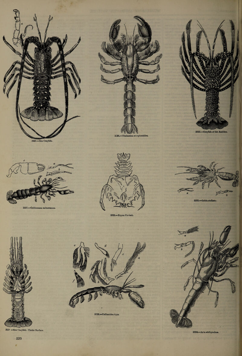 3223.—Crayfish of the Antilles. 3~26.—Thalassina sc n pionoides. 3222.—Sea Crayfish. ( 322) —Sea Crayfish: Under Surface.