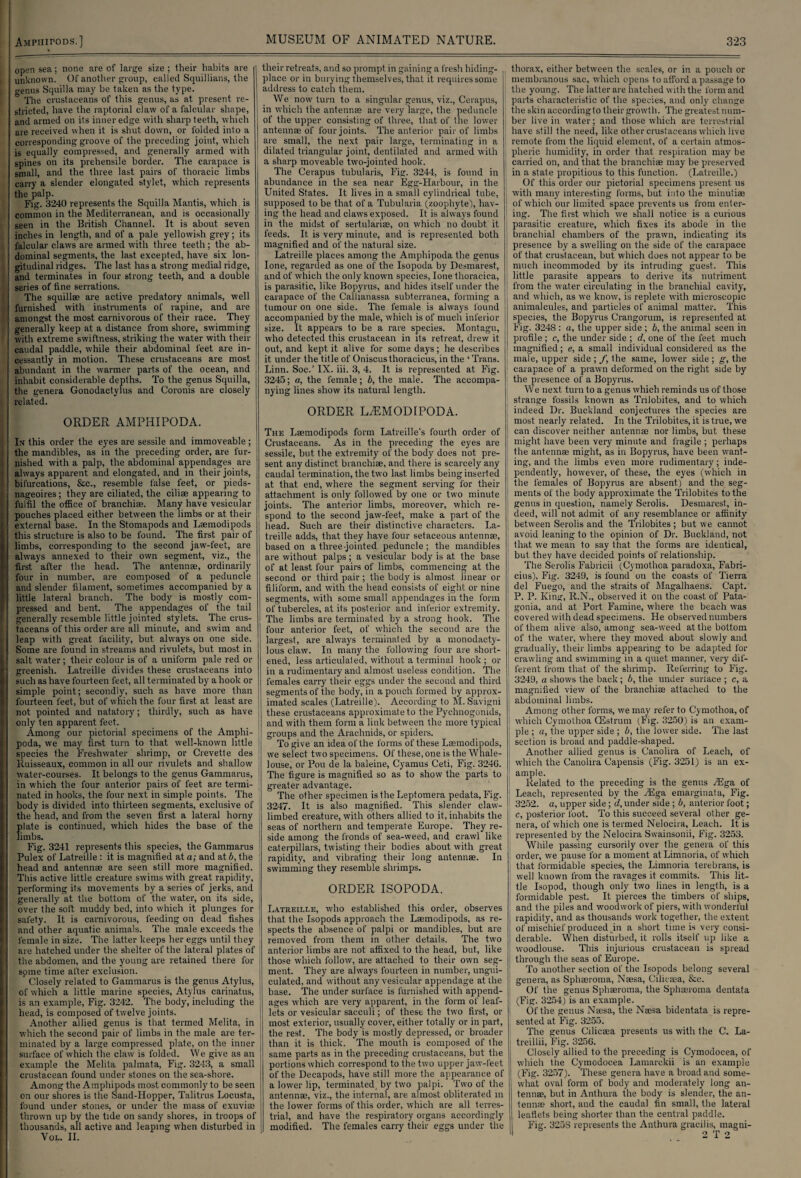 open sea; none are of large size ; their habits are unknown. Of another group, called Squillians, the o-enus Squilla may be taken as the type. The crustaceans of this genus, as at present re¬ stricted, have the raptorial daw of a falcular shape, and armed on its inner edge with sharp teeth, which are received when it is shut down, or folded into a corresponding groove of the preceding joint, which is equally compressed, and generally armed with spines on its prehensile border. The carapace is small, and the three last pairs of thoracic limbs carry a slender elongated stylet, which represents the palp. Fig. 3240 represents the Squilla Mantis, which is common in the Mediterranean, and is occasionally seen in the British Channel. It is about seven inches in length, and of a pale yellowish grey; its falcular claws are armed with three teeth; the ab¬ dominal segments, the last excepted, have six lon¬ gitudinal ridges. The last has a strong medial ridge, and terminates in four strong teeth, and a double series of fine serrations. The squillae are active predatory animals, well furnished with instruments of rapine, and are amongst the most carnivorous of their race. They generally keep at a distance from shore, swimming with extreme swiftness, striking the water with their caudal paddle, while their abdominal feet are in¬ cessantly in motion. These crustaceans are most abundant in the warmer parts of the ocean, and inhabit considerable depths. To the genus Squilla, the genera Gonodactylus and Coronis are closely related. ORDER AMPHIPODA. Ix this order the eyes are sessile and immoveable ; the mandibles, as in the preceding order, are fur¬ nished with a palp, the abdominal appendages are always apparent and elongated, and in their joints, bifurcations, &c., resemble false feet, or pieds- nageoires; they are ciliated, the cilise appearing to fulfil the office of branchise. Many have vesicular pouches placed either between the limbs or at their external base. In the Stomapods and Laemodipods this structure is also to be found. The first pair of limbs, corresponding to the second jaw-feet, are always annexed to their own segment, viz., the first after the head. The antennae, ordinarily four in number, are composed of a peduncle and slender filament, sometimes accompanied by a little lateral branch. The body is mostly com¬ pressed and bent. The appendages of the tail generally resemble little jointed stylets. The crus¬ taceans of this order are all minute, and swim and leap with great facility, but always on one side. Some are found in streams and rivulets, but most in salt water; their colour is of a uniform pale red or greenish. Latreille divides these crustaceans info such as have fourteen feet, all terminated by a hook or simple point; secondly, such as have more than fourteen feet, but of which the four first at least are not pointed and natatory; thirdly, such as have only ten apparent feet. Among our pictorial specimens of the Amphi- poda, we may first turn to that well-known little species the Freshwater shrimp, or Crevette des Ruisseaux, common in all our rivulets and shallow water-courses. It belongs to the genus Gammarus, in which the four anterior pairs of feet are termi¬ nated in hooks, the four next in simple points. The body is divided into thirteen segments, exclusive of the head, and from the seven first a lateral horny plate is continued, which hides the base of the limbs. Fig. 3241 represents this species, the Gammarus Pulex of Latreille : it is magnified at a; and at b, the head and antennae are seen still more magnified. This active little creature swims with great rapidity, performing its movements by a scries of jerks, and generally at the bottom of the water, on its side, over the sold muddy bed, into which it plunges for safety. It is carnivorous, feeding on dead fishes and other aquatic animals. The male exceeds the female in size. The latter keeps her eggs until they are hatched under the shelter of the lateral plates of the abdomen, and the young are retained there for some time after exclusion. ’ Closely related to Gammarus is the genus Atylus, of which a little marine species, Atylus carinatus, is an example, Fig. 3242. The body, including the head, is composed of twelve joints. Another allied genus is that termed Melita, in which the second pair of limbs in the male are ter¬ minated by a large compressed plate, on the inner j surface of which the claw is folded. We give as an ; example the Melita palmata, Fig. 3243, a small crustacean found under stones on the sea-shore. Among the Amphipods most commonly to be seen on our shores is the Sand-Hopper, Talitrus Loeusta, found under stones, or under the mass of exuviae thrown up by the tide on sandy shores, in troops of thousands, all active and leaping when disturbed in Vol. II. their retreats, and so prompt in gaining a fresh hiding- place or in burying themselves, that it requires some address to catch them. We now turn to a singular genus, viz., Cerapus, in which the antennae are very large, the peduncle of the upper consisting of three, that of the lower antennae of four joints. The anterior pair of limbs are small, the next pair large, terminating in a dilated triangular joint, dentilated and armed with a sharp moveable two-jointed hook. The Cerapus tubularis, Fig. 3244, is found in abundance in the sea near Egg-Harbour, in the United States. It lives in a small cylindrical tube, supposed to be that of a Tubularia (zoophyte), hav¬ ing the head and claws exposed. It is always found in the midst of sertularise, on which no doubt it feeds. It. is very minute, and is represented both magnified and of the natural size. Latreille places among the Amphipoda the genus lone, regarded as one of the Isopoda by Desmarest, and of which the only known species, lone thoracica, is parasitic, like Bopyrus, and hides itself under the carapace of the Callianassa subterranea, forming a tumour on one side. The female is always found accompanied by the male, which is of much inferior size. It appears to be a rare species. Montagu, who detected this crustacean in its retreat, drew it out, and kept it alive for some days; he describes it under the title of Oniscusthoracicus, in the ‘ Trans. Linn. Soc.’ IX. iii. 3, 4. It is represented at Fig. 3245; a, the female; b, the male. The accompa¬ nying lines show its natural length. ORDER LiEMODIPODA. The Laemodipods form Latreille's fourth order of Crustaceans. As in the preceding the eyes are sessile, but the extremity of the body does not pre¬ sent any distinct branchiae, and there is scarcely any caudal termination, the tw'o last limbs being inserted at that end, where the segment serving for their attachment is only followed by one or two minute joints. The anterior limbs, moreover, which re¬ spond to the second jaw-feet, make a part of the head. Such are their distinctive characters. La¬ treille adds, that they have four setaceous antennae, based on a three-jointed peduncle; the mandibles are without palps; a vesicular body is at the base of at least four pairs of limbs, commencing at the second or third pair ; the body is almost linear or filiform, and with the head consists of eight or nine segments, with some small appendages in the form of tubercles, at its posterior and inferior extremity. The limbs are terminated by a strong hook. The four anterior feet, of which the second are the largest, are always terminated by a monodacty- lous claw. In many the following four are short¬ ened, less articulated, without a terminal hook; or in a rudimentary and almost useless condition. The females carry their eggs under the second and third segments of the body, in a pouch formed by approx¬ imated scales (Latreille). According to M. Savigni these crustaceans approximate to the Pychnogonids, and with them form a link between the more typical groups and the Arachnids, or spiders. To give an idea of the forms of these Laemodipods, we select two specimens. Of these, one is the Whale- louse, or Pou de la baleine, Cyamus Ceti, Fig. 324G. The figure is magnified so as to show the parts to greater advantage. The other specimen is the Leptomera pedata, Fig. 3247. It is also magnified. This slender claw- limbed creature, with others allied to it, inhabits the seas of northern and temperate Europe. They re¬ side among the fronds of sea-weed, and crawl like caterpillars, twisting their bodies about with great rapidity, and vibrating their long antennae. In swimming they resemble shrimps. ORDER ISOPODA. Latreille, who established this order, observes that the Isopods approach the Laemodipods, as re¬ spects the absence of palpi or mandibles, but are removed from them in other details. The two anterior limbs are not affixed to the head, but, like those which follow, are attached to their own seg¬ ment. They are always fourteen in number, ungui- culated, and without any vesicular appendage at the base. The under surface is furnished with append¬ ages which are very apparent, in the form of leaf¬ lets or vesicular sacculi; of these the two first, or most exterior, usually cover, either totally or in part, the rest. The body is mostly depressed, or broader than it is thick. The mouth is composed of Ihe same parts as in the preceding crustaceans, but the portions which correspond to the two upper jaw-feet of the Decapods, have still more the appearance of a lower lip, terminated, by two palpi. Two of the antennae, viz., the internal, are almost obliterated in the lower forms of this order, -which are all terres¬ trial, and have the respiratory organs accordingly modified. The females carry their eggs under the thorax, either between the scales, or in a pouch or membranous sac, which opens to afford a passage to the young. The latter are hatched with the form and parts characteristic of the species, and only change the skin aceordingto their growth. The greatest num¬ ber live in w'ater; and those which are terrestrial have still the need, like other crustaceans w-hich live remote from the liquid element, of a certain atmos¬ pheric humidity, in order that respiration may be carried on, and that the branchiae may be preserved in a state propitious to this function. (Latreille.) Of this order our pictorial specimens present us with many interesting forms, but into the minutiae of which our limited space prevents us from enter¬ ing. The first which we shall notice is a curious parasitic creature, which fixes its abode in the branchial chambers of the prawn, indicating its presence by a swelling on the side of the carapace of that crustacean, but which does not appear to be much incommoded by its intruding guest. This little parasite appears to derive its nutriment from the water circulating in the branchial cavity, and which, as we know, is replete with microscopic animalcules, and particles of animal matter. This species, the Bopyrus Crangorum, is represented at Fig. 3248 : a, the upper side ; b, the animal seen in profile; c, the under side ; d, one of the feet much magnified; e, a small individual considered as the male, upper side ;/, the same, lower side; g, the carapace of a prawn deformed on the right side by the presence of a Bopyrus. We next turn to a genus which reminds us of those strange fossils known as Trilobites, and to which indeed Dr. Buckland conjectures the species are most nearly related. In the Trilobites, it is true, we ; can discover neither antennae nor limbs, but these might have been very minute and fragile ; perhaps the antennae might, as in Bopyrus, have been want¬ ing, and the limbs even more rudimentary; inde¬ pendently, however, of these, the eyes (which in the females of Bopyrus are absent) and the seg¬ ments of the body approximate the Trilobites to the genus in question, namely Serolis. Desmarest, in¬ deed, will not admit of any resemblance or affinity between Serolis and the Trilobites; but we cannot avoid leaning to the opinion of Dr. Buckland, not that we mean to say that the forms are identical, but they have decided points of relationship. The Serolis Fabricii (Cymothoa paradoxa, Fabri- eius), Fig. 3249, is found on the coasts of Tierra del Fuego, and the straits of Magalhaens. Capt. P. P. King, R.N., observed it on the coast of Pata¬ gonia, and at Port Famine, where the beach was covered with dead specimens. He observed numbers of them alive also, among sea-weed at the bottom of the water, where they moved about slowly and gradually, their limbs appearing to be adapted for crawling and swimming in a quiet manner, very dif¬ ferent from that of the shrimp. Referring to Fig. i 3249, a shows the back; b, the under surlace ; c, a magnified view of the branchiae attached to the abdominal limbs. Among other forms, we may refer to Cymothoa, of which Cymothoa (Estrum (Fig. 3250) is an exam¬ ple ; a, the upper side ; b, the lower side. The last section is broad and paddle-shaped. Another allied genus is Canolira of Leach, of which the Canolira Capensis (Fig. 3251) is an ex- ' ample. Related to the preceding is the genus TEga of Leach, represented by the TEga emarginata, Fig. 3252. a, upper side; d, under side ; b, anterior foot; c, posterior foot. To this succeed several other ge¬ nera, of which one is termed Nelocira, Leach. It is represented by the Nelocira Swainsonii, Fig. 3253. While passing cursorily over the genera of this order, we pause for a moment at Limnoria, of which that formidable species, the Limnoria terebrans, is well known from the ravages it commits. This lit¬ tle Isopod, though only two lines in length, is a formidable pest. It pierces the timbers of ships, and the piles and woodwork of piers, with wonderful rapidity, and as thousands work together, the extent of mischief produced in a short time is very consi¬ derable. When disturbed, it rolls itself up like a woodlouse. This injurious crustacean is spread through the seas of Europe. To another section of the Isopods belong several genera, as Sphseroma, Naesa, Cilicasa, &e. Of the genus Sphaeroma, the Sphaeroma dentata (Fig. 3254) is an example. Of the genus Naesa, the Naesa bidentata is repre¬ sented at Fig. 3255. The genus Cilicaea presents us with the C. La- treillii, Fig. 3256. Closely allied to the preceding is Cymodocea, of which the Cymodocea Lamarckii is an example (Fig. 3257). These genera have a broad and some¬ what oval form of body and moderately long an¬ tennae, but in Anthura the body is slender, the an¬ tennae short, and the caudal fin small, the lateral leaflets being shorter than the central paddle. Fig. 3258 represents the Anthura gracilis, magni- 2 T 2