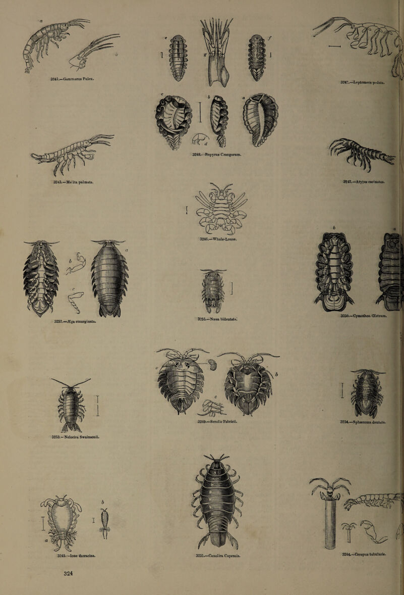 a o 3241.—Gammarus Pul ex. 3243.—Me’.ita palmata. 3252.—wEga emarginata. 3248.- -Ropyrua Crangorum. 3255.—Naesa bidentataJ 3242.—Atylus carinatus. 3250.—Cymothoa CE3truxn. 3253.—Nelocira Swainsonii. 3254.—Sphaeroma dentata.