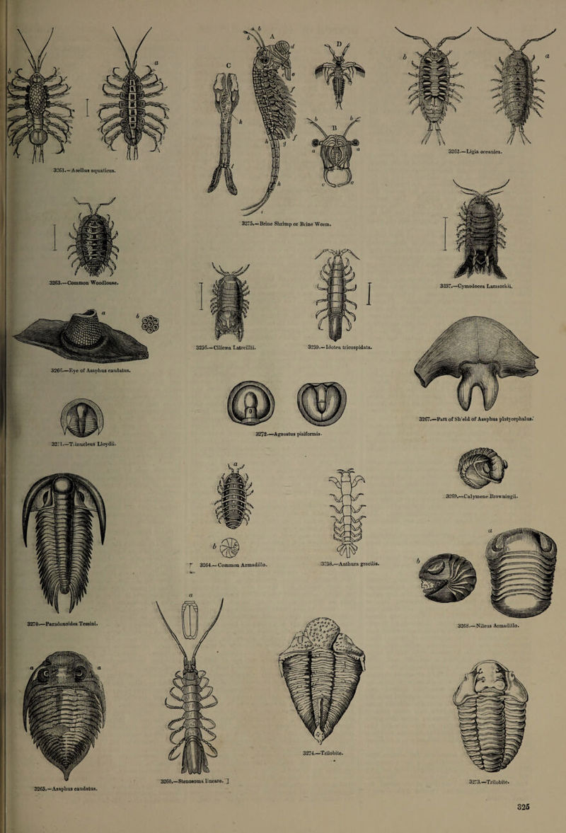 I 3271—Tiinucleus Lloydii. 3265.—Asaplius caudatus. 3269.—Calymene Browningii. 3268.—Nileus Armadillo. 3273.—Trilobite.