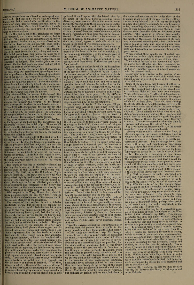 relalive proportions are altered, or so to speak new fashioned. But indeed before we leave the Mandi- bulata, we find a remarkable modification in the mouth of some insects which lap the honey of lowers, as the bee, which is not haustellate, though the term proboscis has been applied to its mouth, from an erroneous idea. In the Bee and its allies, the mandibles are large and powerful, the labrum varies in shape, but is distinct. The maxillae are elongated and modified into a sheath for the tongue, and are affixed to the mentuin or base of the labium, with small palpi. The labium is elongated, and articulates with the tongue which is carried from it. The tongue, I which in most, insects is shoit, is long and slender. ! The labial palpi have four joints, the most which these organs ever have, and they are remarkable for exceeding in length the maxillary palpi, which are ordinarily the longest. The two first joints are com- 11 pressed, the two last joints are small and are set on ! below the apex of the second joint. Returning to the tongue, we find it sheathed at the base, with two membranous appendages, found also in predaceous beetles, and termed paraglossse. The upper part of the tongue is cartilaginous, and remarkable for a number of transverse rings; it is moved by numerous muscles. Below the middle is a membrane longitudinally folded, when not in use, but capable of being distended to a considerable i size. This membranous bag receives the honey I which the tongue laps from the flowers. Fig. 3348 exhibits the tongue of the bee—A, the head; a a, the tongue : B, the tongue displayed ; b b, the tongue; c, the sheath of the tongue ; cl, i muscles for moving the tongue: C, the tongue I greatly magnified to show its simulated character. Fig. 3349, a, the apparatus of the bee’s mouth ; the sheaths of the tongue being opened, and the tongue l stretched out; b, the under side of the apparatus, ' the tongue lodged in the sheath; c, the under side 1 of the tongue, the maxillary sheath opened. Fig. 3350 represents the tongue of the hive-bee. j c, the tongue, at its base are the paraglossse, and j externally to these the labial palpi. These are all I based upon the labium ; then follows the mentum, and on each side are seen the sheath-like maxilhe ; i b, the hinder leg of the worker-bee ; d, the part on j which the pollen is carried. Fig. 3351 is the under side of the head of a bee i belonging to the genus Melitta, showing the mouth, j a, the tongue. In Apis the tongue is generally long, i and the proboscis itself has two joints, one near the j base, and another about the middle, that at the base t directing it outwards, that in the middle directing it inwards; when folded, the apex of the tongue J points backwards. In Melitta the tongue is short, j and the proboscis has but one fold, which is near the base, and when folded the apex of the tongue points forwards. The tongue of the bee is admirably adapted for j clearing the honey out of the deep nectaries of flowers, such as the Larkspur (Delphinium choi- | lanthum). Fig. 3352, A, or the Columbine (Aqui- , legia bicolor), B. This organ can be unfolded with the greatest rapidity, and moved about in every di- ! rection ; sweeping the nectary with the utmost ad- [ I dress ; the honey, as fast as collected previously to , being swallowed and consigned to the honey-bag, || is deposited in the membranous sac already no- j ticed, which soon becomes greatly distended. With respect to the Wasp, Hornet, &c., which in many points resemble the bee, they differ from the j; latter in the non-development of the tongue, and in ': the size and strength of the mandibles. The tongue of the bee then is not a tubular ' haustellate organ, but intended for lapping up honey; and having urged this distinction, let us now attend to the true haustellate mouth, as we see it displayed in many insects ; and, first, the Butterfly, which, like the bee, revels among the flowers, and ! drains their nectar treasures. In the butterfly and : moth we find a long spiral proboscis coiled up under | the head, but capable of being unfolded. Thispro- |j boscis is formed by the maxilla; or lower jaws, i Instead of being hard pincers, these organs are fa¬ shioned into slender tubes, and together form along tubular apparatus, like the fine tendril of a vine. ; Each maxilla is lengthened into a long annulated i cartilaginous filament, hollowed out longitudinally, and governed by two layers of spiral muscles ; the | sides which oppose each other are channelled like a split reed, so that when the edges of each tubular filament are put together, and interlocked by means | of a multitude of minute barbs, like those along the plumelets of a feather, they form a tube of a some- | what square shape, and placed almost intermedi- I ately. Thus then we have three tubes, of which the I central leads to the gullet; and it is through this || that the honey of flowers is imbibed. What then, j it may be asked, is the use of the two lateral tubes ? I As the butterfly cannot exhaust the air in the tube, j as animals breathing by means of lungs would ex- | haust a pipe continued from the mouth, and so suck up liquid, it would appear that the lateral tubes, by , the action of the spiral fibres surrounding them, alternately compress and dilate the central com¬ partment, which, during the dilatation, draws up the nectar, into which the end of the proboscis is dipped. These filamentous maxillae are developed, at the expense of the other parts of the mouth, which though rudimentary may nevertheless be demon¬ strated. There are mandibles to be discerned, a labrum or labium, and maxillary, and labial palpi; the latter, indeed, appear on each side of the pro¬ boscis in the form of two plumose appendages. Fig. 3353 represents the proboscis and mouth of a moth (Sphinx celereo), considerably magnified. A, profile of the head with the sucker unrolled ; B, the labrum and mandibles ; C, the jaw, and part of the sucker; D, labial palpi; E, portion of the sucker, showing the three tubes of which it is com¬ posed, viewed from above; F, the same part viewed from beneath. Another form of sucker, in which the haustellum is adapted also for puncturing the bark and surface of the leaves of trees, is displayed by the Aphides, the serious ravages of which in gardens, orchards, and hop-grounds, are so well known. In the Brown Aphis of the oak (Aphis quercus) the perforating sucker is longer than the body, and when not in operation is carried between the limbs close to the body. It consists of a transparent tube, with an orifice of extreme minuteness, and within are two instruments which Reaumur supposed fulfilled the office of the piston in a pump. At Fig. 3354, a shows the Aphis of the natural size, with the sucker bent under it and protruding like a tail ; b, the same magnified ; e, the sucker magnified. One species of Aphis (Aphis lanigera, Illiger, Eriosoma mali, Leach) is exceedingly injurious to apple-trees. This pest of the orchard has only been known in our island within the present century ; Mr. Knapp says it was first observed in the West of England, in 1819, in the nursery gardens of Messrs. Millar and Sweet, near Bristol ; but Salisbury states that it was brought to this country from France in the reign of Louis XIV., when a colony of refugees settled at Paddington, where it first began its de¬ predations. Sir Joseph Banks traced its supposed first appearance to a nursery in Sloane Street, Chel¬ sea. But be this as it may, it soon spread over the country, and in 1810 threatened the destruction of the apple-orchards of Gloucestershire. Mr. Knapp thus details its history. “ In the spring of the year, a slight hoariness is observed upon the branches of certain species of our orchard fruit. As the season advances, this hoariness increases ; it becomes cot¬ tony, and towards the middle or end of summer, the under sides of some of the branches are invested with a thick downy substance so long as at times to be sensibly agitated by the air; upon examining this substance we find that it conceals a multitude of small wingless creatures, which are busily em¬ ployed in preying upon the limb of the tree beneath. This they are well enabled to do by means of a beak terminating in a fine bristle, which, being insinuated through the bark and the sappy part of the wood, enables the creature to extract as with a syringe the sweet vital liquor that circulates in the plant. The sapwood (alburnum) being thus wounded rises in excrescences and nodes all over the branch, and de¬ forms it; and the limb deprived of its nutriment grows sickly; the leaves turn yellow, and the part perishes. Branch after branch is thus assailed till they all become leafless and the tree dies. “Aphides attack the young and softer parts of plants, but this insect seems easily to wound the harder part of the bark of the apple, and by no means makes choice of the most tender parts of the branch. They give a preference to certain sorts, but not al¬ ways the most rich fruits ; as cider-apples and wild¬ ings are greatly infested by them, and from some unknown cause other varieties seem to be exempted from their depredations. The Wheeler’s Russet and Crofton Pippin I have never observed injured by them.” This aphis is viviparous, and the long cottony matter exuding from the parents forms a cradle for the young, enveloping both them and the adult colony. “ This lanuginous vestiture,” says Mr. Knapp, “seems to serve likewise as a vehicle for dispersing the animal, for though most of our species of Aphides are furnished with wings, 1 have never seen any in¬ dividual of this American blight so provided ; but the winds, wafting about small tufts of this downy matter, convey the creature with it from tree to tree through the whole orchard. In autumn, when this substance is generally long, the winds and rains of the season effectually disperse these insects, and we observe them endeavouring to secrete themselves in the crannies of any neighbouring substance. Should the Savoy cabbage be near the trees whence they have been dislodged, the cavities of the under side of its leaves are generally favourite asylums lor them. Multitudes perish by these rough removals, but numbers yet remain, and we may find them in the nodes and crevices on the under sides of the branches at any period of the year, the long cottony vesture being removed ; but still they are enveloped in a fine short downy clothing, to be seen by a mag¬ nifier, proceeding apparently from every suture or pore of their bodies, and protecting them in their dormant state from the moisture and frosts of our climate. This aphis in a natural state usually awakens and commences its labours very early in the month of March, and the hoariness of its body may be observed increasing daily, but if an infected branch be cut in winter and kept in a warm room, these aphides will awaken speedily, spin their cottony nests, and feed as they are accustomed to do in the genial season.” When crushed, these aphides are of a dark san¬ guineous red, with a slight tinge of purple, and a dye might very probably be extracted from them. The aphis of the rose is too common and injuri¬ ous not to have attracted attention; thousands are often seen clustered together on the tender stem of the flower. Another species, of a black colour, at¬ tacks the common bean. Honey-dew, as it is called, is the produce of va¬ rious aphides ; it is a sweet viscid fluid which oozes through a pair of projecting tubes at the extremity of the abdomen. Some of the aphides, as may be seen, of both sexes, are winged, the wings being four ; others are wing¬ less. The winged individuals spread abroad, and extraordinary flights of them have been observed. White ol'Selbornesays, “ On the 1st of August, about half an hour after three in the afternoon, the people of Selborne were surprised by a shower of aphides which fell in these parts. They who were walking the streets at the time found themselves covered with these insects, which settled also on the trees and gar¬ dens, and blackened all the vegetables where they alighted. These animals no doubt were then in a state of emigration and shifting their quarters, and might perhaps have come from the great hop-plan¬ tations of Kent or Sussex, the wind being that day at north. They were observed at. the same time at Farnham and all along the vale at Alton.” Fig. 3355 shows the Eriosoma mali: a, b, the insects magnified; c, an infected apple-branch. Among other suctorial insects are the Bugs, of which one species, the Cimex lectularius, which is wingless, is one of the nuisances of the bed-room. Linnaeus supposes it to have been originally im¬ ported from America. The Plant-bugs are all fur¬ nished with wings and membranous wing-cases. Fig. 3356 shows the haustellum of the Cimex ni- gricornis. b, a view of the under side of the head, exhibiting the sucker in its shealh, directed back¬ wards. The sheath is composed of four pieces, which Savigny regards as an under lip much enlarged. The edges bend downwards and form a canal for receiving four bristles which he supposes to corre¬ spond with the two mandibles, and two lower jaws. a shows the sheathed upper lip, and the four bris¬ tles placed together, and drawn out of their sheath ; c, the four bristles viewed separated from each other. Fig. 3357 represents the sucker, magnified, of a water-bug (Nepa neptunia) : a, the sucker in its sheath; b, the several parts developed so as to exhibit them separately ; c, the sucker unsheathed. Fig. 3358, the sucker of the Flea (Pulex irritans). The sucker of the flea is complex, and adapted for drawing blood. On each side of a slender bristle- like tongue is placed a sharp razor, the blade work¬ ing on a sort of handle. The sheath to these weapons represents the mandibles, the blades being the maxillae ; two long palpi are present, and there are a pair of triangular plates, perhaps labial palpi. a, the parts forming the sucker magnified; b, the same, under side; c, upper side. Annoying as the flea may be, it is harmless, com¬ pared to an allied species, the Chigoe of the West Indies, Pulex peletrans, Fig. 3359. This minute penetrates the skin, and almost without being felt insinuates itself generally under the nails of the toes or beneath the skin and flesh; there it enlarges to the size of a pea, causing a most disagreeable itch¬ ing. In process of time, a small pustule appears, filled with multitudes of its eggs; and from this, when it breaks, are dispersed thousands of young, which in course of time create ulcerations, resulting in most calamitous, and sometimes even fatal, con¬ sequences. It is usual, when the presence of a chigoe is suspected by the attendant itching and redness, to have the parasite extracted. This is done by means of a sharp-pointed needle, and very cautiously, so as to enlarge the wound, and at the same time prevent the chigoe from being crushed in it. Walton states that a Capuchin friar, in order to study the history of the chigoe, permitted a colo¬ ny to establish themselves in his feet; but before he could accomplish his object his foot mortified and had to be amputated. Among other suctorial insects we may mention the fly, the Tabanus, the Gnat, the Mosquito, and ; other Culicidse. I
