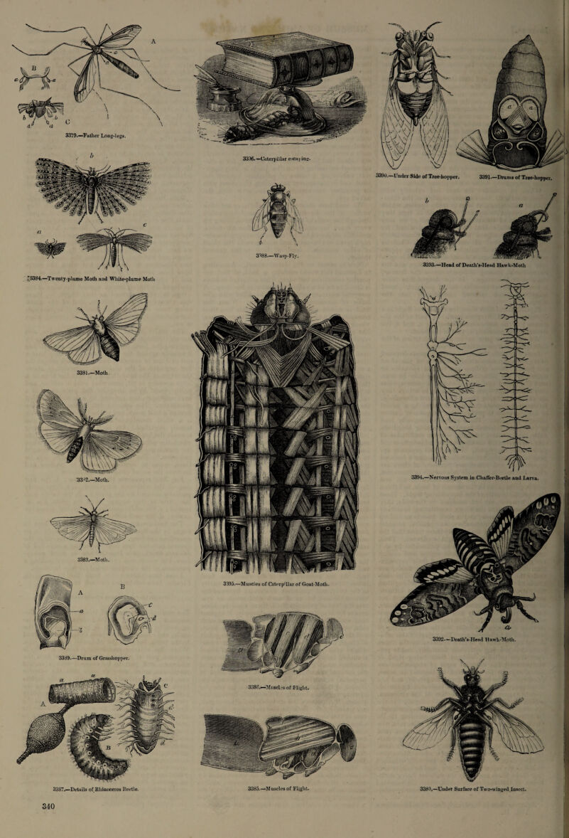 b £3384.—Twenty-plume Moth and White-plume Moth 3391.—Moth ■33J2.—Moth. 3339—Drum of Grasshopper. 33S7.—Details of Rhinoceros Reetle. 3390.—Under Side of Tree-hopper. 3396.—Caterpillar cscai iuu- 3391—Drums of Tree-liopper. 3338—Wasp-Fly. 3393—Head of Death's-Head Hawk-Moth