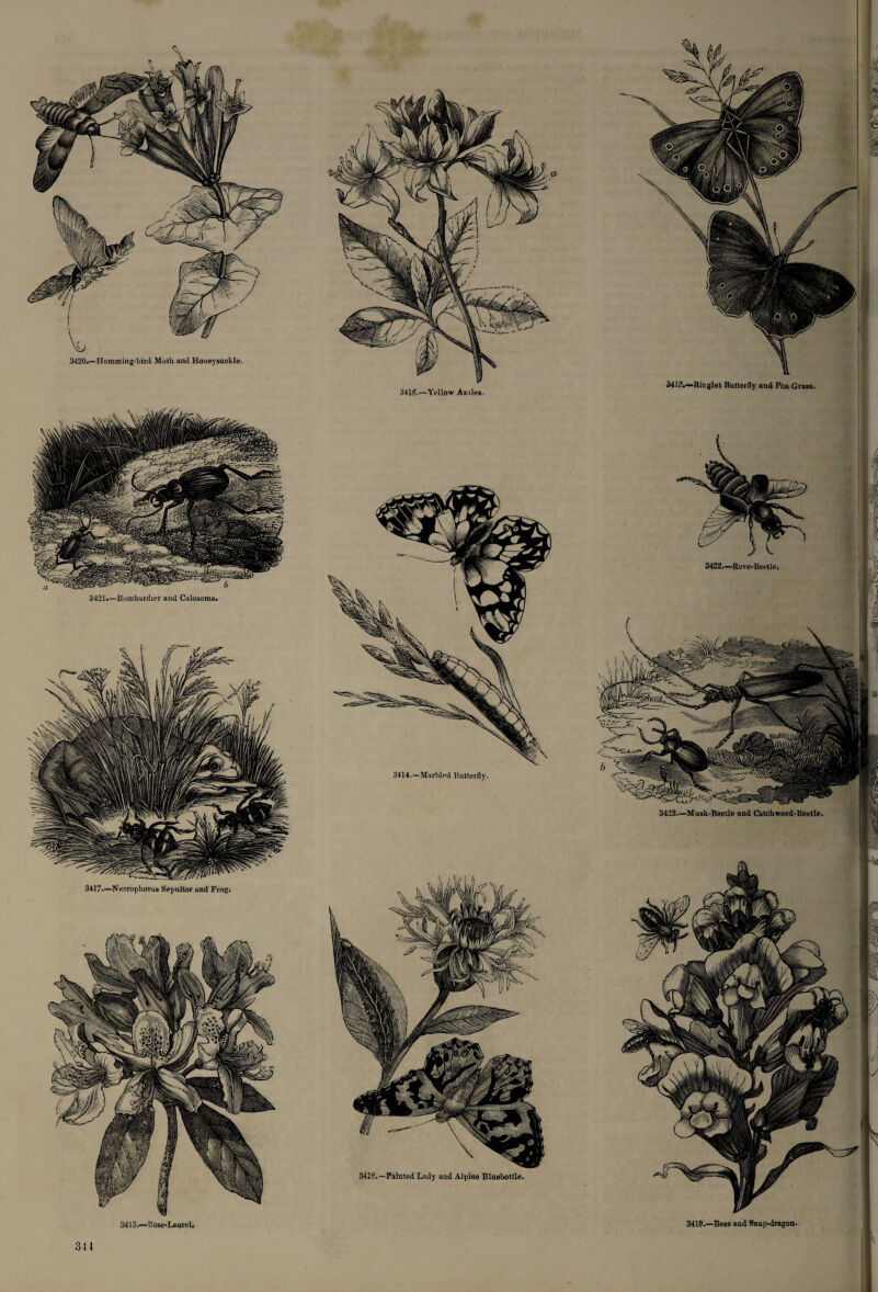 3420.—Humming-bird Moth and Honeysuckle. 3416.—Yellow Azalea. 3421.—Bombardier and Calosoma. 3417.—Necrophorus Sepultor and Frog. 3414.—Marbled Butterfly. 3418.—Painted Lady and Alpine Bluebottle. 3415.—Bose-Laurel. 34 !?•—Ringlet Butterfly and Poa Grass. 3419.—Bees and SDap-dragon.