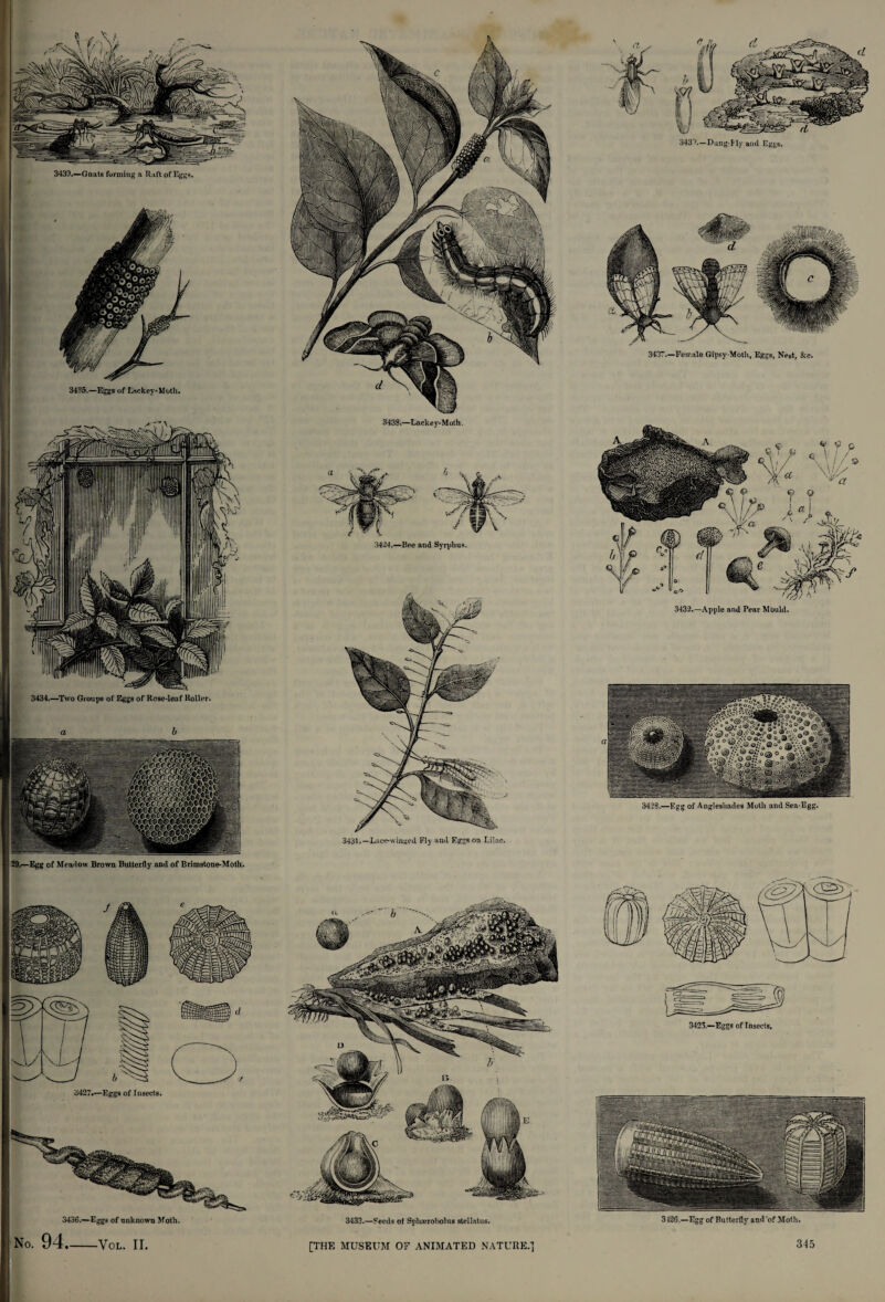 3439.—Gnats forming a Raft of Eggs. 3435.—Eggs of Lackey-Moth. 3434.—Two Groups of Eggs of Rose-leaf Roller. a b 29.—Egg of Meadow Brown Butterfly and of Brim stone-Moth. 343S.—Lack e v- M oth. 3424.—Bee and Syrphus. 3431.—Lace-winged Fly and Eggs on Lilac. 3427.—Eggs of Insects. No. 94-Vol. II. 3433.—Seeds of Sphaerobolus stellatus. [THE MUSEUM OF ANIMATED NATURE.} 3437.—Female Gipsy Moth, Eggs, Nest, See. 3432.—Apple and Pear Mould. 3438.—Egg of Angleshades Moth and Sea-Egg. 3126.—Egg of Butterfly and of Moth.