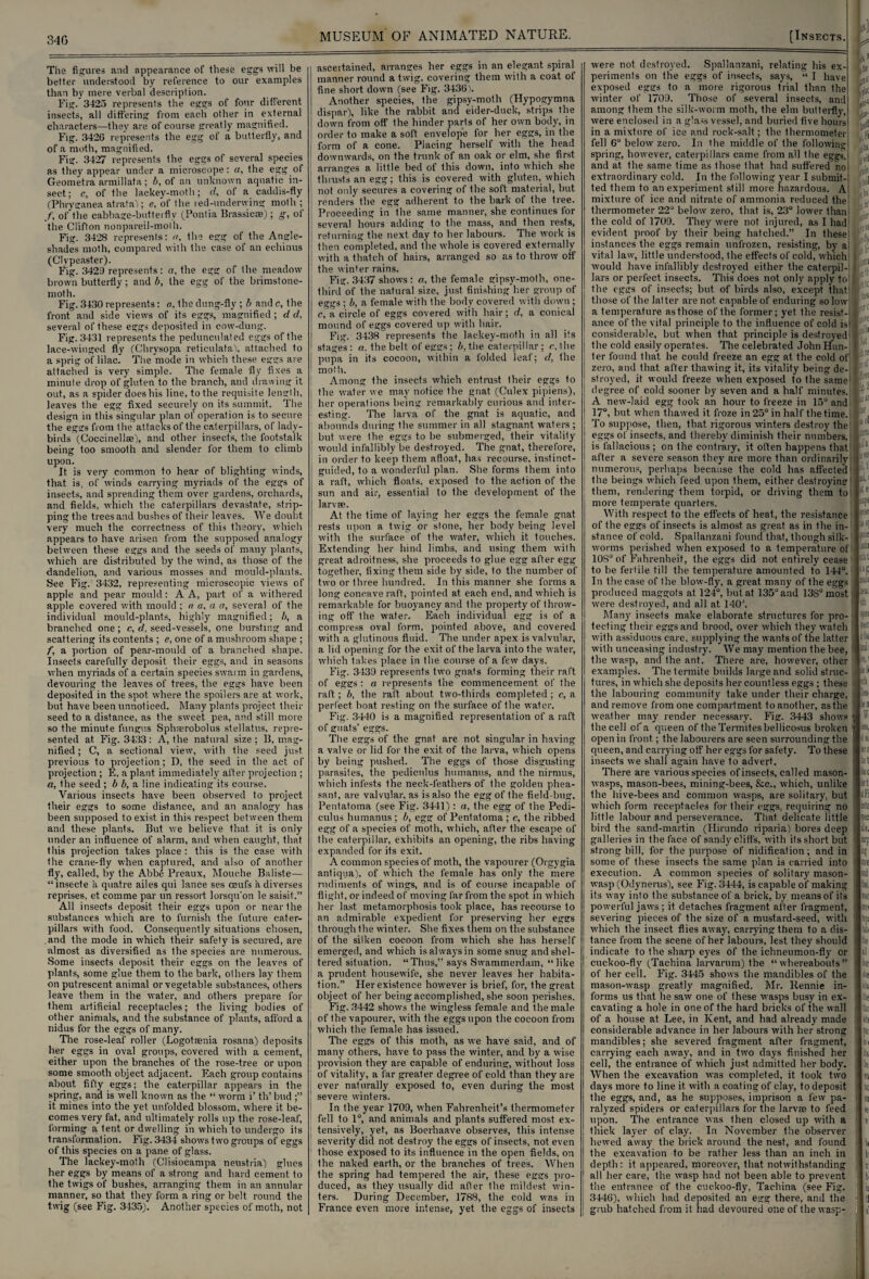 34 G The figures and appearance of these eggs will be better understood by reference to our examples than by mere verbal description. Fig. 3425 represents the eggs of four different insects, all differing from each other in external characters—they are of course greatly magnified. Fig. 3426 represents the egg of a butterfly, and of a moth, magnified. Fig. 3427 represents the eggs of several species as they appear under a microscope: a, the egg of Geometra armillata; b, of an unknown aquatic in¬ sect; c, of the lackey-moth; rf, of a caddis-fly (Phryganea atrata); e, of the red-underwing moth ; /, of the cabbage-butteiflv (Pontia Brassiere) ; g, of the Clifton nonpareil-moth. Fig. 3428 represents: a, the egg of the Angle- shades moth, compared with the case of an echinus (Clypeaster). Fig. 3429 represents: a, the egg of the meadow brown butterfly; and b, the egg of the brimstone- moth. Fig. 3430 represents: a, Ihe dung-fly ; b andc, the front and side views of its eggs, magnified; d d, several of these eggs deposited in cow-dung. Fig. 3431 represents the pedunculated eggs of the lace-winged fly (Chrysopa reticulata), attached to a sprig of lilac. The mode in which these eggs are attached is very simple. The female fly fixes a minute drop of gluten to the branch, and drawing it out, as a spider does his line, to the requisite length, leaves the egg fixed securely on its summit. The design in this singular plan of operation is to secure the eggs from the attacks of the caterpillars, of lady¬ birds (Coccinellse), and other insects, the footstalk being too smooth and slender for them to climb upon. It is very common to hear of blighting winds, that is, of winds carrying myriads of the eggs of insects, and spreading them over gardens, orchards, and fields, which the caterpillars devastate, strip¬ ping the trees and bushes of their leaves. We doubt very much the correctness of this theory, which appears to have arisen from the supposed analogy between these eggs and the seeds of many plants, which are distributed by the wind, as those of the dandelion, and various mosses and mould-plants. See Fig. 3432, representing microscopic views of apple and pear mould: A A, part of a withered apple covered with mould ; a a, a a, several of the individual mould-plants, highly magnified; b, a branched one; c, d, seed-vessels, one bursting and scattering its contents ; e, one of a mushroom shape ; f, a portion of pear-moukl of a branched shape. Insects carefully deposit their eggs, and in seasons when myriads of a certain species swarm in gardens, devouring the leaves of trees, the eggs have been deposited in the spot, where the spoilers are at work, but have been unnoticed. Many plants project their seed to a distance, as the sweet pea, and still more so the minute fungus Sphaerobolus stellatus, repre¬ sented at Fig. 3433: A, the natural size ; B, mag¬ nified ; C, a sectional view, with the seed just previous to projection; D, the seed in the act of projection ; E, a plant immediately after projection ; «, the seed; b b, a line indicating its course. Various insects have been observed to project their eggs to some distance, and an analogy has been supposed to exist, in this respect between them and these plants. But we believe that, it is only under an influence of alarm, and when caught, that this projection takes place : this is the case with the crane-fly when captured, and also of another fly, called, by the Abbf: Preaux, Mouche Baliste— “insecte a quatre ailes qui lance ses ceufs k diverses reprises, et comme par un ressort lorsqu’on le saisit.” All insects deposit their eggs upon or near Ihe substances which are to furnish the future cater¬ pillars with food. Consequently situations chosen, and the mode in which their safety is secured, are almost as diversified as the species are numerous. Some insects deposit their eggs on the leaves of plants, some glue them to the bark, others lay them on putrescent animal or vegetable substances, others leave them in the water, and others prepare for them artificial receptacles; the living bodies of other animals, and the substance of plants, afford a nidus for the eggs of many. The rose-leaf roller (Logotsenia rosana) deposits her eggs in oval groups, covered with a cement, either upon the branches of the rose-tree or upon some smooth object adjacent. Each group contains about fifty eggs; the caterpillar appears in the spring, and is well known as the “ worm i’ th’ bud ;” it mines into the yet unfolded blossom, where it be¬ comes very fat, and ultimately rolls up the rose-leaf, forming a tent or dwelling in which to undergo its transformation. Fig. 3434 shows two groups of eggs of this species on a pane of glass. The lackey-moth (Clisiocampa neustria) glues her eggs by means of a strong and hard cement to the twigs of bushes, arranging them in an annular manner, so that they form a ring or belt round the twig (see Fig. 3435). Another species of moth, not MUSEUM' OF ANIMATED NATURE. [Insects. ascertained, arranges her eggs in an elegant spiral manner round a twig, covering them with a coat of fine short down (see Fig. 3436k Another species, the gipsy-moth (Hypogymna dispar), like the rabbit and eider-duck, strips the down from off the hinder parts of her own body, in order to make a soft envelope for her eggs, in the form of a cone. Placing herself with the head downwards, on the trunk of an oak or elm, she first arranges a little bed of this down, into which she thrusts an egg; this is covered with gluten, which not only secures a covering of the soft material, but renders the egg adherent to the bark of the tree. Proceeding in the same manner, she continues for several hours adding to the mass, and then rests, returning the next day to her labours. The work is then completed, and the whole is covered externally with a thatch of hairs, arranged so as to throw off the winter rains. Fig. 3437 shows : a, the female gipsy-moth, one- thinfof the natural size, just finishing her group of eggs ; b, a female with Ihe body covered with down ; e, a circle of eggs covered with hair; d, a conical mound of eggs covered up with hair. Fig. 3438 represents the lackey-moth in all its stages: a. the belt, of eggs; Z>,t.he caterpillar; o,the pupa in its cocoon, within a folded leaf; d, the moth. Among the insects which entrust their eggs to the water we may notice the gnat (Culex pipiens), her operations being remarkably curious and inter¬ esting. The larva of the gnat is aquatic, and abounds during the summer in all stagnant waters ; but were the eggs to be submerged, their vitality would infallibly be destroyed. The gnat, therefore, in order to keep them afloat, has recourse, instinct- guided, to a wonderful plan. She forms them into a raft, which floats, exposed to the action of the sun and air, essential to the development of the larvae. At the time of laying her eggs the female gnat rests upon a twig or stone, her body being level with the surface of the water, which it touches. Extending her hind limbs, and using them with great adroitness, she proceeds to glue egg after egg together, fixing them side by side, to the number of two or three hundred. In this manner she forms a long concave raft, pointed at each end, and which is remarkable for buoyancy and the property of throw¬ ing off the water. Each individual egg is of a compress oval form, pointed above, and covered with a glutinous fluid. The under apex is valvular, a lid opening for the exit of the larva into the water, which takes place in the course of a few days. Fig. 3439 represents two gnats forming their raft of eggs : a represents the commencement of the raft; b, the raft about two-thirds completed ; c, a perfect boat resting on the surface of the water. Fig. 3440 is a magnified representation of a raft of gnats’ eggs. The eggs of the gnat are not singular in having a valve or lid for the exit of the larva, which opens by being pushed. The eggs of those disgusting parasites, the pediculus humanus, and the nirmus, which infests the neck-leathers of the golden phea¬ sant, are valvular, as is also the egg of the field-bug, Pentatoma (see Fig. 3441): a, the egg of the Pedi- eulus humanus ; b, egg of Pentatoma ; c, the ribbed egg of a species of moth, which, after the escape of the caterpillar, exhibits an opening, the ribs having expanded for its exit. A common species of moth, the vapourer (Orgygia antiqua), of which the female has only the mere rudiments of wings, and is of course incapable of flight, or indeed of moving far from the spot in which her last metamorphosis took place, has recourse to an admirable expedient for preserving her eggs through the winter. She fixes them on the substance of the silken cocoon from which she has herself emerged, and which is always in some snug and shel¬ tered situation. “Thus,” says Swammerdam, “like a prudent housewife, she never leaves her habita¬ tion.” Her existence however is brief, for, the great object of her being accomplished, she soon perishes. Fig. 3442 shows the wingless female and the male of the vapourer, with the eggs upon the cocoon from which the female has issued. The eggs of this moth, as we have said, and of many others, have to pass the winter, and by a wise provision they are capable of enduring, without loss of vitality, a far greater degree of cold than they are ever naturally exposed to, even during the most severe winters. In the year 1709, when Fahrenheit’s thermometer fell to 1°, and animals and plants suffered most ex¬ tensively, yet, as Boerhaave observes, this intense severity did not destroy the eggs of insects, not even those exposed to its influence in the open fields, on the naked earth, or the branches of trees. When the spring had tempered the air, these ogees pro¬ duced, as they usually did after the mildest win¬ ters. During December, 1788, the cold was in France even more intense, yet the eggs of insects were not destroyed. Spallanzani, relating his ex¬ periments on the eggs of insects, says, “ I have exposed eggs to a more rigorous trial than the winter of 1709. Those of several insects, and among them the silk-worm moth, the elm butterfly, were enclosed in a glass vessel, and buried five hours' 4 kbu Hj. in' W. flll |tc thes ptr( pivt pi Sot 3 Of : in a mixture of ice and rock-salt; the thermometer fell 6° below zero. In the middle of the following spring, however, caterpillars came from all the eggs, and at the same time as lliose that had suffered no< extraordinary cold. In the following year I submit-' ted them to an experiment still more hazardous. A mixture of ice and nitrate of ammonia reduced the thermometer 22° below zero, that is, 23° lower than the cold of 1709. They were not injured, as I had evident proof by their being hatched.” In these instances the eggs remain unfrozen, resisting, by a vital law, little understood, the effects of cold, which would have infallibly destroyed either the caterpil- j Jars or perfect insects. This does not only apply to the eggs of insects; but of birds also, except that' those of the latter are not. capable of enduring so low a temperature as those of the former; yet the resist¬ ance of the vital principle to the influence of cold ist considerable, but when that principle is destroyed the cold easily operates. The celebrated John Hun¬ ter found that he could freeze an egg at the cold of zero, and that after thawing it, its vitality being de- stroyed, it would freeze when exposed to the samei ' degree of cold sooner by seven and a half minutes. A new-laid egg took an hour to freeze in 15° and 17°, but when thawed it froze in 25° in half the time. To suppose, then, that rigorous winters destroy the1 eggs of insects, and thereby diminish their numbers, is fallacious ; on the contrary, it often happens that a after a severe season they are more than ordinarily numerous, perhaps because the cold has affected the beings which feed upon them, either destroying them, rendering them torpid, or driving them to more temperate quarters. With respect to the effects of heat, the resistance of the eggs of insects is almost as great as in the in¬ stance of cold. Spallanzani found that, though silk¬ worms perished when exposed to a temperature of 108° of Fahrenheit, the eggs did not entirely cease to be fertile till the temperature amounted to 144°. In the case of the blow-fly, a great many of the eggs produced maggots at 124°, but at 135° and 13S°most ii were destroyed, and all at 140\ Many insects make elaborate structures for pro¬ tecting their eggs and brood, over which they watch with assiduous care, supplying the wants of the latter with unceasing industry. We may mention the bee, the wasp, and the ant. There are, however, other examples. The termite builds large and solid struc¬ tures, in which she deposits her countless eggs ; these the labouring community take under their charge, and remove from one compartment to another, as the weather may render necessary. Fist. 3443 shows ; the cell of a queen of the Termites bellicosus broken i * open in front; the labourers are seen surrounding the queen, and carrying off her eggs for safety. To these insects we shall again have to advert. There are various species of insects, called mason- wasps, mason-bees, mining-bees, &c., which, unlike the hive-bees and common wasps, are solitary, but which form receptacles for their eggs, requiring no little labour and perseverance. That delicate little bird the sand-martin (Hirundo riparia) bores deep galleries in the face of sandy cliffs, with its short but strong bill, for the purpose of nidification; and in some of these insects the same plan is carried into execution. A common species of solitary mason- wasp (Odynerus), see Fig. 3444, is capable of making its way into the substance of a brick, by means of its powerful jaws ; it detaches fragment after fragment, severing pieces of the size of a mustard-seed, with which the insect flies away, carrying them to a dis¬ tance from the scene of her labours, lest they should indicate to the sharp eyes of the ichneumon-fly or cuckoo-fly (Tachina larvarum) the “whereabouts” of her cell. Fig. 3445 shows the mandibles of the mason-wasp greatly magnified. Mr. Rennie in¬ forms us that he saw one of these wasps busy in ex¬ cavating a hole in one of the hard bricks of the wall of a house at Lee, in Kent, and had already made considerable advance in her labours with her strong mandibles; she severed fragment after fragment, carrying each away, and in two days finished her cel], the entrance of which just admitted her body. When the excavation was completed, it took two days more to line it. with a coating of clay, to deposit the eggs, and, as he supposes, imprison a few pa¬ ralyzed spiders or caterpillars for the larvee to feed upon. The entrance was then closed up with a thick layer of clay. In November the observer hewed away the brick around the nest, and found the excavation to be rather less than an inch in depth: it appeared, moreover, that notwithstanding all her care, the wasp had not been able to prevent the entrance of the cuckoo-fly, Tachina (see Fig. 3446), which had deposited an egg there, and the grub hatched from it had devoured one of the wasp- ffiitc sire hor