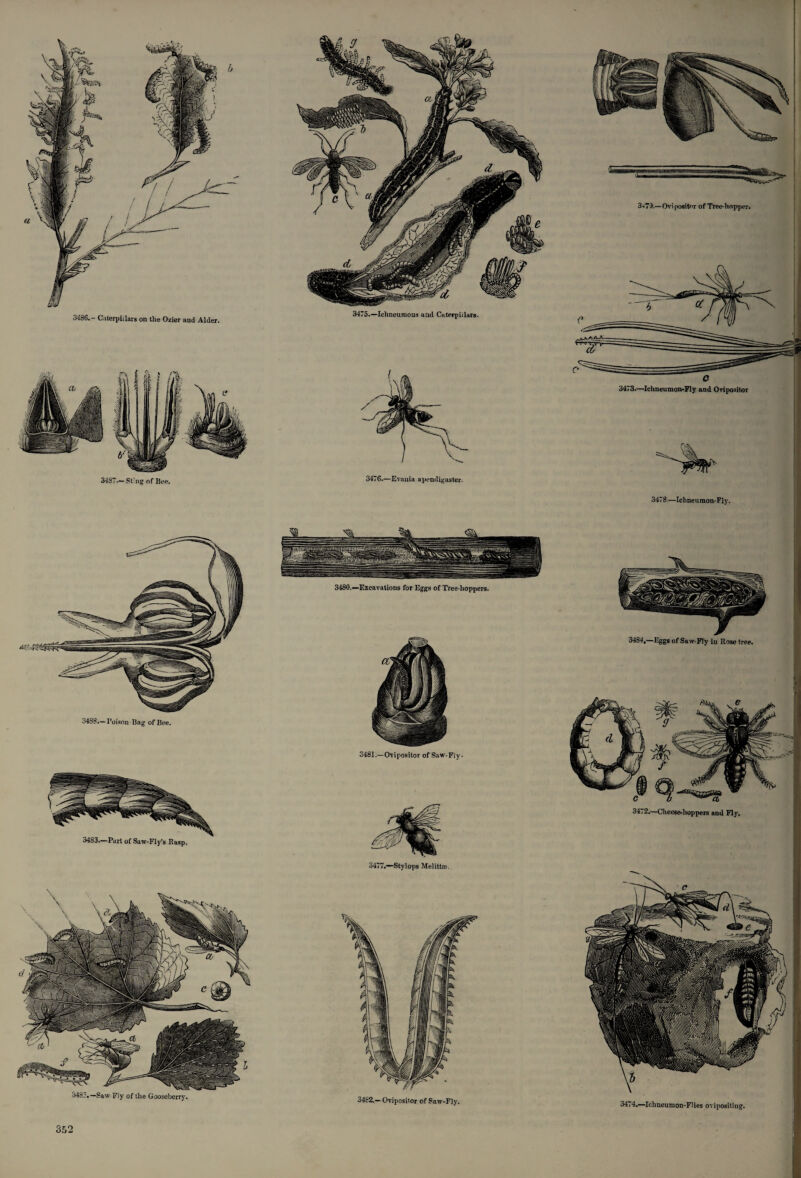 3486.- Caterpillars on the Ozier and Alder. 3475.—Ichneumons and Caterpillars. 3480.—Excavations for Eggs of Tree-hoppers. 34S8.—Poison Bag of Bee. 3481.—Ovipositor of Saw-Fly* 3477.—Sty lops Melittee. 3-r73.—Ovipositor of Tree-hopper. 3478—Ichneumon-Fly. 3484,—Eggs of Saw-Fly in Rose tree.