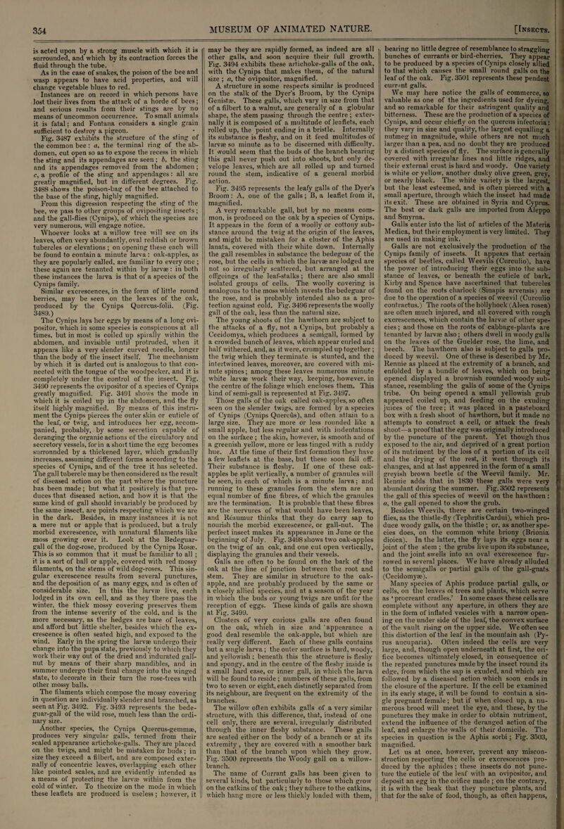 is acted upon by a strong muscle with which it is surrounded, and which by its contraction forces the fluid through the tube. As in the case of snakes, the poison of the bee and wasp appears to have acid properties, and will change vegetable blues to red. Instances are on record in which persons have lost their lives from the attack of a horde of bees; and serious results from their stings are by no means of uncommon occurrence. To small animals it is fatal; and Fontana considers a single grain sufficient to destroy a pigeon. Fig. 3487 exhibits the structure of the sting of the common bee : a, the terminal ring of the ab¬ domen, cut open so as to expose the recess in which the sting and its appendages are seen; b, the sting and its appendages removed from the abdomen ; c, a profile of the sting and appendages: all are greatly magnified, but, in different degrees. Fig. 3488 shows the poison-bag of the bee attached to the base of the sting, highly magnified. From this digression respecting the sting of the bee, we pass to other groups of ovipositing insects; and the gall-flies (Cynips), of which the species are very numerous, will engage notice. Whoever looks at a willow tree will see on its leaves, often very abundantly, oval reddish or brown tubercles or elevations ; on opening these each will be found to contain a minute larva: oak-apples, as they are popularly called, are familiar to everyone ; these again are tenanted within by larvae : in both these instances the larva is that of a species of the Cynips family. Similar excrescences, in the form of little round berries, may be seen on the leaves of the oak, produced by the Cynips Quercus-folii. (Fig. 3489.) The Cynips lays her eggs by means of a long ovi¬ positor, which in some species is conspicuous at all times, but in most is coiled up spirally within the abdomen, and invisible until protruded, when it appears like a very slender curved needle, longer than the body of the insect itself. The mechanism by which it is darted out is analogous to that con¬ nected with the tongue of the woodpecker, and it is completely under the control of the insect. Fig. 3490 represents the ovipositor of a species of Cynips greatly magnified. Fig. 3491 shows the mode in which it is coiled up in the abdomen, and the fly itself highly magnified. By means of this instru¬ ment the Cynips pierces the outer skin or cuticle of the leaf, or twig, and introduces her egg, accom¬ panied, probably, by some secretion capable of deranging the organic actions of the circulatory and secretory vessels, for in a short time the egg becomes surrounded by a thickened layer, which gradually increases, assuming different forms according to the species of Cynips, and of the tree it has selected. The gall tubercle maybe then considered as the result of diseased action on the part where the puncture has been made ; but what it positively is that pro¬ duces that diseased action, and how it is that the same kind of gall should invariably be produced by the same insect, are points respecting which we are in the dark. Besides, in many instances it is not a mere nut or apple that is produced, but a truly morbid excrescence, with unnatural filaments like moss growing over it. Look at the Bedeguar- gall of the dog-rose, produced by the Cynips Rosse. This is so common that it must be familiar to all ; it is a sort of ball or apple, covered with red mossy filaments, on the stems of wild dog-roses. This sin¬ gular excrescence results from several punctures, and the deposition of as many eggs, and is often of considerable size. In this the larvae live, each lodged in its own cell, and as they there pass the winter, the thick mossy covering preserves them from the intense severity of the cold, and is the more necessary, as the hedges are bare of leaves, and afford but little shelter, besides which the ex¬ crescence is often seated high, and exposed to the wind. Early in the spring the larvae undergo their change into the pupa state, previously to which they work their way out of the dried and indurated gall- nut by means of their sharp mandibles, and in summer undergo their final change into the winged state, to decorate in their turn the rose-trees with other mossy balls. The filaments which compose the mossy covering in question are individually slender and branched, as seen at Fig. 3492. Fig. 3493 represents the bede- guar-gall of the wild rose, much less than the ordi¬ nary size. Another species, the Cynips Quercus-gemmae, produces very singular galls, termed from their scaled appearance artichoke-galls. They are placed on the twigs, and might be mistaken for buds ; in size they exceed a filbert, and are composed exter¬ nally of concentric leaves, overlapping each other like pointed scales, and are evidently intended as a means of protecting the larvae within from the cold of winter. To theorize on the mode in which these leaflets are produced is useless ; however, it may be they are rapidly formed, as indeed are all other galls, and soon acquire their full growth. Fig. 3494 exhibits these artichoke-galls of the oak, with the Cynips that makes them, of the natural size ; a, the ovipositor, magnified. A structure in some respects similar is produced on the stalk of the Dyer's Broom, by the Cynips Genistae. These galls, which vary in size from that of a filbert to a walnut, are generally of a globular shape, the stem passing through the centre ; exter¬ nally it is composed of a multitude of leaflets, each rolled up, the point ending in a bristle. Internally its substance is fleshy, and on it feed multitudes of larvae so minute as to be discerned with difficulty. It would seem that the buds of the branch bearing this gall never push out into shoots, but only de- velope leaves, which are all rolled up and turned round the stem, indicative of a general morbid action. Fig. 3495 represents the leafy galls of the Dyer's Broom : A. one of the galls; B, a leaflet from it, magnified. A very remarkable gall, but by no means com¬ mon, is produced on the oak by a species of Cynips. It appears in the form of a woolly or cottony sub¬ stance around the twig at the origin of the leaves, and might be mistaken for a cluster of the Aphis lanata, covered with their white down. Internally the gall resembles in substance the bedeguar of the rose, but the cells in which the larvae are lodged are not so irregularly scattered, but arranged at the offgoings of the leaf-stalks ; there are also small isolated groups of cells. The woolly covering is analogous to the moss which invests the bedeguar of the rose, and is probably intended also as a pro¬ tection against cold. Fig. 3496 represents the woolly gall of the oak, less than the natural size. The young shoots of the hawthorn are subject to the attacks of a fly, not a Cynips, but probably a Cecidomya, which produces a semigall, formed by a crowded bunch of leaves, which appear curled and half withered, and, as it were, crumpled up together ; the twig which they terminate is stunted, and the intertwined leaves, moreover, are covered with mi¬ nute spines; among these leaves numerous minute white larvae work their way, keeping, however, in the centre of the foliage which encloses them. This kind of semi-gall is represented at Fig. 3497. Those galls of the oak called oak-apples, so often seen on the slender twigs, are formed by a species of Cynips (Cynips Quercus), and often attain to a large size. They are more or less rounded like a small apple, but less regular and with indentations on the surface ; the skin, however, is smooth and of a greenish yellow, more or less tinged with a ruddy hue. At the time of their first formation they have a few leaflets at the base, but these soon fall off'. Their substance is fleshy. If one of these oak- apples be split vertically, a number of granules will be seen, in each of which is a minute larva; and running to these granules from the stem are an equal number of fine fibres, of which the granules are the termination. It is probable that these fibres are the nervures of what would have been leaves, and Reaumur thinks that they do carry sap to nourish the morbid excrescence, or gall-nut. The perfect insect makes its appearance in June or the beginning of July. Fig. 3498 shows two oak-apples on the twig of an oak, and one cut open vertically, displaying the granules and their vessels. Galls are often to be found on the bark of the oak at the line of junction between the root and stem. They are similar in structure to the oak- apple, and are probably produced by the same or a closely allied species, and at a season of the year in which the buds or young twigs are unfit for the reception of eggs. These kinds of galls are shown at Fig. 3499. Clusters of very curious galls are often found on the oak, which in size and appearance a good deal resemble the oak-apple, but which are really very different. Each of these galls contains but a single larva; the outer surface is hard, woody, and yellowish : beneath this the structure is fleshy and spongy, and in the centre of the fleshy inside is a small hard ease, or inner gall, in which the larva will be found to reside ; numbers of these galls, from two to seven or eight, each distinctly separated from its neighbour, are frequent on the extremity of the branches. The willow often exhibits galls of a very similar structure, with this difference, that, instead of one cell only, there are several, irregularly distributed through the inner fleshy substance. These galls are seated either on the body of a branch or at its extremity , they are covered with a smoother bark than that of the branch upon which they grow. Fig. 3500 represents the Woody gall on a willow- branch. The name of Currant galls has been given to several kinds, but particularly to those which grow on the catkins of the oak; they adhere to the catkins, which hang more or less thickly loaded with them, bearing no little degree of resemblance to straggling bunches of currants or bird-cherries. They appear 1 to be produced by a species of Cynips closely allied to that which causes the small round galls on the leaf of the oak. Fig. 3501 represents these pendent currant galls. We may here notice the galls of commerce, so valuable as one of the ingredients used for dyeing, and so remarkable for their astringent quality and bitterness. These are the production of a species of Cynips, and occur chiefly on the quercus infectoria: they vary in size and quality, the largest equalling a ' nutmeg in magnitude, while others are not much i larger than a pea, and no doubt they are produced by a distinct species of fly. The surface is generally covered with irregular lines and little ridges, and their external crust is hard and woody. One variety 1 is white or yellow, another dusky olive green, grey, or nearly black. The white variety is the largest, but the least esteemed, and is often pierced with a small aperture, through which the insect had made its exit. These are obtained in Syria and Cyprus. ! The best or dark galls are imported from Aleppo and Smyrna. Galls enter into the list of articles of the Materia Medica, but their employment is very limited. They are used in making ink. Galls are not exclusively the production of the Cynips family of insects. It appears that certain ; species of beetles, called Weevils (Curculio), have the power of introducing their eggs into the sub- j stance of leaves, or beneath the cuticle of bark, i Kirby and Spence have ascertained that, tubercles ■. found on the roots charlock (Sinapis arvensis) are due to the operation of a species of weevil (Curculio contractus.) The roots of the hollyhock (Alsea rosea) ,i are often much injured, and all covered with rough I excrescences, which contain the larvae of other spe- j cies ; and those on the roots of cabbage-plants are tenanted by larvae also; others dwell in woody galls 1 on the leaves of the Guelder rose, the lime, and beech. The hawthorn also is subject to galls pro- ;i dueed by weevil. One of these is described by Mr. ; Rennie as placed at the extremity of a branch, and |i enfolded by a bundle of leaves, which on being j opened displayed a brownish rounded woody sub- j stance, resembling the galls of some of the Cynips ] tribe. On being opened a small yellowish grub appeared coiled up, and feeding on the exuding ■ juices of the tree; it was placed in a pasteboard box with a fresh shoot of hawthorn, but it made no attempts to construct a cell, or attack the fresh ; shoot—a proof that the egg was originally introduced by the puncture of the parent. Yet though thus exposed to the air, and deprived of a great portion of its nutriment by the loss of a portion of its cell 1 and the drying of the rest, it went through its i changes, and at last appeared in the form of a small greyish brown beetle of the Weevil family. Mr. i Rennie adds that in 1830 these galls were very f. abundant during the summer. Fig.3502 represents the gall of this species of weevil on the hawthorn: a, the gall opened to show the grub. Besides Weevils, there are certain two-winged flies, as the thistle-fly (Tephritis Cardui), which pro¬ duce woody galls, on the thistle ; or, as another spe¬ cies does, on the common white briony (Brionia dioica). In the latter, the fly lays its eggs near a joint of the stem; the grubs live upon its substance, and the joint swells into an oval excrescence fur¬ rowed in several places. We have already alluded to the semigalls or partial galls of the gall-gnats. (Cecidomyae). Many species of Aphis produce partial galls, or cells, on the leaves of trees and plants, which serve as ‘ procreant cradles.’ In some cases these cells are complete without any aperture, in others they are in the form of inflated vesicles with a narrow open¬ ing on the under side of the leaf, the convex surface of the vault rising on the upper side. We often see this distortion of the leaf in the mountain ash (Py- rus aucuparia). Often indeed the cells are very large, and, though open underneath at first, the ori¬ fice becomes ultimately closed, in consequence of the repeated punctures made by the insect round its edge, from which the sap is exuded, and which are followed by a diseased action which soon ends in the closure of the aperture. If the cell be examined in its early stage, it will be found to contain a sin¬ gle pregnant female; but if when closed up, a nu¬ merous brood will meet the eye, and these, by the punctures they make in order to obtain nutriment, extend the influence of the deranged action of the 1 leaf, and enlarge the walls of their domicile. The species in question is the Aphis sorbi; Fig. 3503, magnified. Let us at once, however, prevent any miscon¬ struction respecting the cells or excrescences pro¬ duced by the aphides; these insects do not punc¬ ture the cuticle of the leaf with an ovipositor, and deposit an egg in the orifice made ; on the contrary, it is with the beak that they puncture plants, and that for the sake of food, though, as often happens,