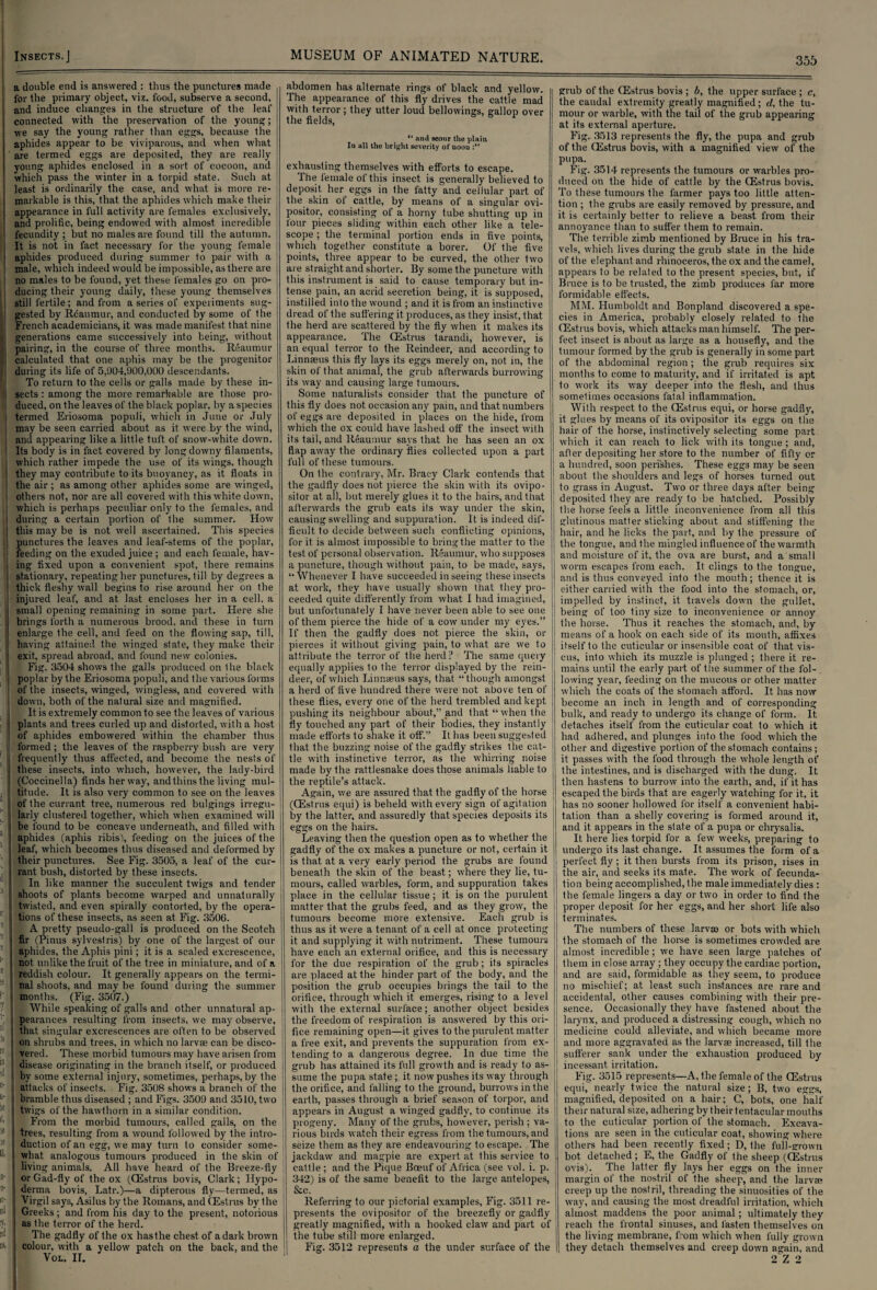 a double end is answered : thus the punctures made for the primary object, viz. food, subserve a second, and induce changes in the structure of the leaf connected with the preservation of the young; we say the young rather than eggs, because the aphides appear to be viviparous, and when what are termed eggs are deposited, they are really young aphides enclosed in a sort of cocoon, and ! which pass the winter in a torpid state. Such at I least is ordinarily the case, and what is more re¬ markable is this, that the aphides which make their appearance in full activity are females exclusively, I and prolific, being endowed with almost incredible I fecundity ; but no males are found till the autumn. It is not in fact necessary for the young female aphides produced during summer to pair with a ' male, which indeed would be impossible, as there are no males to be found, yet these females go on pro¬ ducing their young daily, these young themselves | still fertile; and from a series of experiments sug¬ gested by Reaumur, and conducted by some of the French academicians, it was made manifest that nine generations came successively into being, without pairing, in the course of three months. Reaumur I calculated that one aphis may be the progenitor during its life of 5,904,900,000 descendants. To return to the cells or galls made by these in¬ sects : among the more remarkable are those pro¬ duced, on the leaves of the black poplar, by a species termed Eriosoma populi, which in June or July may be seen carried about as it were by the wind, and appearing like a little tuft of snow-white down, i Its body is in fact covered by long downy filaments, which rather impede the use of its wings, though i they may contribute to its buoyancy, as it floats in the air ; as among other aphides some are winged, i others not, nor are all covered with this white down, which is perhaps peculiar only to the females, and | during a certain portion of the summer. How this may be is not well ascertained. This species : punctures the leaves and leaf-stems of the poplar, feeding on the exuded juice ; and each female, hav- I ing fixed upon a convenient spot, there remains ! stationary, repeating her punctures, till by degrees a i thick fleshy wall begins to rise around her on the injured leaf, and at last encloses her in a cell, a i small opening remaining in some part. Here she i brings forth a numerous brood, and these in turn I enlarge the cell, and feed on the flowing sap, till, having attained the winged slate, they make their exit, spread abroad, and found new colonies. Fig. 3504 shows the galls produced on 1 he black i poplar by the Eriosoma populi, and the various forms of the insects, winged, wingless, and covered with down, both of the natural size and magnified. It is extremely common to see the leaves of various j plants and trees curled up and distorted, with a host of aphides embowered within the chamber thus formed; the leaves of the raspberry bush are very frequently thus affected, and become the nests of these insects, into which, however, the lady-bird j (Coccinella) finds her way, and thins the living mul¬ titude. It is also very common to see on the leaves of the currant tree, numerous red bulgings irregu- ! larly clustered together, which when examined will | be found to be concave underneath, and filled with aphides (aphis ribis\ feeding on the juices of the leaf, which becomes thus diseased and deformed by I their punctures. See Fig. 3505, a leaf of the cur- i rant bush, distorted by these insects. In like manner the succulent twigs and tender shoots of plants become warped and unnaturally ! twisted, and even spirally contorted, by the opera- j tions of these insects, as seen at Fig. 3506. A pretty pseudo-gall is produced on the Scotch i fir (Pinus sylvestris) by one of the largest of our I aphides, the Aphis pini; it is a scaled excrescence, not unlike the fruit of the tree in miniature, and of a i reddish colour. It generally appears on the termi¬ nal shoots, and may be found during the summer I months. (Fig. 3507.) While speaking of galls and other unnatural ap- 1 pearances resulting from insects, we may observe, j that singular excrescences are often to be observed I on shrubs and trees, in which no larvae can be disco¬ vered. These morbid tumours may have arisen from disease originating in the branch itself, or produced ) by some external injury, sometimes, perhaps, by the j attacks of insects. Fig. 3508 shows a branch of the a‘ j bramble thus diseased ; and Figs. 3509 and 3510, two twigs of the hawthorn in a similar condition. From the morbid tumours, called galls, on the 16 I trees, resulting from a wound followed by the intro- )e I duction of an egg, we may turn to consider some- ’ | what analogous tumours produced in the skin of living animals. All have heard of the Breeze-fly D' j or Gad-fly of the ox (CEstrus bovis, Clark; I-Iypo- a' j derma bovis, Latr.)—a dipterous fly—termed, as IC| I Virgil says, Asilus by the Romans, and CEstrus by the 1,11 Greeks; and from his day to the present, notorious J as the terror of the herd. The gadfly of the ox hasthe chest of a dark brown ift colour, with a yellow patch on the back, and the VOL. II. abdomen has alternate rings of black and yellow. The appearance of this fly drives the cattle mad with terror; they utter loud hello wings, gallop over the fields, “ and scour the plain In all the bright severity of noou :M exhausting themselves with efforts to escape. The lemale of this insect is generally believed to deposit, her eggs in the fatty‘and cellular part of the skin ol cattle, by means of a singular ovi¬ positor, consisting of a horny tube shutting up in four pieces sliding within each other like a tele¬ scope ; the terminal portion ends in five points, which together constitute a borer. Of the five points, three appear to be curved, the other two are straight and shorter. By some the puncture with this instrument is said to cause temporary but in¬ tense pain, an acrid secretion being, it is supposed, instilled into the wound ; and it is from an instinctive dread of the suffering it produces, as they insist, that the herd are scattered by the fly when it makes its appearance. The CEstrus tarandi, however, is an equal terror to the Reindeer, and according to Linnaeus this fly lays its eggs merely on, not in, the skin of that animal, the grub afterwards burrowing its way and causing large tumours. Some naturalists consider that the puncture of this fly does not occasion any pain, and that numbers of eggs are deposited in places on the hide, from which the ox could have lashed off the insect with its tail, and Reaumur says that he has seen an ox flap away the ordinary flies collected upon a part full of these tumours. On the contrary, Mr. Brac-y Clark contends that the gadfly does not pierce the skin with its ovipo¬ sitor at all, but merely glues it to the hairs, and that afterwards the grub eats its way under the skin, causing swelling and suppuration. It is indeed dif¬ ficult to decide between such conflicting opinions, for it is almost impossible to bring the matter to the test of personal observation. Reaumur, who supposes a puncture, though without pain, to be made, says, “Whenever I have succeeded in seeing these insects at work, they have usually shown that they pro¬ ceeded quite differently from what I had imagined, but unfortunately I have never been able to see one of them pierce the hide of a cow under my eyes.” If then the gadfly does not pierce the skin, or pierces it without giving pain, to what are we to j attribute the terror of the herd? The same query equally applies to the terror displayed by the rein¬ deer, of which Linnaeus says, that “though amongst a herd of five hundred there were not above ten of these flies, every one of the herd trembled and kept pushing its neighbour about,” and that “ when the fly touched any part of their bodies, they instantly made efforts to shake it off.” It has been suggested that the buzzing noise of the gadfly strikes the cat¬ tle with instinctive terror, as the whirring noise made by the rattlesnake does those animals liable to the reptile’s attack. Again, we are assured that the gadfly of the horse I (CEstrus equi) is beheld with every sign of agitation by the latter, and assuredly that species deposits its eggs on the hairs. Leaving then the question open as to whether the gadfly of the ox makes a puncture or not, certain it is that at a very early period the grubs are found beneath the skin of the beast; where they lie, tu¬ mours, called warbles, form, and suppuration takes place in the cellular tissue; it is on the purulent matter that the grubs feed, and as they grow, the tumours become more extensive. Each grub is thus as it were a tenant of a cell at once protecting it and supplying it with nutriment. These tumours have each an external orifice, and this is necessary for the due respiration of the grub; its spiracles are placed at the hinder part of the body, and the position the grub occupies brings the tail to the orifice, through which it emerges, rising to a level with the external surface; another object besides the freedom of respiration is answered by this ori¬ fice remaining open—it gives to the purulent matter a free exit, and prevents the suppuration from ex- ! tending to a dangerous degree. In due time the grub has attained its full growth and is ready to as¬ sume the pupa state; it now pushes its way through the orifice, and falling to the ground, burrows in the earth, passes through a brief season of torpor, and appears in August a winged gadfly, to continue its progeny. Many of the grubs, however, perish ; va¬ rious birds watch their egress from the tumours, and seize them as they are endeavouring to escape. The jackdaw and magpie are expert at this service to cattle ; and the Pique Boeuf of Africa (see vol. i. p. 342) is of the same benefit to the large antelopes, &c. Referring to our pictorial examples, Fig. 3511 re¬ presents the ovipositor of the breezefly or gadfly greatly magnified, with a hooked claw and part of the tube still more enlarged. Fig. 3512 represents a the under surface of the grub of the CEstrus bovis ; b, the upper surface ; c, the caudal extremity greatly magnified; d, the tu¬ mour or warble, with the tail of the grub appearing at its external aperture. Fig. 3513 represents the fly, the pupa and grub of the CEstrus bovis, with a magnified view of the pupa. Fig. 3514 represents the tumours or warbles pro¬ duced on the hide of cattle by the CEstrus bovis. To these tumours the farmer pays too little atten¬ tion ; the grubs are easily removed by pressure, and it is certainly better to relieve a beast from their annoyance than to suffer them to remain. The terrible zimb mentioned by Bruce in his tra¬ vels, which lives during the grub state in the hide of the elephant and rhinoceros, the ox and the camel, appears to be related to the present species, but, if Bruce is to be trusted, the zimb produces far more formidable effects. MM. Humboldt and Bonpland discovered a spe¬ cies in America, probably closely related to the CEstrus bovis, which attacks man himself. The per¬ fect insect is about as large as a housefly, and the tumour formed by the grub is generally in some part of the abdominal region ; the grub requires six months to come to maturity, and if irritated is apt to work its way deeper into the flesh, and thus sometimes occasions fatal inflammation. With respect to the CEstrus equi, or horse gadfly, it glues by means of its ovipositor its eggs on the hair of the horse, instinctively selecting some part which it can reach to lick with its tongue ; and, afler depositing her store to the number of fifty or a hundred, soon perishes. These egg3 may be seen about, the shoulders and legs of horses turned out to grass in August. Two or three days after being deposited they are ready to be hatched. Possibly the horse feels a little inconvenience from all this glutinous matter sticking about and stiffening the hair, and he licks the part, and by the pressure of the tongue, and the mingled influence of the warmth and moisture of it, the ova are burst, and a small worm escapes from each. It clings to the tongue, and is thus conveyed into the mouth; thence it is either carried with the food into the stomach, or, impelled by instinct, it travels down the gullet, being of too tiny size to inconvenience or annoy the horse. Thus it reaches the stomach, and, by means of a hook on each side of its mouth, affixes itself to the cuticular or insensible coat of that vis- cus, into which its muzzle is plunged ; there it re¬ mains until the early part of the summer of the fol¬ lowing year, feeding on the mucous or other matter which the coats of the stomach afford. It has now become an inch in length and of corresponding bulk, and ready to undergo its change of form. It detaches itself from the cuticular coat to which it had adhered, and plunges into the food which the other and digestive portion of the stomach contains; it passes with the food through the whole length ot' the intestines, and is discharged with the dung. It then hastens to burrow into the earth, and, if it has escaped the birds that are eagerly watching for it, it has no sooner hollowed for itself a convenient habi¬ tation than a shelly covering is formed around it, and it appears in the state of a pupa or chrysalis. It. here lies torpid for a few w’eeks, preparing to undergo its last change. It assumes the form of a perfect fly ; it then bursts from its prison, rises in the air, and seeks its mate. The work of fecunda¬ tion being accomplished, the male immediately dies : the female lingers a day or two in order to find the proper deposit for her eggs, and her short life also terminates. The numbers of these larvro or bots with which the stomach of the horse is sometimes crowded are almost incredible; we have seen large patches of them in close array ; they occupy the cardiac portion, and are said, formidable as they seem, to produce no mischief; at least such instances are rare and accidental, other causes combining with their pre¬ sence. Occasionally they have fastened about the larynx, and produced a distressing cough, which no medicine could alleviate, and which became more and more aggravated as the larvae increased, till the sufferer sank under the exhaustion produced by incessant irritation. Fig. 3515 represents—A, the female of the CEstrus equi, nearly twice the natural size; B, two eggs, magnified, deposited on a hair; C, bots, one half their natural size, adhering by their tentacular mouths to the cuticular portion of the stomach. Excava¬ tions are seen in the cuticular coat, showing where others had been recently fixed; D, the full-grown hot detached ; E, the Gadfly of the sheep (CEstrus ovis). The latter fly lays her eggs on the inner margin of the nostril of the sheep, and the larvae creep up the nostril, threading the sinuosities of the way, and causing the most dreadful irritation, which almost maddens the poor animal; ultimately they reach the frontal sinuses, and fasten themselves on the living membrane, from which when fully grown they detach themselves and creep down again, and 2 Z 2