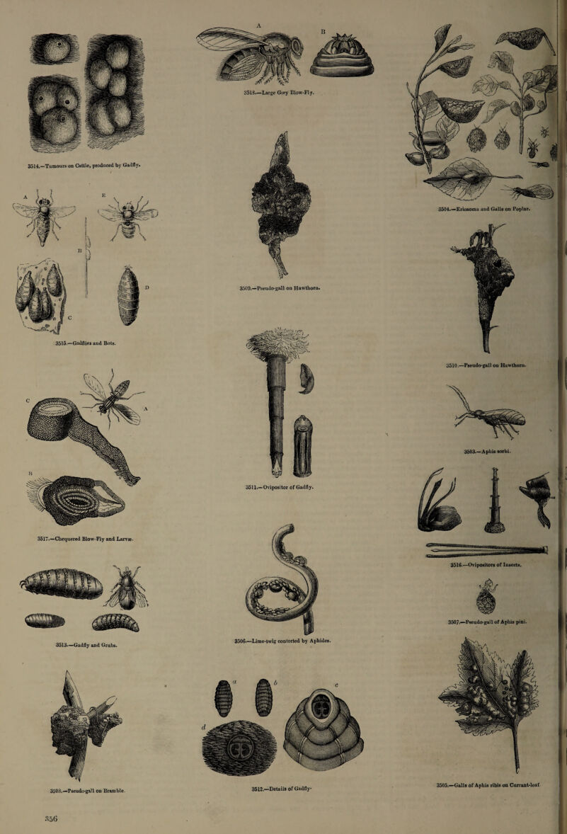 3514.—Tumours on Cattle, produced by Gadfly. 3515.—Gadflie3 and Bots. 3517.—Chequered Blow-Fly and Larvae. 3513.—Gadfly and Grubs. t\ 3503.—Pseudo-gall on Bramble.