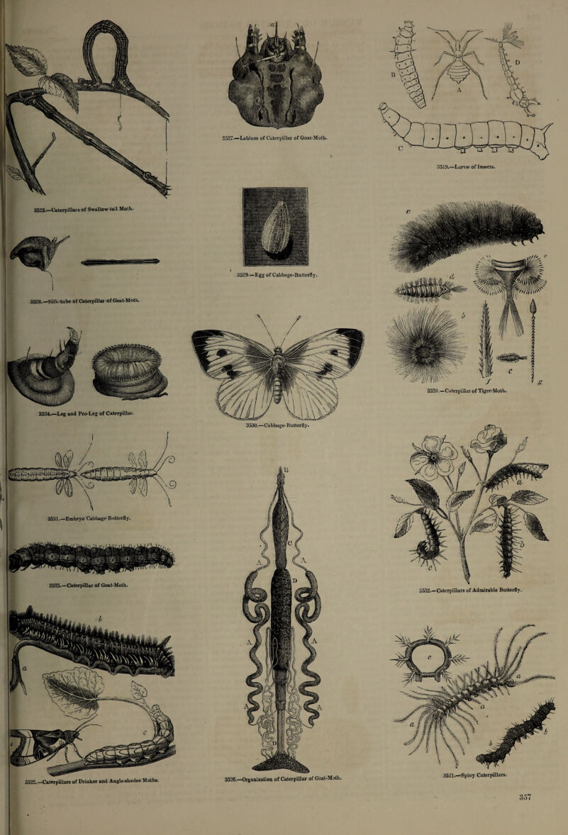 3527-—Labium of Caterpillar of Goat-Moth. I 3529—Egg of Cabbage-Butterfly. 3528.—Silk-tube of Caterpillar of Goat-Moth. 3523.—Caterpillars of Swallow-tail Moth. 3524.—Leg and Pro-Leg of Caterpillar. 3530.—Cabbage-Butterfly. 3520.—Caterpillar of Tiger-Moth. 3532.—Caterpillars of Admirable Butterfly. 3521.—Spiny Caterpillars.