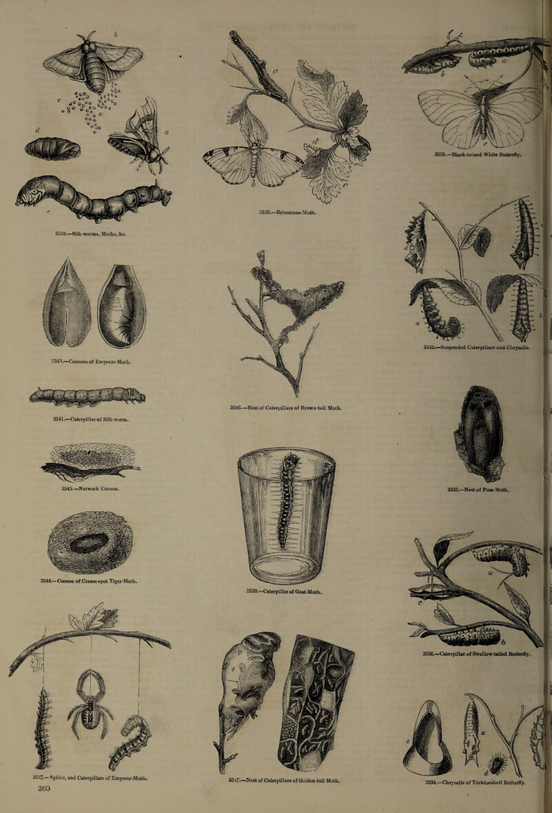 3543.—Cocoons of Emperor-Moth. 3544.—Cocoon of Cream-spot Tiger-Moth. 3535.—Black-veined White Butterfly. 3538.—Brimstone-Moth, 3533.—Suspended Caterpillars and Chrysalis. 3542,—Nest of Puss-Moth. 3539.—Caterpillar of Goat-Moth. 37.—Spider, and Caterpillars of Emperor-Moth, 3534.—Chrysalis of Tortoiseshell Butterfly.