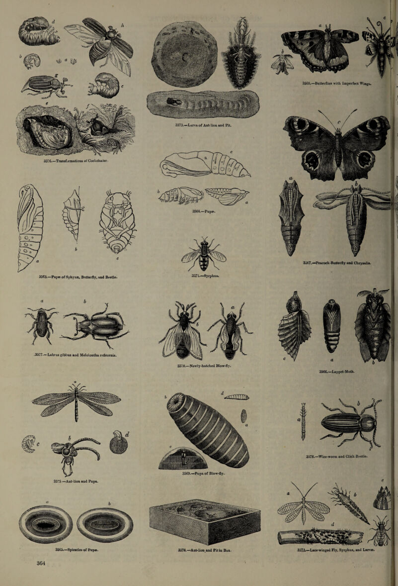 3376.—Transformations of Cockchafer. 3563.—Pupae of Sphyux, Butterfly, and Beetle. 3573.—Larva of Ant-lion and Pit. 3564.—Pup®. \