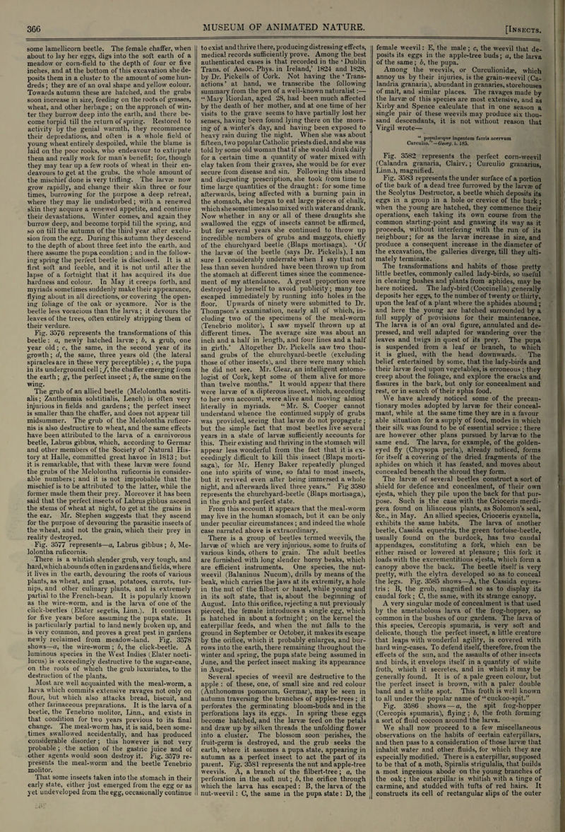 some lamellicorn beetle. The female chaffer, when about to lay her eggs, digs into the soft earth of a meadow or corn-field to the depth of four or five inches, and at the bottom of this excavation she de¬ posits them in a cluster to the amount of some hun¬ dreds ; they are of an oval shape and yellow colour. Towards autumn these are hatched, and the grubs soon increase in size, feeding on the roots of grasses, wheat, and other herbage ; on the approach of win¬ ter they burrow deep into the earth, and there be¬ come torpid till the return of spring. Restored to activity by the genial warmth, they recommence their depredations, and often is a whole field of young wheat entirely despoiled, while the blame is laid on the poor rooks, who endeavour to extirpate them and really work for man's benefit; for, though they may tear up a few roots of wheat in their en¬ deavours to get at the grubs, the whole amount of the mischief done is very trifling. The larvae now grow rapidly, and change their skin three or four times, burrowing for the purpose a deep retreat, where they may lie undisturbed; with a renewed skin they acquire a renewed appetite, and continue their devastations. Winter comes, and again they burrow deep, and become torpid till the spring, and so on till the autumn of the third year after exclu¬ sion from the egg. During this autumn they descend to the depth of about three feet into the earth, and there assume the pupa condition ; and in the follow¬ ing spring the perfect beetle is disclosed. It is at first soft and feeble, and it is not until after the lapse of a fortnight that it has acquired its due hardness and colour. In May it creeps forth, and myriads sometimes suddenly make their appearance, flying about in all directions, or covering the open¬ ing foliage of the oak or sycamore. Nor is the beetle less voracious than the larva; it devours the leaves of the trees, often entirely stripping them of their verdure. Fig. 3576 represents the transformations of this beetle : a, newly hatched larvae; 6, a grub, one year old; c, the same, in the second year of its growth; d, the same, three years old (the lateral spiracles are in these very perceptible) ; e, the pupa in its underground cell;/, the chaffer emerging from the earth; g, the perfect insect; h, the same on the wing. The grub of an allied beetle (Melolontha sostiti- alis; Zantheumia solstitialis, Leach) is often very injurious in fields and gardens; the perfect insect is smaller than the chaffer, and does not appear till midsummer. The grub of the Melolontha ruficor- nis is also destructive to wheat, and the same effects have been attributed to the larva of a carnivorous beetle, Labrus gibbus, which, according to Germar and other members of the Society of Natural His¬ tory at Halle, committed great havoc in 1813; but it is remarkable, that with these larvae were found the grubs of the Melolontha ruticornis in consider¬ able numbers; and it is not improbable that the mischief is 1o be attributed to the latter, while the former made them their prey. Moreover it has been said that the perfect insects of Labrus gibbus ascend the stems of wheat at night, to get at the grains in the ear. Mr. Stephen suggests that they ascend for the purpose of devouring the parasitic insects of the wheat, and not the grain, which their prey in reality destroyed. Fig. 3577 represents—a, Labrus gibbus; b, Me¬ lolontha ruticornis. There is a whitish slender grub, very tough, and hard,which abounds often in gardens and fields, where it lives in the earth, devouring the roots of various plants, as wheat, and grass, potatoes, carrots, tur¬ nips, and other culinary plants, and is extremely partial to the French-bean. It is popularly known as the wire-worm, and is the larva of one of the click-beetles (Elater segetis, Linn.). It continues for five years before assuming the pupa state. It is particularly partial to land newly broken up, and is very common, and proves a great pest in gardens newly reclaimed from meadow-land. Fig. 3578 shows—a, the wire-worm ; b, the click-beetle. A luminous species in the West Indies (Elater nocti- lucus) is exceedingly destructive to the sugar-cane, on the roots of which the grub luxuriates, to the destruction of the plants. Most are well acquainted with the meal-worm, a larva which commits extensive ravages not only on flour, but which also attacks bread, biscuit, and other farinaceous preparations. It is the larva of a beetle, the Tenebrio molitor, Linn., and exists in that condition for two years previous to its final change. The meal-worm has, it is said, been some¬ times swallowed accidentally, and has produced considerable disorder; this however is not very probable ; the action of the gastric juice and of other agents would soon destroy it. Fig. 3579 re¬ presents the meal-worm and the beetle Tenebrio molitor. That some insects taken into the stomach in their early state, either just emerged from the egg or as yet undeveloped from the egg, occasionally continue to exist and thrive there, producing distressing effects, ; medical records sufficiently prove. Among the best authenticated cases is that recorded in the ‘Dublin Trans, of Assoc. Phys. in Ireland,’ 1824 and 1828, by Dr. Pickells of Cork. Not having the ‘ Trans- ; actions’ at hand, we transcribe the following j summary from the pen of a well-known naturalist:— i “ Mary lliordan, aged 28, had been much affected ; by the death of her mother, and at one time of her ; visits to the grave seems to have partially lost her , senses, having been found lying there on the morn¬ ing of a winter’s day, and having been exposed to heavy rain during the night. When she was about fifteen, two popular Catholic priests died, and she was 1 told by some old woman that if she would drink daily for a certain time a quantity of water mixed with clay taken from their graves, she would be for ever secure from disease and sin. Following this absurd and disgusting prescription, she took from time to time large quantities of the draught: for some time afterwards, being affected with a burning pain in the stomach, she began to eat large pieces of chalk, which she sometimes also mixed with water and drank. Now whether in any or all of these draughts she swallowed the eggs of insects cannot be affirmed, but for several years she continued to throw up incredible numbers of grubs and maggots, chiefly of the churchyard beetle (Blaps mortisaga). ‘Of the larvae of the beetle (says Dr. Pickells), I am sure I considerably underrate when I say that not less than seven hundred have been thrown up from the stomach at different times since the commence¬ ment of my attendance. A great proportion were destroyed by herself to avoid publicity; many too escaped immediately by running into holes in the floor. Upwards of ninety were submitted to Dr. Thompson’s examination, nearly all of which, in¬ cluding two of the specimens of the meal-worm (Tenebrio molitor), 1 saw myself thrown up at different times. The average size was about an inch and a half in length, and four lines and a half in girth.’ Altogether Dr. Pickells saw two thou¬ sand grubs of the churchyard-beetle (excluding those of other insects), and there were many which he did not see. Mr. Clear, an intelligent entomo¬ logist of Cork, kept some of them alive for more than twelve months.” It would appear that there were larvae of a dipterous insect, which, according to her own account, were alive and moving almost literally in myriads. “ Mr. S. Cooper cannot understand whence the continued supply of grubs was provided, seeing that larvae do not propagate ; but the simple fact that most beetles live several years in a state of larvae sufficiently accounts for this. Their existing and thriving in the stomach will appear less wonderful from the fact that it is ex¬ ceedingly difficult to kill this insect (Blaps morti¬ saga), for Mr. Henry Baker repeatedly plunged one into spirits of wine, so fatal to most insects, but it revived even after being immersed a whole night, and afterwards lived three years.” Fig 3580 represents the churchyard-beetle (Blaps mortisaga), in the grub and perfect state. From this account it appears that, the meal-worm may live in the human stomach, but it can be only under peculiar circumstances ; and indeed the whole case narrated above is extraordinary. There is a group of beetles termed weevils, the larvae of which are very injurious, some to fruits of various kinds, others to grain. The adult beetles are furnished with long slender horny beaks, which are efficient instruments. One species, the nut- weevil (Balaninus Nucum), drills by means of the beak, which carries the jaws at its extremity, a hole in the nut of the filbert or hazel, while young and in its soft state, that is, about the beginning of August. Into this orifice, rejecting a nut previously pierced, the female introduces a single egg, which is hatched in about a fortnight; on the kernel the caterpillar feeds, and when the nut falls to the ground in September or October, it makes its escape by the orifice, which it probably enlarges, and bur¬ rows into the earth, there remaining throughout the winter and spring, the pupa state being assumed in June, and the perfect insect making its appearance in August. Several species of weevil are destructive to the apple : of these, one, of small size and red colour (Anthonomus pomorum, Germar), may be seen in autumn traversing the branches of apples-trees ; it perforates the germinating bloom-buds and in the perforations lays its eggs. In spring these eggs become hatched, and the larvae feed on the petals and draw up by silken threads the unfolding flower into a cluster. The blossom soon perishes, the fruit-germ is destroyed, and the grub seeks the earth, where it assumes a pupa state, appearing in autumn as a perfect insect to act the part of its parent. Fig. 3581 represents the nut and apple-tree weevils. A, a branch of the filbert-tree; a, the perforation in the soft nut; b, the orifice through which the larva has escaped : B, the larva of the 1 nut-weevil; C, the same in the pupa state : D, the female weevil: E, the male ; c, the weevil that de¬ posits its eggs in the apple-tree buds; a, the larva of the same; b, the pupa. Among the weevils, or Curculionidae, which annoy us by their injuries, is the grain-weevil (Ca- landria granaria), abundant in granaries, storehouses of malt, and similar places. The ravages made by the larva; of this species are most extensive, and as Kirby and Spence calculate that in one season a single pair of these weevils may produce six thou¬ sand descendants, it is not without reason that Virgil wrote— “ pojmlatque injjentcm farris acervum Curculio.’ — Georg, i. 185. Fig. 3582 represents the perfect corn-weevil (Calandra granaria, Clairv.; Curculio granarius, Linn.), magnified. Fig. 3583 represents the under surface of a portion of the bark of a dead tree furrowed by the larvre of the Scolytus Destructor, a beetle which deposits its eggs in a group in a hole or crevice of the bark; when the young are hatched, they commence their operations, each taking its own course from the common starting-point and gnawing its way as it proceeds, without interfering with the run of its neighbour; for as the larva; increase in size, and produce a consequent increase in the diameter of the excavation, the galleries diverge, till they ulti¬ mately terminate. The transformations and habits of those pretty little beetles, commonly called lady-birds, so useful in clearing bushes and plants from aphides, may be here noticed. The lady-bird (Coccinella) generally deposits her eggs, to the number of twenty or thirty, upon the leaf of a plant where the aphides abound; and here the young are hatched surrounded by a full supply of provisions for their maintenance. The larva is of an oval figure, annulated and de¬ pressed, and well adapted for wandering over the leaves and twigs in quest of its prey. The pupa is suspended from a leaf or branch, to which it is glued, with the head downwards. The belief entertained by some, that the lady-birds and their larvae feed upon vegetables, is erroneous ; they creep about the foliage, and explore the cracks and fissures in the bark, but only for concealment and rest, or in search of their aphis food. We have already noticed some of the precau¬ tionary modes adopted by larvae for their conceal- mant, while at the same time they are in a favour able situation for a supply of food, modes in which their silk was found to be of essential service ; there are however other plans pursued by larvae to the same end. The larva, for example, of the golden¬ eyed fly (Chrysopa perla), already noticed, forms for itself a covering of the dried fragments of the aphides on which it has feasted, and moves about concealed beneath the shroud they form. The larvae of several beetles construct a sort of shield for defence and concealment, of their own ejesta, which they pile upon the back for that pur¬ pose. Such is the case with the Crioceris merdi- gera found on liliaceous plants, as Solomon’s seal, &c., in May. An allied species, Crioceris cyanella, exhibits the same habits. The larva of another beetle, Cassida equestris, the green tortoise-beetle, usually found on the burdock, has two caudal appendages, constituting a fork, which can be either raised or lowered at pleasure; this fork it loads with the excrementitious ejesta, which form a canopy above the back. The beetle itself is very pretty, with the elytra developed so as to conceal the legs. Fig. 3585 shows—A, the Cassida eques¬ tris ; B, the grub, magnified so as to display its caudal fork ; C, the same, with its strange canopy. A very singular mode of concealment is that used by the ametabolous larva of the frog-hopper, so common in the bushes of our gardens. The larva of this species, Cercopis spumaria, is very soft and delicate, though the perfect insect, a little creature that leaps with w:onderful agility, is covered with hard wing-cases. To defend itself, therefore, from the effects of the sun, and the assaults of other insects and birds, it envelops itself in a quantity of white froth, which it secretes, and in which it may be generally found. It is of a pale green colour, but the perfect insect is brown, with a paler double band and a white spot. This froth is well known to all under the popular name of “cuckoo-spit.” Fig. 3586 shows — a, the spit frog-hopper (Cercopis spumaria), flying ; b, the froth forming a sort of fluid cocoon around the larva. We shall now proceed to a few miscellaneous observations on the habits of certain caterpillars, and then pass to a consideration of those larvae that inhabit water and other fluids, for which they are especially modified. There is a caterpillar, supposed to be that of a moth, Spiralis strigulalis, that builds a most ingenious abode on the young branches of the oak ; the caterpillar is whitish with a tinge of carmine, and studded with tufts of red hairs. It constructs its cell of rectangular slips of the outer
