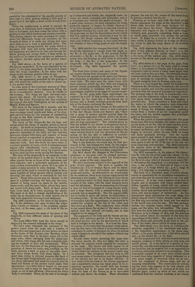 careful in Ihe adjustment of the specific gravity of their case to their powers, adding a little sand or gravel to it if too light, a straw or bit of rush if too heavy. When the caddis-worm is about to assume its pupa state, it withdraws itself completely within its case or tenement, and then closes the orifice with a grating of silk, which hardens and remains insoluble. This grating admits the water necessary for respir¬ ation, but effectually keeps out intruders, tor the threads of which it is made are strong, and cross each other so as to form a perforated plate. The time of change having arrived, the pupa, which is furnished with hard and horny mandibles, which are temporary and about to be lost, cuts through the silken grating and creeps forth; it then swims by the action of its limbs to the surface, or adheres to any object; the skin splits, and the perfect insect emerges. Fig. 3605 shows—A, the larva of a species of Phryganea, magnified ; B, the case inhabited by the larva ; C, the pupa, magnified ; D, the perfect insect with the wings expanded ; E, the same with the wings in the ordinary position when at rest. Fig. 3606 shows-a, the pupa of Phryganea; c and d, the appearance presented by the grating of silk with which the orifice of the case is closed up; b, the perfect insect. In some parts of the Continent showers'of Phry- ganeas resemble those of the Ephemerae, filling the air for a considerable distance. They fly chiefly in the evening. The wings are light and semi-trans¬ parent, like gauze. M. Latreille retains these in¬ sects in the order Neuroptera, but they constitute the type of the order Trichoptera in the system of Messrs. Kirby and Spence. The larva of the dragon-fly is aquatic, and the perfect insect on wide-spread wings may often be seen sweeping round ponds and lakes, or the slug¬ gish parts of rivers, for the purpose of committing its eggs to the fluid element, in which the young brood are destined to live. The larva of the dragon-fly has six legs, and creeps about the stems of aquatic plants in search of prey. Its mode of progression, however, through the water is very extraordinary. Appended to the posterior extremity of the body are five leaf-like processes, fringed with hairs, and capable of being closed together or expanded at pleasure ; these sur¬ round the orifice of a cavity furnished with strong muscular walls. Into this cavity the larva takes in a certain quantity of water, which it instantaneously rejects with considerable force; repeating this action it thus propels itself along by a quick series of jerks, each ejective stroke giving the impulse. The larva of the dragon-fly is as voracious in the water as the perfect insect is in the air; it devours other aquatic larvae, as those of the ephemerae, and even tadpoles; and a prehensile apparatus of the most curious construction is given to it in order to enable it more securely to seize its prey. The an¬ terior part of the head is covered by a mask in three parts, capable of being opened, and of closing and securing the prey, which is conveyed to the true mouth. These three pieces may be likened to the parts of a helmet covering the face, but the visor, instead of being raised up, opens in the middle, transversely, and the inner edges, where they meet, are armed with sharp teeth. Each of these plates then turns back, as it were, exposing the mouth. The mask is in fact a strange modification of the under lip, so inconspicuous in most insects, but in this larva singularly developed and fashioned. Fig. 3607 represents—a, the larva of the dragon¬ fly ; b, the abdomen, laid open to show the respir¬ atory vessels, or tracheae ; c, the pumping appara¬ tus, shut; d, the same, open ; e, the head of the in¬ sect. Fig. 3608 represents the mask of the larva of the dragon-fly, in four different states of opening and shutting. The pupa differs little from the larva, except in displaying the encased rudiments of .the wings. We have often witnessed the exclusion of the perfect insect from the pupa, and a number of dragon-flies and pupa-cases are now before us, taken on the banks of the Kennet, near Reading, where thousands were then to be seen; some yet in the pupa state, others emerging from the pupa-case, and others, with wings still wet and crumpled, wait¬ ing the moment of their full invigoration. When the time for the disclosure of the perfect insect ap¬ proaches, it leaves the water, and, crawling up the bank, ascends a stalk of grass, or any other plant, and there clings firmly with sharp claws. In a short time, owing to internal pressure, the back of the thorax splits longitudinally, and as regularly as if a sharp instrument had made the incision, and the head and thorax of the perfect insect make their appearance ; in a little time it begins to rise more completely, and to draw its legs out of those of the pupa, as out of cast-off boots; afterwards the whole body is extricated. There, by the side of its slough, MUSEUM OF ANIMATED NATURE. as if exhausted and feeble, the dragon-fly rests : its wings are small, crumpled, and powerless; and it is inanimate and without the means of escape. In a short time, however, the body elongates, the wings gradually expand; it begins to vibrate them as if to try their strength ; suddenly it rises and wheels in rapid flight through the sunny air. On looking at the pupa-case, we find the fissure has so nicely closed that it is only by looking attentively it can be dis¬ covered : the slough remains still clinging to the stalk, and without examining it, one could scarcely tell whether it was a living pupa or only the empty case. Fig. 3609 exhibits the changes described: A, the dragon-fly beginning to escape from the pupa; a, the fly; b, the pupa-case ; 13, the process further advanced; c, the fly ; d, the pupa-case: C, the fly nearly free, and forming an arch while it extricates the body ; e, the fly; f, the pupa-case: D, the dragon-fly with the wings in a great measure developed. Fig. 3610 represents the perfect insect. The Gnat tribe (Culex) and many of the Tipulse are aquatic during their incomplete stages. The larva of one species of the latter, the Chirono- mus plumosus, is abundant in ponds, and even rain¬ water tubs. We have seen the water teem with these creatures, which are like little red wriggling jointed worms, perpetually swimming about. The caudal extremity is furnished with several small appendages, regarded as an organ of aquatic respir¬ ation. In the pupa state these appendages are replaced by a tuft of fine bristles, and a coronet is produced on the head like a five-starred ray of plumes, and a double envelope projects from each side of the thorax, enclosing the limbs. The pupae undergo their change on the surface of the water with the thorax above it, and in allusion to this fact Messrs. Kirby and Spence ask, “ How can a pupa ’ of greater specific gravity than the water remain suspended without motion at its sur¬ face, and how can its thorax, which is its heaviest part, be kept uppermost?” The solution given is, that, the middle of the thorax is oleaginous, and re¬ pels the water, and that as soon as the pupa by its exertions has forced this part above the surface, the water retreats from it, and the attraction of the air acting on the dry part is sufficient to counter¬ balance the body's gravity, as a needle being very dry will float on water from the same cause. May it not, however, we would ask, be that pre¬ viously to the last change the body, by the expan¬ sion of the internal parts, becomes really so light as to remain floating ? This is a mere suggestion. Fig. 3611 shows the changes of the Chironomus plumosus : a, the gnat, with its plumed antenna ; b, the larva of the same, called the blood-worm; d and c, pupa of the same, magnified. We have previously alluded to the egg-raft of the gnat (Culex pipiens). The larva is aquatic, but breathes air; it is of strange figure, and its move¬ ments with the head downwards are singularly quick and active. As atmospheric air is necessary for its existence, there is an express organization for obtaining a due supply. On looking at these larvae in a quiescent state, we find them invariably at the surface of the water, with the head hanging down and the tail above. Now on examining one through a lens we find it to consist of a long slender body, and a large thorax, with a strange-looking head, scarcely less in magnitude. The tail appears bifid, but in reality it gives off, before its termination, a breathing-tube. At the end of this tube is a circlet of moveable hair-like appendages, so arranged as to sustain the creature at the top of the water, and thus serve as a float. The respiratory tube, which is just raised above the surface of the water, is con¬ nected with the internal air-vessels, and is thus adapted for its assigned use. The segments of the body and the thorax are fur¬ nished with radiatory pencils of fine hairs, and on the head are two cilia, by the movements of which food is brought to the mouth. It is from the vibra- tile action of the body that the animal swdms about, and the fine hairs with which it is furnished seem to contribute to render it buoyant, for when its actions cease it begins to ascend to the surface without any visible effort. Several times before assuming the pupa state this larva moults its skin, but when this state is attained the creature would scarcely be recognised as the same. The thorax and head appear to be no longer divided, but form one continuous portion, within which the outlines of the perfect insect may be detected. The - elongated tail-like body is still used as an organ of locomotion, and the pupa floats at the surface, but not in its former attitude. It now swims with the back of the thorax uppermost, and a remarkable change has taken place in its re¬ spiratory apparatus; the caudal tube has become obliterated, and in its place two short tubes rise from the back of the thorax, so as to have their orifices just above the surface. These alterations prepare the way for the escape of the insect from its pristine element into the air. Floating, as we have said, with the back of the thorax uppermost, the pupa, as the important crisis draws near, becomes still more buoyant, till its back rises above the water. The membranous in¬ tegument now begins to dry, it then splits longi¬ tudinally, and, gradually expanding, forms a boat, in which rests, unwefted and secure, the perfect insect. It floats on a coracle of its own pupa- case, which it leaves behind as it rises on flutter¬ ing wings to join the mazy dance of its kindred myriads. Fig. 3612 represents the larva of the common gnat (Culex pipiens) floating in water: a a, the head and body; b, the caudal respiratory tube; c, the larva, of the natural size. Fig. [3613 shows several of the larvae and pupae in a glass vessel of water. Fig. 3614 shows at c, the pupa of the gnat, front view ; d, a lateral view of the same, with its dorsal tubes; «, is a species of Tipula, and b its pupa, the respiratory tube of which is many times larger than the body, and as fine as a hair; its extremity always remains above the surface of the water, for the pur¬ pose of carrying on respiration. Fig. 3615 shows the gnat escaping from its floating pupa-case. There is a two-winged fly, called by Goedart the Chameleon-fly (Stratiomys Chamseleon), the larva of which is aquatic, and is at the same time beautifully provided with the means of atmospheric respiration. The terminal ring of the body is considerably elon¬ gated, and the respiratory orifice is fringed around with about thirty feathered filaments, forming a beautiful star. These constitute a float, and repel the water, in which the creature rests suspended with the head downwards: when it wishes to de¬ scend, it brings the filaments together, enclosing within them a bubble of air for respiration under the water, and the bubble appears like a brilliant pellet of burnished silver. When the period of transformation into the pupa draws near, this larva forsakes the water, and creeps up the bank, or on the leaf of some aquatic plant, with only a portion of its tail submerged. It now becomes motionless, and the embryo fly enclosed begins to contract within its case, while its wings and limbs gradually develop. Into the vacant space around it, and which it previously occupied, the air enters for the supply of the insect, which soon opens a sort of lid at the top of the dry co¬ nical pupa-case, and emerges. Fig.'3616 represents the aquatic larva of the Chameleon-fly with its caudal apparatus expanded. Fig. 3617 represents—A, the pupa of the chame¬ leon-fly with the lid of the pupa-case raised ; B, the same, magnified to show the contracted embryo of the fly in its case, which it does not even nearly fill: C, the embryo fly, magnified ; a a, antennae ; b b, the eyes ; c, the sucker; d d, first pair of legs; e e, se¬ cond pair; f f, wings folded up; g, h, ?, rings of body ; k k, stigmata, or respiratory orifices. The larva of a Tipulidan gnat (Corethra plumi- cornis)is remarkable for its crystalline transparency, and from this and its minute size it is not very easy to discover. It is less than a quarter of an inch in length, and is furnished with horny jointed man¬ dibles, capable of being united into one pointed borer. The tail is furnished with a pencil of plumed bristles, which may perhaps serve for aquatic respir¬ ation, and also as organs of locomotion. As this transparent larva approaches the pupa stage, two kidney-shaped brown bodies become visible within the first ring succeeding the head, and two smaller in the fourth ring from the last. The first, perhaps, enclose two singular horns, which appear on the pupa, and the latter two tail-paddles. The transi¬ tion from the larva into the pupa state, according to Reaumur, is by a change of skin, and the antennae of the perfect insect are enclosed in the horn-like appendages of the latter. The pupa is very lively, jerking about, and generally keeps close to the sur¬ face of the water, above which its horns project. Fig. 3618 shows—a a, the larva of Corethra plu- micornis, magnified ; b, the mandibles and palpi; c, the respiratory appendages; d, the pupa, mag¬ nified ; e, the pupa, natural size ;/, the larva, natural size ; g, the female fly; h, the male. All are acquainted with what are termed rat-tailed maggots, common in filthy drains, in oozy mud, and similar places. It is the larva of a species of two¬ winged fly, very like a bee in appearance, the Helophi- lus pendulus, and its singular tail is an apparatus for breathing admirably adapted to its necessities. This instrument consists of an outer tube, within which a much finer tube, capable of being extended to a very great length, is retracted when not in use; both are composed of fibrous rings, and are of amazing extensibility. The contrivance for extend¬ ing the inner tube appears to be very simple, and yet extremely efficient: it receives at its base two flexible pipes, coiled up when at rest, which are continued from the internal tracheae, or air-vessels, i , | t,