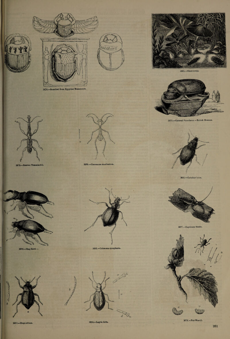 3631 —Calathus latas. 3676.—Stag- Beetl 3632.—Calosoma sycophanta. 363).—Blaps obtusa. 3634.—Lagria liirta. 3677. —Capricorn Beetle. 3673. -Nut-Weevil. 11 / /