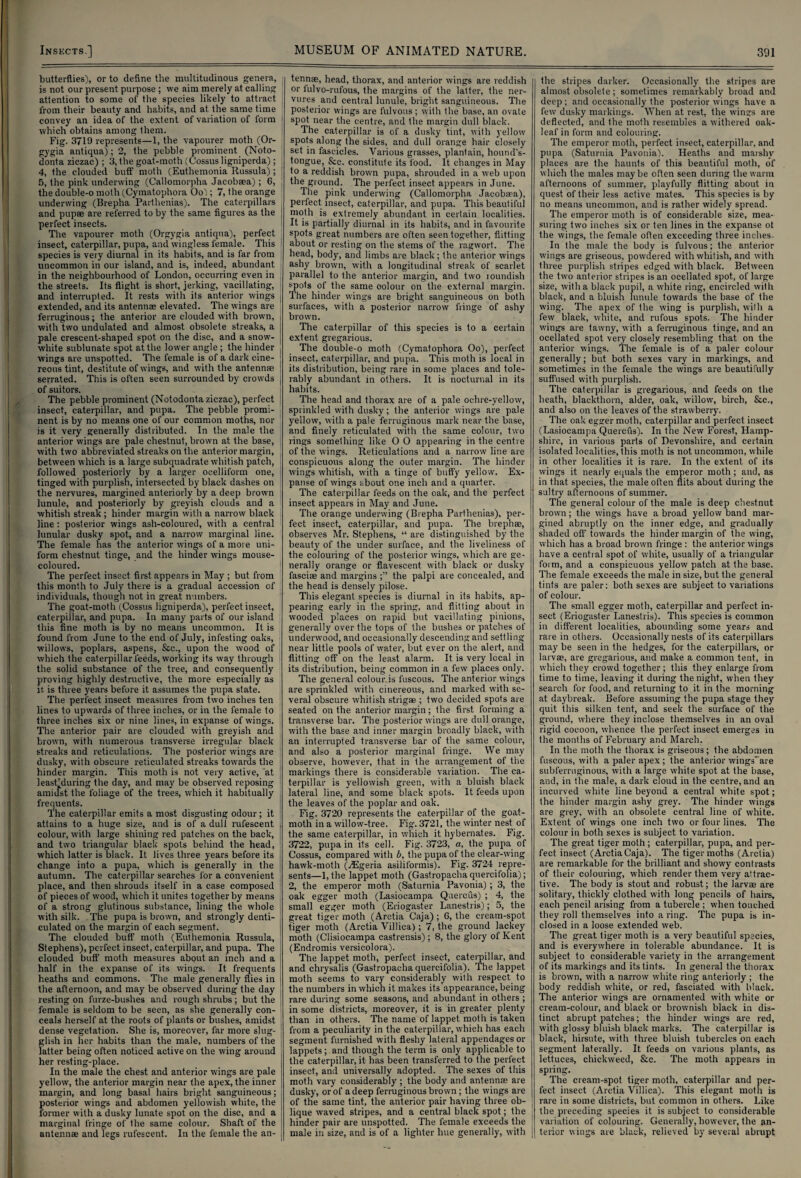 butterflies), or to define the multitudinous genera, is not our present purpose ; we aim merely at calling attention to some of the species likely to attract from their beauty and habits, and at the same time convey an idea of the extent of variation of form which obtains among them. Fig. 3719 represents—1, the vapourer moth (Or- gygia antiqua); 2, the pebble prominent (Noto- donta ziczac) ; 3, the goat-moth (Cossus ligniperda) ; 4, the clouded buff moth (Euthemonia Russula) ; 5, the pink underwing (Callomorpha Jacobaea); 6, the double-o moth (Cymatophora Ool; 7, the orange underwing (Brepha Parthenias). The caterpillars and pupae are referred to by the same figures as the J perfect insects. The vapourer moth (Orgygia antiqua), perfect insect, caterpillar, pupa, and wingless female. This species is very diurnal in its habits, and is far from uncommon in our island, and is, indeed, abundant in the neighbourhood of London, occurring even in the streets. Its flight is short, jerking, vacillating, and interrupted. It rests with its anterior wings extended, and its antennae elevated. The wings are ferruginous; the anterior are clouded with brown, with two undulated and almost obsolete streaks, a pale crescent-shaped spot on the disc, and a snow- white sublunate spot at the lower angle; the hinder ' wings are unspotted. The female is of a dark cine- j reous tint, destitute of wings, and with the antennae serrated. This is often seen surrounded by crowds of suitors. The pebble prominent (Notodonta ziczac), perfect | insect, caterpillar, and pupa. The pebble promi¬ nent is by no means one of our common moths, nor is it very generally distributed. In the male the anterior wings are pale chestnut, brown at the base, with two abbreviated streaks on the anterior margin, between which is a large subquadrate whitish patch, followed posteriorly by a larger ocelliform one, tinged with purplish, intersected by black dashes on the nervures, margined anteriorly by a deep brown lunule, and posteriorly by greyish clouds and a whitish streak ; hinder margin with a narrow black line: posterior wings ash-coloured, with a central lunular dusky spot, and a narrow’ marginal line. The female has the anterior wings of a more uni¬ form chestnut tinge, and the hinder wings mouse- coloured. The perfect insect first appears in May ; but from this month to July there is a gradual accession of individuals, though not in great numbers. The goat-moth (Cossus ligniperda), perfect insect, caterpillar, and pupa. In many parts of our island this fine moth is by no means uncommon. It is found from June to the end of July, infesting oaks, willows, poplars, aspens, &c., upon the wood of which the caterpillar feeds, working its way through the solid substance of the tree, and consequently proving highly destructive, the more especially as it is three years before it assumes the pupa state. The perfect insect measures from two inches ten lines to upwards of three inches, or in the female to three inches six or nine lines, in expanse of wings. The anterior pair are clouded with greyish and brown, with numerous transverse irregular black streaks and reticulations. The posterior wings are dusky, with obscure reticulated streaks towards the hinder margin. This moth is not very active, at least^during the day, and may be observed reposing amidst the foliage of the trees, which it habitually frequents. The caterpillar emits a most disgusting odour; it attains to a huge size, and is of a dull rufescent colour, with large shining red patches on the back, and two triangular black spots behind the head, which latter is black. It lives three years before its change into a pupa, which is generally in the autumn. The caterpillar searches for a convenient place, and then shrouds itself in a case composed of pieces of wood, which it unites together by means of a strong glutinous substance, lining the whole with silk. The pupa is brown, and strongly denti¬ culated on the margin of each segment. The clouded buff moth (Euthemonia Russula, Stephens), perfect insect, caterpillar, and pupa. The clouded buff moth measures about an inch and a half in the expanse of its wings. It frequents heaths and commons. The male generally flies in the afternoon, and may be observed during the day resting on furze-bushes and rough shrubs; but the female is seldom to be seen, as she generally con¬ ceals herself at the roots of plants or bushes, amidst i dense vegetation. She is, moreover, far more slug- : glish in her habits than the male, numbers of the latter being often noticed active on the wing around her resting-place. In the male the chest and anterior wings are pale yellow, the anterior margin near the apex, the inner margin, and long basal hairs bright sanguineous; posterior wings and abdomen yellowish white, the former with a dusky lunate spot on the disc, and a ! marginal fringe of the same colour. Shaft of the antennae and legs rufescent. In the female the an- j tennae, head, thorax, and anterior wings are reddish or iulvo-rufous, the margins of the latter, the ner¬ vures and central lunule, bright sanguineous. The posterior wings are fulvous ; with the base, an ovate spot near the centre, and the margin dull black. The caterpillar is of a dusky tint, with yellow spots along the sides, and dull orange hair closely set in fascicles. Various grasses, plantain, hound's- tongue, &c. constitute its food. It changes in May to a reddish brown pupa, shrouded in a web upon the ground. The perfect insect appears in June. The pink underwing (Callomorpha Jacobaea), periect insect, caterpillar, and pupa. This beautiful moth is extremely abundant in certain localities. It is partially diurnal in its habits, and in favourite spots great numbers are often seen together, flitting about or resting on the stems of the ragwort. The head, body, and limbs are black; the anterior wings ashy brown, with a longitudinal streak of scarlet parallel to the anterior margin, and two roundish *-pots of the same colour on the external margin. The hinder wings are bright sanguineous on both surfaces, with a posterior narrow fringe of ashy brown. The caterpillar of this species is to a certain extent gregarious. The double-o moth (Cymatophora Oo), perfect insect, caterpillar, and pupa. This moth is local in its distribution, being rare in some places and tole¬ rably abundant in others. It is nocturnal in its habits. The head and thorax are of a pale ochre-yellow, sprinkled with dusky; the anterior wings are pale yellow, with a pale ferruginous mark near the base, and finely reticulated with the same colour, two rings something like O O appearing in the centre of the wings. Reticulations and a narrow line are conspicuous along the outer margin. The hinder wings whitish, with a tinge of huffy yellow. Ex¬ panse of wings about one inch and a quarter. The caterpillar feeds on the oak, and the perfect insect appears in May and June. The orange underwing (Brepha Parthenias), per¬ fect insect, caterpillar, and pupa. The brephse, observes Mr. Stephens, “ are distinguished by the beauty of the under surface, and the liveliness of the colouring of the posterior wings, which are ge¬ nerally orange or flavescent with black or dusky fasciae and margins ;” the palpi are concealed, and the head is densely pilose. This elegant species is diurnal in its habits, ap¬ pearing early in the spring, and flitting about in wooded places on rapid but vacillating pinions, generally over the tops of the bushes or patches of underwood, and occasionally descending and settling near little pools of water, but ever on the alert, and flitting off on the least alarm. It is very local in its distribution, being common in a few places only. The general colour is fuscous. The anterior wings are sprinkled with cinereous, and marked with se¬ veral obscure whitish strigae ; two decided spots are seated on the anterior margin; the first forming a transverse bar. The posterior wings are dull orange, with the base and inner margin broadly black, with an interrupted transverse bar of the same colour, and also a posterior marginal fringe. We may observe, however, that in the arrangement of the markings there is considerable variation. The ca¬ terpillar is yellowish green, with a bluish black lateral line, and some black spots. It feeds upon the leaves of the poplar and oak. Fig. 3720 represents the caterpillar of the goat- moth in a willow-tree. Fig. 3721, the winter nest of the same caterpillar, in which it hybernates. Fig. 3722, pupa in its cell. Fig. 3723, a, the pupa of Cossus, compared with b, the pupa of the clear-wing hawk-moth (JEgeria asiliformis). Fig. 3724 repre¬ sents—1, the lappet moth (Gastropachaquercifolia); 2, the emperor moth (Saturnia Pavonia) ; 3, the oak egger moth (Lasiocampa Quercus) ; 4, the small egger moth (Eriogaster Lanestris); 5, the great tiger moth (Arctia Caja) ; 6, the cream-spot tiger moth (Arctia Villica); 7, the ground lackey moth (Clisiocampa castrensis); 8, the glory of Kent (Endromis versicolora). The lappet moth, perfect insect, caterpillar, and and chrysalis (Gastropachaquercifolia). The lappet moth seems to vary considerably with respect to the numbers in which it makes its appearance, being rare during some seasons, and abundant in others ; in some districts, moreover, it is in greater plenty than in others. The name of lappet moth is taken from a peculiarity in the caterpillar, which has each segment furnished with fleshy lateral appendages or lappets; and though the term is only applicable to the caterpillar, it has been transferred to the perfect insect, and universally adopted. The sexes of this moth vary considerably ; the body and antennae are dusky, or of a deep ferruginous brown; the wings are of the same tint, the anterior pair having three ob¬ lique waved stripes, and a central black spot; the hinder pair are unspotted. The female exceeds the male in size, and is of a lighter hue generally, with the stripes darker. Occasionally the stripes are almost obsolete; sometimes remarkably broad and deep ; and occasionally the posterior wings have a few dusky markings. When at rest, the wins:s are deflected, and the moth resembles a withered oak- leaf in form and colouring. The emperor moth, perfect insect, caterpillar, and pupa (Saturnia Pavonia). Heaths and marshy places are the haunts of this beautiful moth, of which the males maybe often seen during the warm afternoons of summer, playfully flitting about in quest of their less active mates. This species is by no means uncommon, and is rather widely spread. The emperor moth is of considerable size, mea¬ suring two inches six or ten lines in the expanse ot the wings, the female often exceeding three inches. In the male the body is fulvous; the anterior wings are griseous, powdered with whitish, and with three purplish stripes edged with black. Between the two anterior stripes is an ocellated spot, of large size, with a black pupil, a white ring, encircled with black, and a bluish lunule towards the base of the wing. The apex of the wing is purplish, with a few black, white, and rufous spots. The hinder wings are tawny, with a ferruginous tinge, and an ocellated spot very closely resembling that on the anterior wings. The female is of a paler colour generally; but both sexes vary in markings, and sometimes in the female the wings are beautifully suffused with purplish. The caterpillar is gregarious, and feeds on the heath, blackthorn, alder, oak, willow, birch, &c., and also on the leaves of the strawberry. The oak egger moth, caterpillar and perfect insect (Lasiocampa Quercus). In the New Forest, Hamp¬ shire, in various parts of Devonshire, and certain isolated localities, this moth is not uncommon, while in other localities it is rare. In the extent of its wings it nearly equals the emperor moth ; and, as in that species, the male often flits about during the sultry afternoons of summer. The general colour of the male is deep chestnut brown; the wings have a broad yellow band mar¬ gined abruptly on the inner edge, and gradually shaded off towards the hinder margin of the wing, which has a broad brown fringe : the anterior wings have a central spot of white, usually of a triangular form, and a conspicuous yellow patch at the base. The female exceeds the male in size, but the general tints are paler: both sexes are subject to variations of colour. The small egger moth, caterpillar and perfect in¬ sect (Eriogaster Lanestris). This species is common in different localities, abounding some years and rare in others. Occasionally nests of its caterpillars may be seen in the hedges, for the caterpillars, or larvae, are gregarious, and make a common tent, in which they crowd together; this they enlarge from time to time, leaving it during the night, when they search for food, and returning to it in the morning at daybreak. Before assuming the pupa stage they quit this silken tent, and seek the surface of the ground, where they inclose themselves in an oval rigid cocoon, whence the perfect insect emerges in the months of February and March. In the moth the thorax is griseous ; the abdomen fuscous, with a paler apex ; the anterior wings~are subferruginous, with a large white spot at the base, and, in the male, a dark cloud in the centre, and an incurved white line beyond a central white spot; the hinder margin ashy grey. The hinder wings are grey, with an obsolete central line of white. Extent of wings one inch two or four lines. The colour in both sexes is subject to variation. The great tiger moth; caterpillar, pupa, and per¬ fect insect (Arctia Caja). The tiger moths (Arctia) are remarkable for the brilliant and showy contrasts of their colouring, which render them very attrac¬ tive. The body is stout and robust; the larvae are solitary, thickly clothed with long pencils of hairs, each pencil arising from a tubercle ; when touched they roll themselves into a ring. The pupa is in¬ closed in a loose extended web. The great tiger moth is a very beautiful species, and is everywhere in tolerable abundance. It is subject to considerable variety in the arrangement of its markings and its tints. In general the thorax is brown, with a narrow white ring anteriorly ; the body reddish white, or red, fasciated with black. The anterior wings are ornamented with white or cream-colour, and black or brownish black in dis¬ tinct abrupt patches; the hinder wings are red, with glossy bluish black marks. The caterpillar is black, hirsute, with three bluish tubercles on each segment laterally. It feeds on various planls, as lettuces, chickweed, &c. The moth appears in spring. The cream-spot tiger moth, caterpillar and per¬ fect insect (Arctia Villica). This elegant moth is rare in some districts, but common in others. Like the preceding species it is subject to considerable variation of colouring. Generally, however, the an¬ terior wings are black, relieved by several abrupt