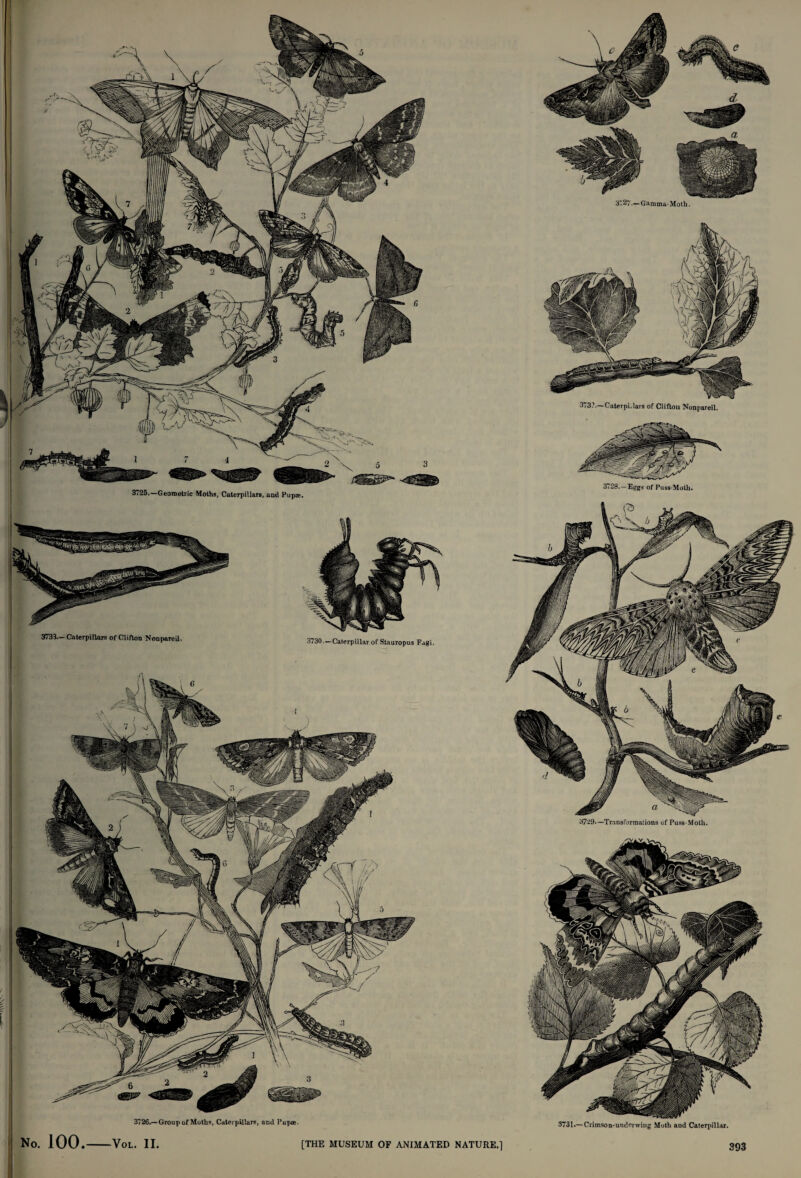 3730.—Caterpillar of Stauropus Fagi. 3733.— Caterpillars of Clifton Nonpareil. 3729.—Transformations of Puss-Moth. 3726.—Group of Moths, Caterpillars, and Pupae. 3731.— Crimson-underwing Moth and Caterpillar. No. 100 VOL. II