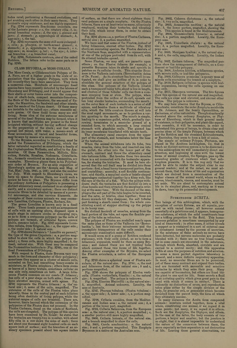 tildes revel, performing: a thousand evolutions, and yet avoiding each other in .their mazy dance. They evidently enjoy existence, and are highly organized. Fig. 3784 represents Brachionus urceolaris, one of the Loricate group: a «, the rotatory cilia; 6, in¬ ternal branchial organs; d, the eye; e, gizzard and jaws; /, stomach; g, appendages of stomach; h, egff-sacs; i, the tail. Fig. 3785 represents the same still more enlarged : r, cilia; p, pharynx, or tooth-armed gizzard; e, stomach; a p, appendages to the stomach ; n v, egg-sacs; m, muscles; q, tail; o, the eye; b, inter¬ nal branchiae: c a, branchial canal. Fig. 378G, Notommata centrura, one of the naked Rotifera. The letters refer to the same parts as in Fig. 3785. CLASS BRYOZOA, or MOSS CORALS. The Moss Corals, or Ciliobranchiate Polypes of Dr. A. Farre, are of a higher grade in the scale of or¬ ganization than the simpler Polypes, with which till recently they have been associated. They form a numerous class. Hundreds of microscopic fossil species have been recently detected by the labours of Ehrenberg and D'Orbigny, and it would appear that their shells or outer tunics enter into the composi¬ tion of chalk-beds, compact mountain-limestone, the flints of the Jura limestone, the sea-sand of Eu- I rope, the Mauritius, the Sandwich and other islands, and the sands of the Libyan desert. Of these many are invisible to the naked eye ; others resemble mi¬ nute grains. Of these fossil forms many are still living. Some idea of the extreme minuteness of several of the fossil Bryozoa maybe formed, when it is known that multitudes are present in the finest levigated whiting, without having suffered change in the preparation of the chalk; and that w’hen spread out mixed, with water, a mosaic-work of these animalcules, of varied and beautiful forms, may be seen by means of a microscope. To the Bryozoa, according to Ehrenberg, must be added the Foraminifera of D'Orbigny, which the latter naturalist, regarded as constituting a family of the Cephalopodous Mollusks, and allied to the Am¬ monites. Of these Foraminifera, Milliola, Bilo- culina, Rotalia, Rosalina, Nodosaria, Cristellaria, &c., formerly considered as minute Ammonites, are examples. Ehrenberg places them in his Polythal- mic order of Bryozoa. For an able exposition of Ehrenberg’s system see the ‘ Annals and Mag. of Nat. Hist.’ June, 1841, p. 29G : and also the number for July. With respect to Ehrenberg's views, we have no space to discuss them, nor would such a review be here in place. The Bryozoa differ from the ordinary Anthozoa or Polypifera in possessing a distinct alimentary canal, contained in an abdominal cavity, and a circulatory system ; there are distinct muscular fibres to be detected by means of a power¬ ful microscope, and also nervous filaments. As examples of these curious animals wre may enume¬ rate Lunulites, Cellepora, Flustra, Eschara, &c. The genus Lunulites is known only in a fossil * state. These fossils present us with an arrangement of cells with an opening above, disposed upon a single stage in concave circles or diverging rays, so as to form a cretaceous polypary (as the cells of polypes are termed), of orbicular figure, convex above, concave below. Fig. 3787 represents Lunu¬ lites radiata, from Grignon, &c.: a, the upper side ; c, the under side ; b, natural size. Fig. 3788 shows Defiance's “ Lunulite en parasol,” the type of the genus Cupularia: a, a portion mag¬ nified to show the cells in which the polypes re¬ sided ; c, three cells, more highly magnified ; b, the fossil, natural size. With these may be compared the Nummuliteslenticularis (Fig. 3789), one of the fossil Foraminifera of D’Orbigny. With respect to Flustra, these Bryozoa vary very much in the form and character of their polyparies ; sometimes they appear as a cluster of minute cells, extended on fuci, and resembling honey-combs in miniature, as Flustra eriophora; others form stems or leaves of a horny texture, sometimes cellular on one side only, sometimes on both. A large folia- ceous Flustra common on our coasts (F. foliaceal, has cells of a pear shape on both sides; these cells have elevated margins, armed with spines. Fig. 379U represents the Flustra foliacea: «, the’na¬ tural size ; 6. some of the cells, magnified. The extension of the cells of the Flustra takes place laterally, those in the central part of each foliation being olten destitute of living polypes, while the external ranges of cells are tenanted. There are, however, limits beyond which the extension of the polyparies of the Flustra does not proceed. In the Flustra Carbasea, found on the coasts of Scotland, the cells are elongated. The polypes of this species have been examined by Dr. Grant: he states that the tentacles are twenty-two in number, with about fifty cilia in a row down the sides of each ; there are about one thousand eight hundred cells on each square inch of surface; and the branches of an or¬ dinary specimen present about ten square inches 407 of surface, so that there are about eighteen thou¬ sand polypes on a single zoophyte. On the Flustra foliacea, there are at least, twice as many, all actively employed, working their tentacles, and vibrating their cilia which cover them, in order to obtain their food. Fig. 3791 shows—a, a portion of Flustra Carbasea, natural size ; b, a portion magnified. We have said that some of the Flustrae, instead of being foliaceous, encrust other bodies. Fig. 3792 shows an encrusting species, the Flustra dentata of the Northern Seas, magnified with a representation of one of the polypes protruded from its cell, with its ciliated tentacles spread. Some Flustrae, we may add, are parasitic upon others ; on the Flustra foliacea for example, a parasitic Bryozoon takes its abode and spreads in patches on its cellular fronds. This singular Bryo¬ zoon is the Valkeria imbrieata (Bowerbankia densa of Dr. Farre). As its structure has been well inves¬ tigated, we shall give an outline of it, in order to elucidate the general structure of the polypes of this class. The polypes of the Valkeria inhabit each a transparent horny tube, about, a line in length, and clusters of these tubular cells rise from a com¬ mon creeping base or slem. The polype, when protruded from the orifice of its cell, spreads out ten long slender tentacles, surrounding the mouth; on the outer face of each tentacle is a series of stiff spines, and besides them a multitude of vibratory cilia, which the little creature throws at will into the most rapid movements, so as to produce a vor¬ tex gyrating to the mouth. The mouth is simple, leading to a capacious gullet, which, gradually nar¬ rowing, terminates in a muscular gizzard of a rounded form, to which succeeds a long conical stomach with glandular walls. The gizzard has its inner membrane tessellated with minute teeth. The alimentary canal emerges from the upper part, of the stomach, and terminates below the base of the tentacles. When the animal withdraws into its tube, two muscles, rising from the tube, and inserted one into the gullet, the other into the lower part of the stomach, contract and throw the alimentary canal into tortuous folds. But besides these two muscles there is a set connected with the tentacular appara¬ tus, for closing the tentacles. It must be here ob¬ served that the cell itself may be divided into three portions: first, a basal horny transparent portion, firm and unyielding; secondly, a soft flexible continua¬ tion ; and thirdly, a marginal circle of bristle-shaped appendages connected together by a filmy web, like the rays of the fin of a fish. When the polype with¬ draws itself, the tentacles are first fiolded up into a close bundle and then retracted, the oesophagus retir¬ ing at the same time. With the descent of the oeso¬ phagus the soft part of the tube begins to be inverted, and the setae, or bristles, close together; these are drawn inwards till they disappear, the soft tubular part forming a sheath round them ; the whole con¬ stituting a sort of stopper shutting up the polype in its horny case. Six distinct fasciculi of muscles, arising from the hard portion of the tube, act upon the flexible por¬ tion of the tube as retractors. The polypes of Flustra are modelled nearly upon the same plan as those of the Valkeria (or ‘Bower¬ bankia ’), but their ‘extreme minuteness and the incomplete transparency of the cells render their microscopic examination more difficult. It would seem as if a group of Rotifera rendered stationary, with their cells united, so as to form a foliaceous expansion, would be then so many Bry¬ ozoa ; and indeed there are not wanting links which connect these two forms of life together. Among other examples of the Bryozoa, we select the Flustra avicularis, a native of the European seas. Fig. 3793 shows a spherical mass of Flustra avi¬ cularis, of the natural size. Fig. 3794; a, the root and foliaceous form, of the natural size ; b and c, portions magnified. Fig. 3795 shows the polypary of Electra verti- cella (Flustra verticellata, Gmelin): a, the natural size ; b, magnified. The polype is unknown. Fig. 3796, Elzerina Blainvillii : a, the natural size : b, magnified. Animal unknown. Locality, the seas of Australia. Fig. 3797, Pherusa tubulosa (Flustra tubulosa): a, the upper side ; b, lower side; c, a portion mag¬ nified. Fig. 3798, Cellaria ceroides, from the Mediter¬ ranean and Indian seas : a, the natural size; b, a portion of the lower part, magnified. Fig. 3799, Cellaria Salicornia, from the European seas: a, the natural size ; b, a portion magnified ; c, a smaller portion still more highly magnified. Fig. 3800, Cellaria loricata, of the natural size, and a branch magnified to show the cells. Fig. 3801, Canda arachnoidea: o, the natural size; b and c, portions magnified. This Zoophyte Bryozoon is a native of the Australian seas. Fig. 3802, Caberea dichotoma: a, the natural size ; b, two cells, magnified. Fig. 3803, Acamarchis neritina: a, the natural size ; b, the lower portion, magnified, showing the cells. This species is found in the Mediterranean. Fig. 3804, Gemmicellaria bursaria: a, natural size; b, a portion magnified. Locality, the Euro¬ pean seas. Fig. 3805, Unicellaria chelata: a, the natural size; b, a portion magnified. Locality, the Euro¬ pean seas. Fig. 380G, Menipaea hyalina : a, the natural size ; b and c, the cells, magnified. Locality, the Indian seas. Fig. 3807, Eschara foliacea. The magnified por¬ tions show the arrangement of the cells, on a fion- deseent or leaf-like polypary. Fig. 3808, Andonea foliifera, a foliaceous species, with minute cells, or leaf-like polyparies. Fig. 3S09, Cellepora pumicosa : aspongy mass of minute cells encrusting the branch of a zoophyte. Fig. 3810, Retipora cellulosa : a species with leaf¬ like expansions, having the cells opening on one face only. Fig. 3811, Discopora verrucosa. The two figures show this species of the natural size and magnified. The cells are close and elevated, and encrust other bodies. The polype is unknown. We may here observe that the Bryozse, or Cilio- branehiata, constitute the order Zoophyta ascidioi'da of Dr. Johnson, and the family Operculifera, or Eschariaea, of other naturalists. Though structurally elevated above the ordinary Zoophytes, or Phy- tozae of Ehrenberg, which in their general mode of existence, in their poliparies, and plant-like aspect, they resemble, it will be necessary, in order to understand this group of beings, to obtain clear and precise ideas of the simple Polypes, between which and the Rotifera and the stemmed Echinodermata, or Encrinites, they seem to form a link of union. The simple or ordinary Polypes, Phytozoa, are placed in the Acrilous subkingdom, viz. that in which no distinct nervous system is to be discerned ; to this subkingdom we will immediately direct our attention, and beginning at once with the lowest forms of animal creation, the Sponges, pass up the ascending grades of existence which that sub¬ kingdom presents. It is in this way only that we shall be able to render the subject clear to out¬ general readers; and at the outset, we must ad¬ monish them, that the ideas of life and organization which are derived from a consideration of the higher classes of the animal world, where we find nerves, blood-vessels, viscera, and muscles, must be set aside. We are about to contemplate animal life in its simplest phase, and, marking as it were its daw’n, trace up its primordial developments. Subkingdom ACRITA. The beings of this subkingdom, which, with the exception of certain Entozae, are all aquatic, pre¬ sent us with varied forms; all however consist essentially of a gelatinous and.it appears, homogene¬ ous substance, of which the solid constituents bear but a trifling proportion to the fluid. This homo¬ geneous gelatine is sometimes unsupported by any kind of framework ; in other cases, it either invests a support or is contained in a sort of external case or investment formed by the process of secretion. In the substance of these animals no nerves have been detected, but nervous molecules are probably blended with it; there are no true blood-vessels, yet in some canals are excavated in the substance, through which fluids, absorbed, circulate and are carried to a central cavity; and this apparatus fulfils at once the purposes of nutrition and aeration. In some a more perfect digestive laboratory is present, and a more definite respiratory apparatus. In most, no muscular fibres are to be perceived, yet of these many contract and expand their bodies, and are furnished with moveable and sensitive tentacles by which they seize their prey. Many are capable of locomotion, but others are fixed like the plant to one spot for life. Some secrete a fluid of an irritating quality w hich gives great pain to the hand with which it comes in contact. There is ordinarily no distinction of sexes, and reproduction takes place either by the simple division of the body, by granular ova, or gemmules which become detached from the parent body, the form of which they ultimately assume. In many instances the Acrita form compound animals: numbers united together, form a vital whole, constituting one animal, if we regard it in some points; but many, if we regard it in others. Such are the Zoophytes, the Diphyes, and others. In the case of the latter, the body consists of two portions, a larger and smaller; but the junction is so slight, that it is almost impossible to understand the nature of the connexion between them, Ihe more especially as their separation is not destructive of life. Leaving these general observations, we