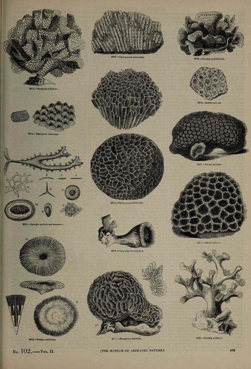 Wl k. : i sFr^ >, ,*'f *,«*JvA#r,#»*« »?<?« VMfef'fM ;yri»gopora geniculata. 3818.—Pavonia boletiformis. 3810.— Retepora cellulosu 3819.—Abtraea an.i'ins. 3911.— Discopora verrucosa. 38-0.—Astiaea rotulosa. 38i5.—Caten, ua escharo’Ue 3812.- Spongia oculatn aud struct ur*’ 3814 —rarynj hyllia cyanthus. ill / ^ ',w ,iiH /j it 3813.—Fungia patellar;*. 33,7,—Meandtina Daedalaea 3822.—Oculina axillaris No. 102.-VOL. II. \W/A l ~ a il