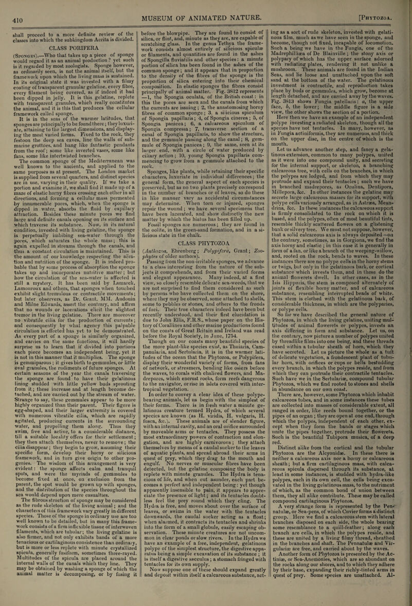 shall proceed to a more definite review of the classes into which the subkingdom Acrita is divided. CLASS POMFERA (Sponges).—Who that takes up a piece of sponge would regard it as an animal production ? yet such is it regarded by most zoologists. Sponge however, as ordinarily seen, is not the animal itself, but the framework upon which the living mass is sustained. In its original state it was invested with a filmy coating of transparent granular gelatine, every fibre, every filament being covered, as if indeed it had been dipped in jelly. It is this gelatine, replete with transparent granules, which really constitutes the animal, and it is this that produces the cellular framework called sponge. It is in the seas of the warmer latitudes, that sponges are principally to be found there; they luxuri¬ ate, attaining to the largest dimensions, and display¬ ing the most varied forms. Fixed to the rock, they festoon the deep sea caves, line the walls of sub¬ marine grottoes, and hang like fantastic pendants from the roof; some like inverted vases, some like fans, some like intertwisted branches. The common sponge of the Mediterranean was well known to the ancients, and applied to the same purposes as at present. The London market is supplied from several quarters, and distinct species are in use, varying in their quality. If we take a portion and examine it, we shall find it made up of a maze of elastic horny fibres crossing each other in all directions, and forming a cellular mass permeated by innumerable pores, which, when the sponge is dipped in water, absorbs the fluid by capillary attraction. Besides these minute pores we find large and definite canals opening on its surface and which traverse its substance. Now, in its natural condition, invested with living gelatine, the sponge is perpetually imbibing sea-water through the pores, which saturates the whole mass; this is again expelled in streams through the canals, and thus a constant circulation is maintained. This is the amount of our knowledge respecting the aera¬ tion and nutrition of the sponge. It is indeed pro¬ bable that by some process of absorption the sponge takes up and incorporates nutritive matter; but how the circulation of the sea-water is affected is still a mystery. It has been said by Lamarck, Lamouroux and others, that sponges when touched exhibit slight tremulous or contractile movements; but later observers, as Dr. Grant, MM. Audouin and Milne Edwards, assert the contrary, and affirm that no wounds or lacerations elicit the slightest tremor in the living gelatine. There are moreover no vibratile cilia for the production of currents; and consequently by what agency this palpable circulation is effected has yet to be demonstrated. As every part of a sponge is similarly organized, and carries on the same functions, it will hardly surprise us to learn that if divided into portions each piece becomes an independent being, yet it is not in this manner that it multiplies. The sponge is gemmiparous; it gives birth to gemnuiles, or little oval granules, the rudiments of future sponges. At certain seasons of the year the canals traversing the sponge are found to have their gelatinous lining studded with little yellow buds sprouting from it; these increase and at length become de¬ tached, and are carried out by the stream of water. Strange to say, these gemmules appear to be more highly organized than their parent. Their figure is egg-shaped, and their larger extremity is covered with numerous vibratile cilia, which are rapidly agitated, producing currents in the surrounding wafer, and propelling them along. Thus they swim, free and active, to a considerable distance, till a suitable locality offers for their settlement; they then attach themselves, never to remove; the cilia disappear; they begin to gro w, assuming their specific form, develop their horny or silicious framework, and in turn give origin to other pro¬ genies. The wisdom of this arrangement is very evident: the sponge affects calm and tranquil spots, and were the myriads of gemmules to become fixed at once, on exclusion from the parent, the spot would be grown up with sponges, and the distribution of the species throughout the sea woidd depend upon mere casualties. The fibrous struction of sponge may be considered as the rude skeleton of the living animal; and the characters of this framework vary greatly in different species. Those of the sponge in ordinary use are too well known to be detailed, but in many this frame¬ work consists of a firm inflexible tissue of interwoven filaments, which are tubular; the living gelatine is also firmer, and not only exhibits bands of a more tenacious or cartilaginous consistence than ordinaiy, but is more or less replete with minute crystallized spicula, generally fusiform, sometimes three-rayed. Multitudes of the spicula are placed around the internal walls of the canals which they line. They may be obtained by washing a sponge of which the animal matter is decomposing, or by fusing it MUSEUM OF ANIMATED NATURE. before the blowpipe. They are found to consist of silica, or flint, and, minute as they are, are capable of scratching glass. In the genus Tethya the frame¬ work consists almost entirely of silicious spiculae or filaments, and quantities are found in the ashes of Spongilla fluviatilis and other species : a minute portion of silica has been found in the ashes of the common sponge ; and it appears that in proportion to the density of the fibres of the sponge is the proportion of silica entering into their chemical ! composition. In elastic sponges the fibres consist j principally of animal matter. Fig. 3812 represents —1, the Spongia oculata, of the British coast: in i this the pores are seen and the canals from which the currents are issuing; 2, the anastomosing horny fibres of common sponge ; 3, a silicious spiculum of Spongia papillaris ; 4, of Spongia cinerea ; 5, of Spongia panieea; 6, a calcareous spiculum of Spongia compressa; 7, transverse section of a canal of Spongia papillaris, to show the structure, ! and the gemnmle passing along the canal; 8, gem- mule of Spongia panieea; 9, the same, seen at its larger end, with a circle of water produced by ciliary action ; 10, young Spongia papillaris com¬ mencing to grow from a gemmule attached to the rock. Sponges, like plants, while retaining their specific characters, luxuriate in individual differences; the general form, the general aspect of each species is preserved, but as no two plants precisely correspond in the number of branches or of leaves, so do these in like manner vary as accidental circumstances may determine. 'When torn or injured, sponges repair the wound ; we have several specimens that have been lacerated, and show distinctly the new matter by which the hiatus has been filled up. Fossil sponges are numerous; they are found in the oolite, in the green-sand formation, and in a si¬ licious state in the chalk. CLASS PHYTOZOA (.Anlhozoa, Ehrenberg; Pohjpifsra, Grant; Zoo¬ phytes of older authors). Passing from the non-irritable sponges, we advance to a class interesting from the nature of the sub¬ jects it comprehends, and from their varied forms and elegant appearance. Many indeed, at a first view, so closely resemble delicate sea-weeds, that we are not surprised to find them considered as such by persons who have collected them on the shore, where they may be observed, some attached to shells, some to pebbles or stones, and others to the fronds of fuci. Their true characters indeed have been but recently understood, and their first elucidation is due to John Ellis, F.R.S., whose paper on the His¬ tory of Corallines and other marine productions found on the coasts of Great Britain and Ireland was read before the Royal Society, in June, 1754. Though on our coasts many beautiful species of the more plant-like species exist, as Thuiaria, Cam- panularia, and Sertularia, it is in the warmer lati¬ tudes of the ocean that the Phytozoa, or Polypifera, display their wonderful variety of forms, from fans of network, or streamers, bending like osiers before the waves, to corals with chaliced flowers, and Ma¬ drepores, which encrust rocks, form reefs dangerous to the navigator, or rise in islets covered with inter- tropical vegetation. In order to convey a clear idea of these polype¬ bearing animals, let us begin with the simplest of their forms. There is in fresh water a minute ge¬ latinous creature termed Hydra, of which several species are known (as H. viridis, H. vulgaris, II. fusca, &c.). These animals are of slender figure, with an internal cavity, and an oral orifice surrounded by moveable arms or tentacles. They possess the most extraordinary powers of contraction and elon¬ gation, and are highly carnivorous ; they attach themselves by means of a caudal sucker to the leaves of aquatic plants, and spread abroad their arms in quest of prey, which they drag to the mouth and engulf. No nerves or muscular fibres have been detected, but the gelatine composing the body is replete with minute granules. The Hydra is tena¬ cious of life, and when cut asunder, each part be¬ comes a perfect and independent being: yet though apparently insensible to pain, it appears to appre¬ ciate the presence of light; and its tentacles doubt¬ less feel the prey round which they cling. The Hydra is free, and moves about over the surface of leaves, or swims in the water with the tentacles downwards, the caudal sucker acting as a float; when alarmed, it contracts its tentacles and shrinks into the form of a small globule, easily escaping ob¬ servation. These minute creatures are not uncom¬ mon in clear ponds or slow rivers. In the Hydra we have an example of a free, independent, gelatinous polype of the simplest structure, the digestive appa¬ ratus being a simple excavation of its substance ; it is itself a digestive sacculus ; a stomach fringed with tentacles for its own supply. No w suppose one of these should expand greatly and deposit within itself a calcareous substance, act¬ [Phytozoa. ing as a sort of rude skeleton, invested with gelati¬ nous film, much as we have seen in the sponge, and become, though not fixed, incapable of locomotion. Such a being we have in the Fungia, one of the Madrephilliaea of De Blainville ; the stony axis or polypary of which has the upper surface adorned with radiating plates, rendering it not unlike a mushroom. These animals are found in the Indian Seas, and lie loose and unattached upon the soft sand at the bottom of the water. The gelatinous investment is contractile, and reproduction takes place by buds or gemmules, which grow, become at length detached, and are carried away by the waves. Fig. 3813 shows Fungia patellaris: a, the upper face, b, the lower; the middle figure is a side view, the other shows the section of a portion. Here then we have an example of an independent polype investing a radiated skeleton, though all the species have not tentacles. In many, however, as in Fungia actiniformis, they are numerous, and thick on the upper disc, in the centre of which is the mouth. Let us advance another step, and fancy a gela¬ tinous extension, common to many polypes, united as it were into one compound unity, and secreting for the internal support, or skeleton, a branching calcareous tree, with cells on the branches, in which the polypes are lodged, and from which they may protrude and expand their tentacles ; such we have in branched madrepores, as Oculina, Dentipora, Millepora, &c. In other instances the gelatine may secrete large calcareous masses for its support, with polype cells variously arranged, as in Astraea, Mean- drina, See. In these instances the calcareous support is firmly consolidated to the rock on which it is based, and the polypes, often of most beautiful tints, resemble thickly scattered flowers on a glistening bank or silvery tree. We must not suppose, however, that a solid calcareous axis is always deposited—on the contrary, sometimes, as in Gorgiona, we find the axis horny and elastic ; in this case it is generally in form of a fan, or like a branch of the weeping-willow, and, roofed on the rock, bends to waves. In these instances there are no polype cells in the horny stems or twigs, but only in the gelatinous bark, or cortical substance which invests them, and in these do the animal flowerets dwell. In other cases, as in the Isis Ilippniis, the stem is composed alternately of joints of flexible homy matter, and of calcareous substance, resembling interrupted beads of white. This stem is clothed with the gelatinous bark, of considerable thickness, in which are the polyparies, or polype cells. So far we have described the general nature of Phytozoa, in which the living gelatine, uniting mul¬ titudes of animal flowerets or polypes, invests an axis differing in form and substance. Let us, on the contrary, now picture a number of polypes united by threadlike films into one being, and these threads cased within a tubular sheath of horn, which they have secreted. Let us picture the whole as a tuft of delicate vegetation, a frondescent plant of tubu¬ lar horn, with orifices or cups or bells bestudding every branch, in which the polypes reside, and from which they can protrude their contractile tentacles. Such have we in the Sertulariae, compound tubular Phytozoa, which we find rooted to stones and shells in abundance on our own coast. There are, however, some Phytozoa which inhabit calcareous tubes, and in some instances these tubes are collected into masses of considerable extent, all ranged in order, like reeds bound together, or the pipes of an organ ; they are open at one end, through which the polypes, independent of each other, ex¬ cept when they form the bands or stages which unite the pipes together, protrude their flowerets. Such is the beautiful Tubipora musica, of a deep red. Distinct alike from the cortical and the tubular Phytozoa are the Alcyonidae. In these there is neither a calcareous axis nor a horny or calcareous sheath; but a firm cartilaginous mass, with calca¬ reous spicula dispersed through its substance, at least in some instances, is studded with hydra-like polypes, each in its own cell, the cells being exca¬ vated in the living gelatinous mass, to the nutriment of which, as the common bond of union between them, they all alike contribute. These may be called compound cartilaginous Phytozoa. A very strange form is represented by the Pen- natulae, or Sea-pens, of which Cuvier forms a distinct group. Here we find a calcareous stem with lateral branches disposed on each side, the whole bearing some resemblance to a quill-feather; along each branch are cells, in which the polypes reside, and these are united by a living filmy thread, sheathed in the branches and shaft. The Pennatulae and Vir- gularise are free, and carried about by the waves. Another form of Phytozoa is presented by the Ac¬ tiniae, or Sea-Anemonies, which are so abundant on the rocks along our shores, and to which they adhere by their base, expanding their richly-tinted arms in quest of prey. Some species are unattached. Al-