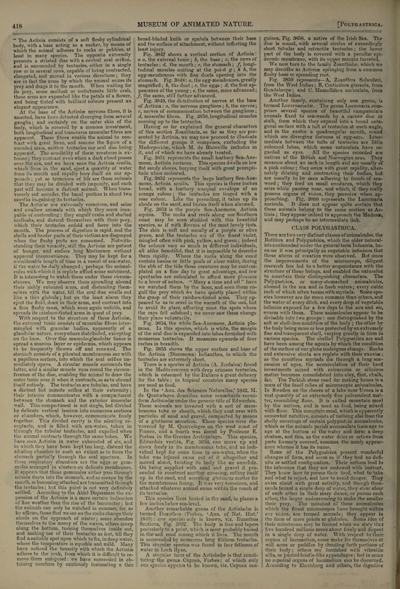 ” The Actinia consists of a soft fleshy cylindrical body, with a base acting as a sucker, by means of •which the animal adheres to rocks or pebbles, at least in many species. The opposite extremity presents a striated disc with a central oral orifice, and is surrounded by tentacles, either in a single row or in several rows, capable of being contracted, elongated, and moved in various directions; they are in fact the arms by which the animal seizes its prey and drags it to the mouth. When waiting for its prev, some mollusk or unfortunate little crab, these arms are expanded like the petals of a flower, and being tinted with brilliant colours present an elegant appearance. At the base of the Actiniae nervous fibres, it is asserted, have been detected diverging from several ganglia; and certainly on the outer skin of the body, which is covered by a mucous investment, both longitudinal and transverse muscular fibres are apparent. These fibres enable the animal to con¬ tract with great force, and assume the figure of a rounded mass, neither tentacles nor oral disc being apparent. The sensibility of these creatures is ex¬ treme ; they contract even w'hen a dark cloud passes over the sun, and we have seen the Actinia senilis, which lives in the sand, eject a quantity of water from its mouth and rapidly bury itself on our ap¬ proach ; yet so tenacious of life are these animals that they may be divided with impunity, and each part will become a distinct animal. When trans¬ versely cut asunder, the basal portion is about two months in.gaining its tentacles. The Actinia are extremely voracious, and seize and swallow animals with which they seem inca¬ pable of contending: they engulf crabs and shelled mollusks, and distend themselves with Iheir prey, which their tentacles enfold and force into the mouth. The process of digestion is rapid, and the shells and harder parts of their victims are disgorged when the fleshy parts are consumed. Notwith¬ standing their voracity, still the Actiniae are patient of hunger, and endure long Abstinence without apparent inconvenience. They may be kept for a considerable length of time in a vessel of sea-water, if the water be daily changed ; perhaps the animal¬ cules with which it is replete afford some nutriment. It is interesting to watch them under these circum¬ stances. We may observe them spreading abroad their richly coloured arms, and distending them¬ selves with the water, till the oral disc swells out like a thin globule; but on the least alarm they eject the fluid, draw in their arms, and contract into a firm fleshy mass, which soon again unfolds, and •spreads its rainbow-tinted arms in quest of prey. With respect to the structure of these Actiniae, the external tunic consists of muscular fibres inter¬ mingled with granular bodies, apparently of a glandular nature, everywhere distributed, excepting on the base. Over this musculo-glandular tissue is spread a mucous layer or epidermis, which appears to be frequently thrown off and renewed. The stomach consists of a plicated membranous sac with a papillous surface, into which the oral orifice im¬ mediately opens. A circular muscle surrounds the latter, and a similar muscle runs round the circum¬ ference of the disc, enabling the animal to draw the outer tunic over it when it contracts, so as to shroud itself entirely. The tentacles are tubular, and have a distinct but minute orifice at their extremity; their interior communicates with a compartment between the stomach and the exterior muscular wall. This compaitment is not single, but divided by delicate vertical laminae into numerous sections or chambers, which, however, communicate freely together. This divided cavity is the aerating re¬ ceptacle, and is filled with sea-water, taken in through the tubular tentacles, and expelled when the animal contracts through the same tubes. We have seen Actiniae in water exhausted of air, and in which they have been kept too long, distend the aerating chamber to such an extent as to force the stomach partially through the oral aperture. In these respiratory chambers are the eggs or gem- mules arranged in clusters on delicate membranes. It appears that these gemmules either pass through minute ducts into the stomach, and so escape by the month, or becoming attached are transmitted thiough the tentacles; but this point is not very definitely settled. According to the Abbe Diquemare the ex¬ pansion of the Actiniae is a more certain indication of fine weather than the rise of the barometer ; but the animals can only be watched in summer, for, as he affirms, those that we see on the rocks change their abode on the approach of winter; some abandon themselves to the mercy of the waves, others creep along the bottom, turning themselves inside out, and making use of their tentacles as feet, till they find a suitable spot upon which to fix, in deep water, where the temperature is equable and mild. Many have noticed the tenacity with which the Ad ini® adhere to the rock, from which it is difficult to re¬ move them uninjured: we have succeeded in ob¬ taining numbers by cautiously insinuating a thin broad-bladed knife or spatula between their base and the surface of attachment, without inflicting the least injury. Fig. 3847 shows a vertical section of Actinia: a a, the external tunic ; b, the base ; c, the rows of tentacles; d, the mouth; e, the stomach; f, longi¬ tudinal muscles uniting at the point g; h h, the egg-membranes with fine ducts opening into the stomach. Fig. 3848: a, the egg-membranes, greatly magnified ; b, the duct; c, the eggs ; d, the first ap¬ pearance of the young ; e, the same, more advanced; f, the same, still farther advanced. Fig. 3849, the distribution of nerves at the base of Actinia : a, Ihe nervous ganglions ; b, the nerves; r, nerves of communication between the ganglions; d, muscular fibres. Fig. 3850, longitudinal muscles running up to the tentacles. Having so far explained the general characters of this section Zoantharia, so far as they are pre¬ sented by Actinia, we may now proceed to illustrate the different groups it comprises, excluding the Madrepoiidse, which M. de Blainville includes in it, and of which we have already treated. Fig. 3851 represents the small leathery Sea-Ane¬ mone, Actinia eoriacea. This species dwells on low Hat. sandy shores, burying itself with great prompti¬ tude when molested. Fig. 3852 represents the large leathery Sea-Ane¬ mone, Actinia senilis. This species is three inches broad, with a leathery unequal envelope of an orange colour; the tentacles are tinged with a rose colour. Like the preceding, it takes up its abode on the sand, and buries itself when alarmed. Fig. 3S53 is the purple Sea-Anemone, Actinia equina. The rocks and reefs along our Southern coast may be seen studded with this beautiful species, as if with flowers of the most lovely tints. The skin is soft and usually of a purple or olive 1 green, and the tentacles are of the finest violet, mingled often with pink, yellow, and green ; indeed the colours vary so much in different individuals, all alike beautiful, that it is impossible to describe them rigidly. Where the rocks along the coast contain basins or little pools of clearwater, during the ebb of the tide these creatures may be contem¬ plated on a fine day to great advantage, and few spectacles are calculated to afford more pleasure to a lover of nature. “ Many a time and oft” have we watched them by the hour, and seen them en¬ gulf the prey which we have quietly placed within the grasp of their rainbow-tinted arms. They ap¬ peared to us to revel in the warmth of the sun, but to avoid its glare, affecting most the spots where the rays fell subdued ; we never saw them change their place voluntarily. Fig. 3854, the white Sea-Anemone, Actinia plu- mosa. In this species, which is white, the margin of the oral disc is expanded into lobes furnished with numerous tentacles. It measures upwards of four inches in breadth. Fig. 3855 shows the upper surface and base of the Actinia (Discosoma) helianthes, in which the tentacles are extremely short. Tnere is a species of Actinia (A. Jordaica) found in the Mediterranean with deep crimson tentacles, which is esteemed by the Italians a great delicacy for the table ; in tropical countries many species are used as food. In the ‘Ann. des Sciences Naturelles,’ 1842, ]\I. de Quatrefages describes some remarkable vermi¬ form Actiniadm under the generic title of Edwardsia. These animals are invested with a sort of mem¬ branous tube or sheath, which they coat, over with particles of sand and gravel, compacted by means of a glutinous secretion. Three species were dis- 'covered by M. Quatrefages on the west coast of Fiance, and a fourth was found by Professor E. Forbes in the Grecian Archipelago. This species, Edwardsia veslita, Fig. 3850, can move up and down freely in its membranous tube, and an indi¬ vidual kept for some time in sea-water, when the tube was injured came out of it. altogether and | moved about, twisting its body like an annelide. On being supplied with sand and gravel it pro- j ceeded to construct another covering, rolling itself up in the sand, and secreting glutinous matter for i the membranous lining. It was very voracious, and attacked whatever animal came within the reach of j its tentacles. This species lives buried in the sand, in places a few inches below sea-level. Another remarkable genus of the Actiniadm is termed Iluanthus (Forbes, ‘Ann. of Nat. Hist.’ 1840): one species only is known, viz. Iluanthus Scotieus, Fig. 3857. The body is free and tapers posteriorly to a point, which is most probably buried in the soft mud among which it lives. The mouth is surrounded by numerous long filiform tentacles. This singular species was found in four fathoms of water in Loch Ryan. A singular form of the Actiniadse is that, consti- | tuting the genus Capnea, Forbes; of which only i one species appears to be known, viz. Capnea san- II guinea, Fig. 3858, a native of the Irish Sea. The disc is round, with several circles of exceedingly short tubular and retractile tentacles ; the lower part of the body is covered with a peculiar epi¬ dermic membrane, with its upper margin turreted. We now turn to the family Zoanthidm. which we may describe as Actiniae springing from a common fleshy base or spreading root. Fig. 3859 represents—A, Zoanthus Solanderi, from the West Indies; B, Corticilera glareola, from Guadaloupe; and C. Mamellilera auriculata, from the West Indies. Another family, containing only one genus, is termed Lucernariadse. The genus Lncernaria com¬ prises several species of beautiful campanula'e animals fixed to sea-weeds by a narrow disc or stalk, from which they expand into a broad octa¬ gonal surface with a tuft of tentacles at each angle, and in the centre a quadrangular mouth, round which are diverging festoons of egg-sacs. Inter¬ mediate between the tufts of tentacles are little coloured lobes, which some naturalists have re¬ garded as eyes. All the species recorded are natives of the British and Norwegian seas. They measure about an inch in length and are usually of a pink colour; they swim with great rapidity, alter¬ nately dilating and contracting their bodies, but are usually .to be seen adhering to fronds of sea¬ weed ; they feed on small Crustacea, which they seize while passing near, and which, if they really possess organs of vision, they perceive when ap¬ proaching. Fig. 3860 represents the Lucernaria auricula. It does not appear quite certain that these animals belong to the same section as Ac¬ tinia ; they appear indeed to approach the Medusae, and may perhaps be an intermediate link. CLASS POLYGASTRICA. There are two very distinct classes of animalcules, the Rotifera and Polygastrica, which the older natural¬ ists confounded under the general term Infusoria, be¬ cause it was principally in vegetable infusions that these aloms of creation were observed. But since the improvements of the microscope, diligent research has led to a better acquaintance with the structure of these beings, and enabled the naturalist to ascertain their distinguishing characters. The Polygastrica, or many-stomached animalcules, abound in the sea and in fresh waters; every cubic inch of which often teems with myriads. Some spe¬ cies however are far more common than others, and Ihe water of every ditch, and every drop of vegetable infusion exposed for a few days to the sun and air, swarm with them. These animalcules appear to be divisable into two groups : one distinguished by the soft or shell-less condition of the body ; the other by the body being more or less protected by an extremely fine and transparent shell, varying greatly in form in various species. The shelled Polygastrica are and have been among the agents by which the condition of the surface of our globe undergoes change. Rocks and extensive strata are replete with their exuviro ; as the countless myriads die through a long suc¬ cession of ages, the accumulation of their hard investments mixed with calcareous or silicious matter becomes consolidated into clay, flint, chalk, &c. The Turkish stone used for making hones is a mass of the fossil relics of microscopic animalcules. In Sweden on the shores of a lake near Urnea is a vast quantity of an extremely fine pulverulent mat¬ ter, resembling flour. It is called mountain meal by the natives, and is used as food, being mixed with flour. This mountain meal, which is apparently somewhat nutritive, consists of nothing else than the shelly coverings of certain polygastiic animalcules, which as the animals perish accumulate from age to age at the bottom of the water and form a deep stratum, and this, as the water diies or retires from parts formerly covered, assumes the mealy appear¬ ance whence it. has its name. Some of the Polygastrica present wonderful cl’.anges of form, and seem as if they had no defi¬ nite or settled configuration. Their actions lead to the inference that they are endowed with instinct. They know how to pursue their food, what to take and what to reject, and how to avoid danger. They swim about with great activity, and though thou¬ sands tenant a single drop of water, they steer clear of each other in their mazy dance, or pursue each other, Ihe larger endeavouring to make the smaller their prey. The minutest of these animalcules which the finest microscopes have brought within our vision, are termed monads; they appear in the form of mere points or globules. Some idea of their minuteness may be formed when we state that five hundred millions move about freely and disport in a single drop of water. With respect to Iheir organs of locomotion, some make for themselves at will arms or paddles by shooting forth portions of their body; others are furnished with vibratile cilia, or jointed bristle-like appendages ; but in some no especial organs of locomotion can be discerned. According to Ehrenberg and others, the digestive