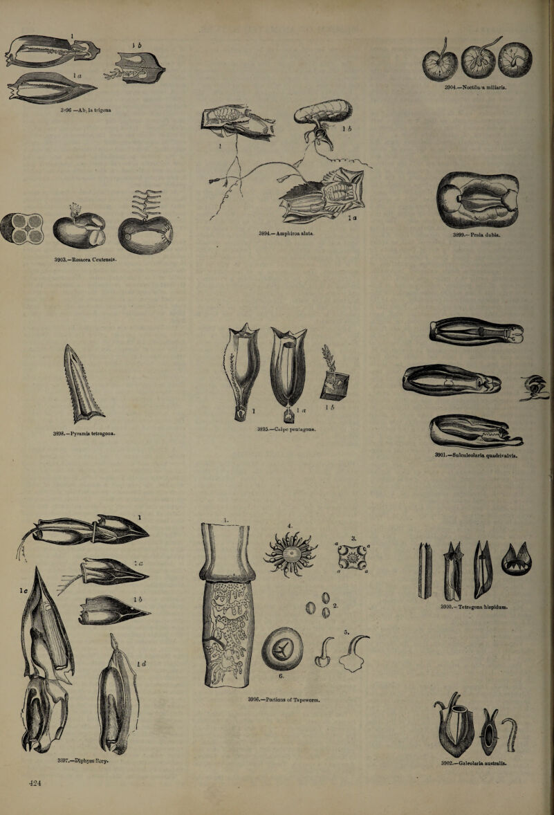 3*96 —Ab; la trigona 3903.—Rosacea Ceutensis. 3894.— Ampliiroa alata. 3904.—Noctilu.'a miliaris. 3899.—Praia dubia. 3897.—Diphyes Pory. 3906,—Portions of Tapeworm.