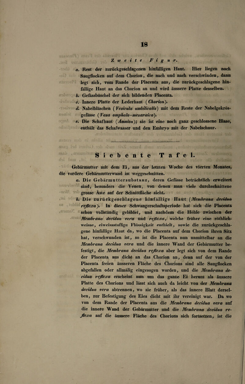 Z ic e i t e Figur, a. Rest der zurückgeschlagenen hinfälligen Haut. Hier liegen noch Saugflocken auf dem Chorion, die nach und nach verschwinden, dann legt sich, vom Rande der Placenta aus, die zurückgeschlagene hin¬ fällige Haut an das Chorion an und wird äussere Platte desselben. b. Gefässbüschel der sich bildenden Placenta. c. Innere Platte der Lederhaut (Chorion). d. Nabelbläschen (Vesicula umbilicalis) mit dem Reste der Nabelgekrös- gefässe ( Vasa omphalo -mesaraica). e. Die Schaf haut (Amnion); sie ist eine noch ganz geschlossene Blase, enthält das Schafwasser und den Embryo mit der Nabelschnur. Siebeute Tafel. 1 **_)i ^ V V* ?' r» ; • • . ’. ’ * *><* ;x s ' ; Gebärmutter mit dem Ei, aus der letzten Woche des vierten Monates, die vordere Gebärmutterwand ist weggeschnitten. a. Die Gebärmuttersubstanz, deren Gefässe beträchtlich erweitert sind, besonders die Venen, von denen man viele durchschnittene grosse Äste auf der Schnittfläche sieht. bi Di e Zurückgeschlagene hinfällige Haut (Membrana deddua reßexay In dieser Schwangerschaftsperiode hat sich die Placenta schon Vollständig gebildet. Und nachdem die Höhle zwischen der Membrana decidua rera und reßexar welche früher eine röthlich- weisse, eiweissstoffige Flüssigkeit enthielt, sowie die zurückgeschla¬ gene hinfällige Haut da, wo die Placenta auf dem Chorion ihren Sitz hat, verschwunden ist, so ist die Placenta nun unmittelbar an die Membrana decidua rera und die innere Wand der Gebärmutter be¬ festigt, die Membrana decidua reßexa aber legt sich von dem Rande der Placenta aus dicht an das Chorion an, denn auf der von der t « .!*• jl_’ f £4 EJS f fl Placenta freien äusseren Fläche des Chorions sind alle Saugflocken abgefallen oder allmälig eingesogen worden, und die Membrana de¬ cidua reßexa erscheint nun um das ganze Ei herum als äussere Platte des Chorions und lässt sich auch da leicht von der Membrana decidua rera abtrennen, wo sie früher, als das innere Blatt dersel¬ ben, zur Befestigung des Eies dicht mit ihr vereinigt war. Da wo von dem Rande der Placenta aus die Membrana decidua rera auf die innere Wand der Gebärmutter und die Membrana decidua re¬ ßexa auf die äussere Fläche des Chorions sich fortsetzen, ist die