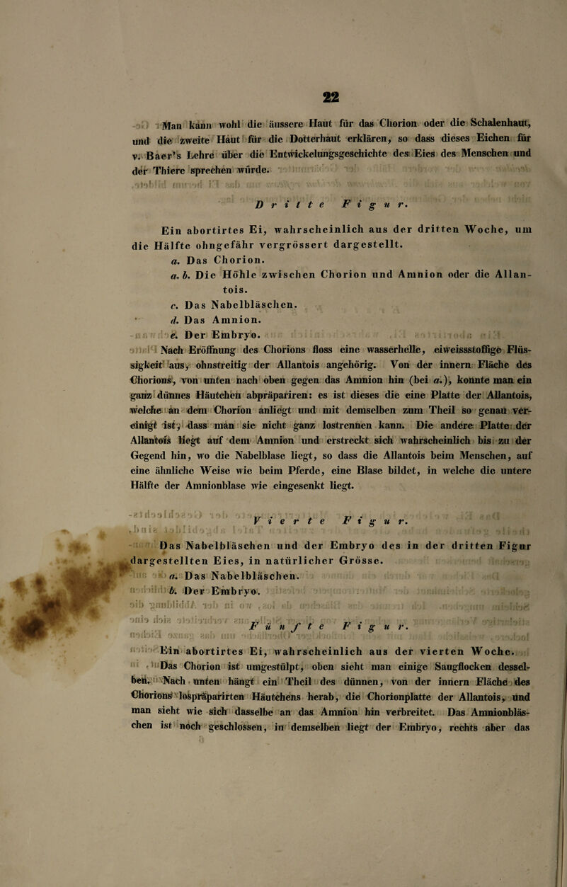 Man kann wohl die äussere Haut für das Chorion oder die Schalenhaut, und die zweite Haut für die Dotterhaut erklären, so dass dieses Eichen für v. Baer’s Lehre über die Entwickelungsgeschichte des Eies des Menschen und der Thiere sprechen würde. .otobfid mimrf irl gef» ns« . • ‘v.V' , v V'- . .1 < v -v Dritte Figur. Ein abortirtes Ei, wahrscheinlich aus der dritten Woche, um die Hälfte ohngefähr vergrössert dargestellt. a. Das Chorion. a.b. Die Höhle zwischen Chorion und Amnion oder die Allan- tois. c. Das Nabelbläschen. ä. Das Amnion. e. Der Embryo. Nach Eröffnung des Chorions floss eine wasserhelle, eiweissstoffige Flüs¬ sigkeit aus, ohnstreitig der Allantois angehörig. Von der innern Fläche des Chorions, von unten nach oben gegen das Amnion hin (bei «.), konnte man ein ganz dünnes Häutchen abpräpariren: es ist dieses die eine Platte der Allantois, welche an dem Chorion anliegt und mit demselben zum Theil so genau ver¬ einigt ist, dass man sie nicht ganz lostrennen kann. Die andere Platte der Allantois liegt auf dem Amnion und erstreckt sich wahrscheinlich bis zu der Gegend hin, wo die Nabelblase liegt, so dass die Allantois beim Menschen, auf eine ähnliche Weise wie beim Pferde, eine Blase bildet, in welche die untere Hälfte der Amnionblase wie eingesenkt liegt. loh; Vierte Fi g u r. - 21 d ■> o 1 d o ä') *;) 1' tbuia iybliilogd _ Das Nabelbläschen und der Embryo des in der dritten Figur ^dargestellten Eies, in natürlicher Grösse. n. Das Nabelbläschen. b. Der Embryo. oif> gnobüddA iob ui ov tao» ßb inthzültt »r:*> • ;! ibl 1 uv: /uivhb^ '>nio doig ololindi noibi3 oxunv. «sb F ü h J' te F i g u r. Ein abortirtes Ei, wahrscheinlich aus der vierten Woche. Das Chorion ist umgestülpt, oben sieht man einige Saugflocken dessel¬ ben. Nach unten hängt ein Theil des dünnen, von der innern Fläche des Chorions lospräparirten Häutchens herab, die Chorionplatte der Allantois, und man sieht wie sich dasselbe an das Amnion hin verbreitet. Das Amnionbläs¬ chen ist noch geschlossen, in demselben liegt der Embryo, rechts aber das