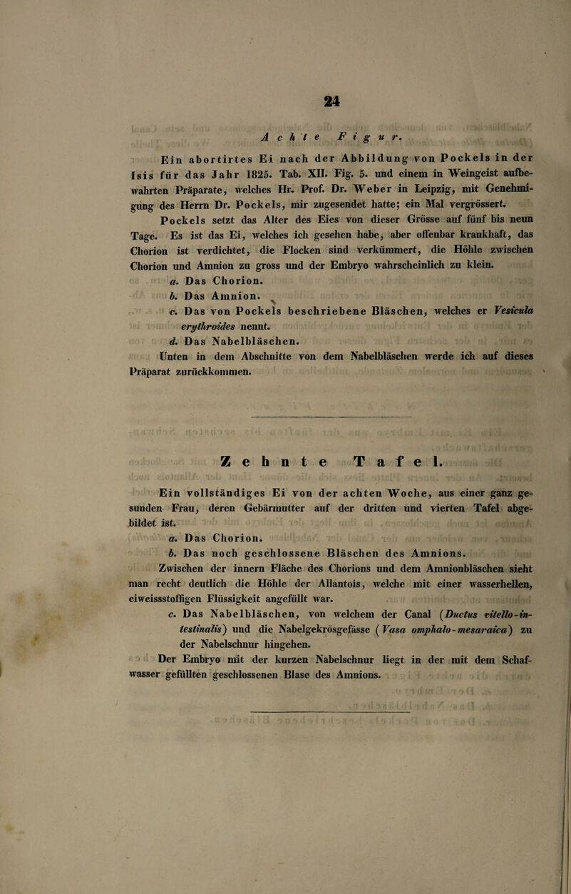 Achte Figur. Ein abortirtes Ei nach der Abbildung von Pockels in der Isis für das Jahr 1825. Tab. XII. Fig. 5. und einem in Weingeist aufbe¬ wahrten Präparate, welches Hr. Prof. Dr. Weber in Leipzig, mit Genehmi¬ gung des Herrn Dr. Pockels, mir zugesendet hatte; ein Mal vergrössert. Pockels setzt das Alter des Eies von dieser Grösse auf fünf bis neun Tage. Es ist das Ei, welches ich gesehen habe, aber offenbar krankhaft, das Chorion ist verdichtet, die Flocken sind verkümmert, die Höhle zwischen Chorion und Amnion zu gross und der Embryo wahrscheinlich zu klein. a. Das Chorion. h. Das Amnion. c. Das von Pockels beschriebene Bläschen, welches er Vesicula erythroides nennt. d. Das Nabelbläschen. Unten in dem Abschnitte von dem Nabelbläschen werde ich auf dieses Präparat zurückkommen. Zehnte Tafel. t r Allfnll A ? ... Ein vollständiges Ei von der achten Woche, aus einer ganz ge¬ sunden Frau, deren Gebärmutter auf der dritten und vierten Tafel abge¬ bildet ist. a. Das Chorion. b. Das noch geschlossene Bläschen des Amnions. Zwischen der innern Fläche des Chorions und dem Amnionbläschen sieht man recht deutlich die Höhle der Allantois, welche mit einer wasserhellen, eiweissstoffigen Flüssigkeit angefullt war. c. Das Nabelbläschen, von welchem der Canal (Ductus vilello-in¬ testinalis) und die Nabelgekrösgefässe ( Vasa omplialo - mesaraica) zu der Nabelschnur hingehen. Der Embryo mit der kurzen Nabelschnur liegt in der mit dem Schaf¬ wasser gefüllten geschlossenen Blase des Amnions.