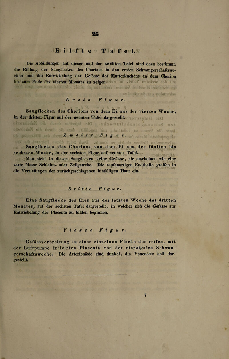 Eilfte Tafel. Die Abbildungen auf dieser und der zwölften Tafel sind dazu bestimmt, die Bildung der Saugflocken des Chorions in den ersten Schwangerschaftswo¬ chen und die Entwickelung der Gefässe des Mutterkuchens an dem Chorion bis zum Ende des vierten Monates zu zeigen. »1.7 fmKV '! i«n w-, f.w'f , • .- . y f I?) / IOJ!,>3Mf‘. 0*110X0?) ‘1011)107/ ((£ .r>*' loottgui;# *i.?b nobuir/iioe Erste Figur. Saugflocken des Chorions von dem Ei aus der vierten Woche, in der dritten Figur auf der neunten Tafel dargestellt. o ; ) J t. '6, ‘ Öti n v, u il o 8 i? o J oi!*)/ oib yjtßii Z w e i t e F i g u r. ?o» oi!> if»in(]»>£ : :: r;-;oCI ) er rvi'- ■ • ' '• < Saugflocken des Chorions von dem Ei aus der fünften bis sechsten Woche, in der sechsten Figur auf neunter Tafel. J Ör;,, . Man sieht in diesen Saugflocken keine Gefässe, sie erscheinen wie eine ° • - zarte Masse Schleim- oder Zellgewebe. Die zapfenartigen Endtheile greifen in die Vertiefungen der zurückgeschlagenen hinfälligen Haut ein. Dritte Figur. Eine Saugflocke des Eies aus der letzten Woche des dritten Monates, auf der sechsten Tafel dargestellt, in welcher sich die Gefässe zur Entwickelung der Placenta zu bilden beginnen. Vierte Figur. GefässVerbreitung in einer einzelnen Flocke der reifen, mit der Luftpumpe injicirten Placenta von der vierzigsten Schwan¬ gerschaftswoche. Die Arterienäste sind dunkel, die Venenäste hell dar¬ gestellt. 7