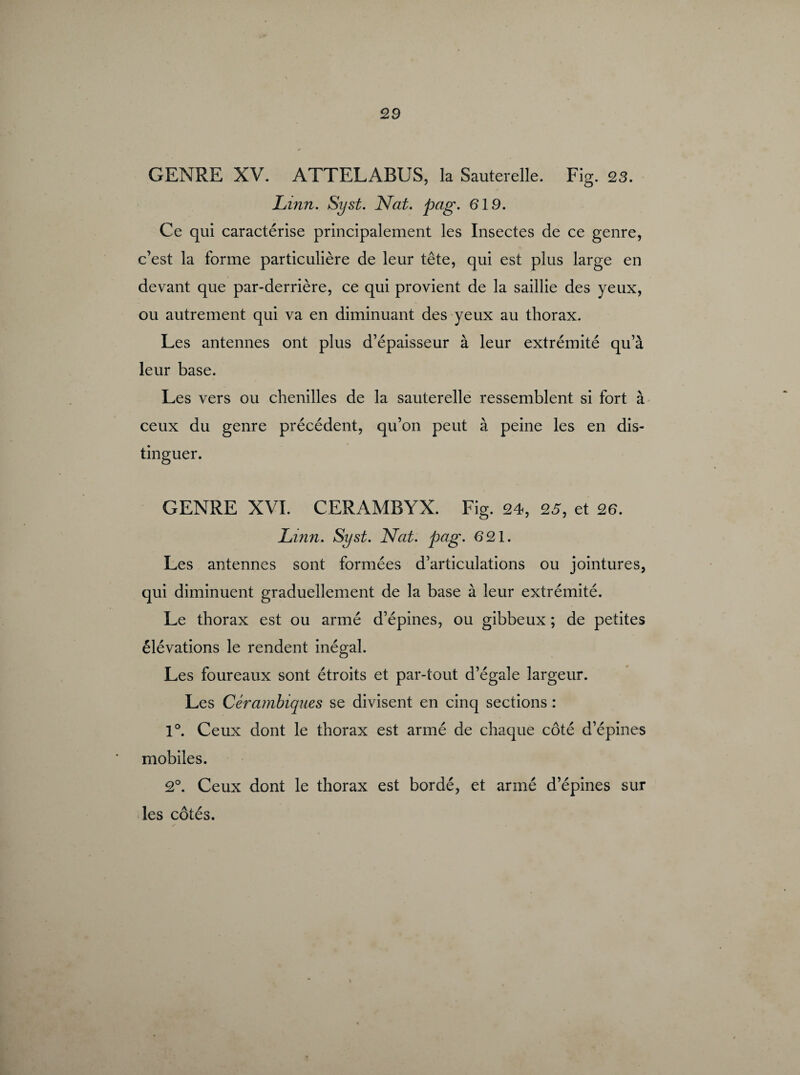 GENRE XV. ATTELABUS, la Sauterelle. Fig. 23. JLinn. Syst. Nat. pag. 619. Ce qui caractérise principalement les Insectes de ce genre, c’est la forme particulière de leur tête, qui est plus large en devant que par-derrière, ce qui provient de la saillie des yeux, ou autrement qui va en diminuant des yeux au thorax. Les antennes ont plus d’épaisseur à leur extrémité qua leur base. Les vers ou chenilles de la sauterelle ressemblent si fort à ceux du genre précédent, qu’on peut à peine les en dis¬ tinguer. GENRE XVI. CERAMBYX. Fig. 24, 25, et 26. Lin?i. Syst. Nat. pag. 621. Les antennes sont formées d’articulations ou jointures, qui diminuent graduellement de la base à leur extrémité. Le thorax est ou armé d’épines, ou gibbeux ; de petites élévations le rendent inégal. Les foureaux sont étroits et par-tout d’égale largeur. Les Cérambiques se divisent en cinq sections : 1°. Ceux dont le thorax est armé de chaque côté d’épines mobiles. 2°. Ceux dont le thorax est bordé, et armé d’épines sur les côtés.