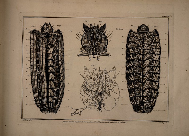 PIRATE XU. Fig\6. W.vifion.1 1 rin# 1 ri/u? Fig-,3. I'icr. 5. c* Diviflon l