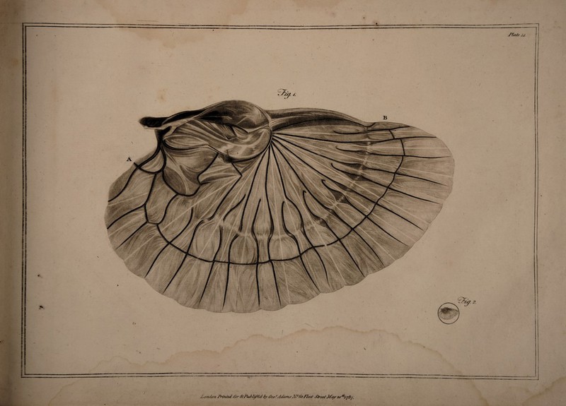 ,'.#nd0/i Pr>si/M/hr &/Ju/>fy/ui6y Gc-c*/ldams J/Sfo F/e-c/- S&wtMqy 3a*iy8y. ~1 1 Fla/y 74.