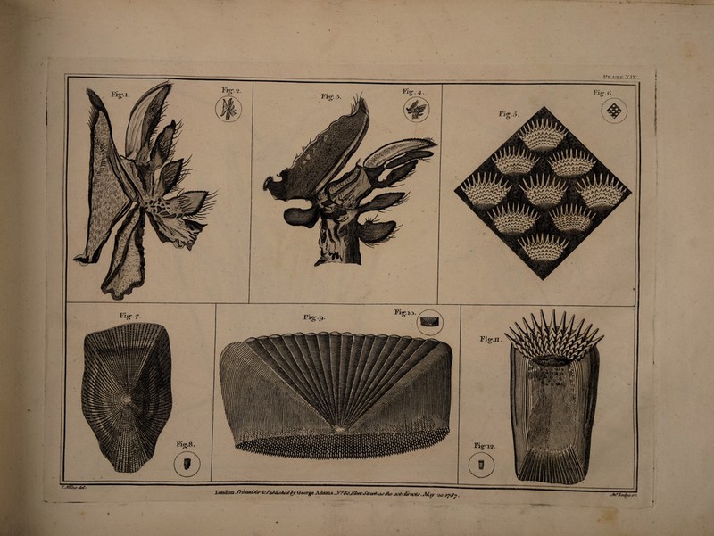 t ) £&&&%& ■tr^sr'SCai ■ur-^st^wai Fig^.B Xandoxl. Z)vt/t>c//or tejfaMLtfotity George Adams, M0foJ-'A%>6J'6vr6 as/fa, ot&cfoects l I * . . *