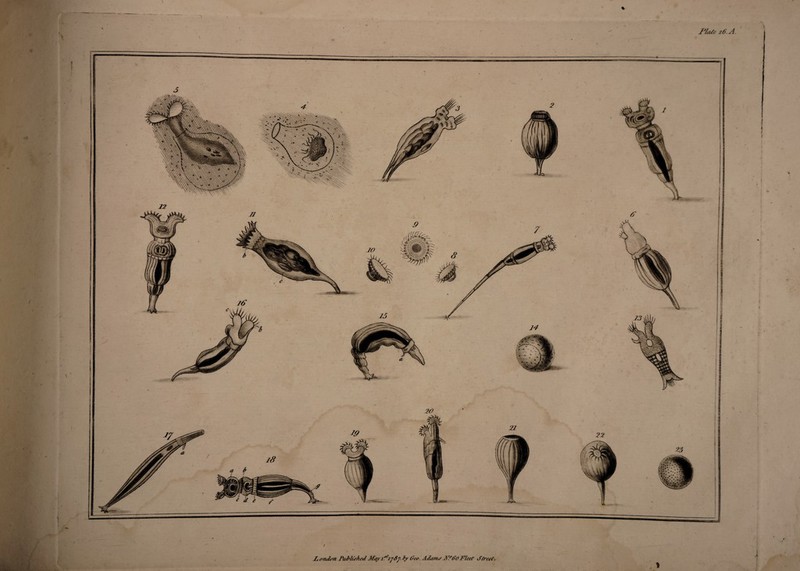 / London Published May by Ota. Adams M.°do Fleet S(reel. 1