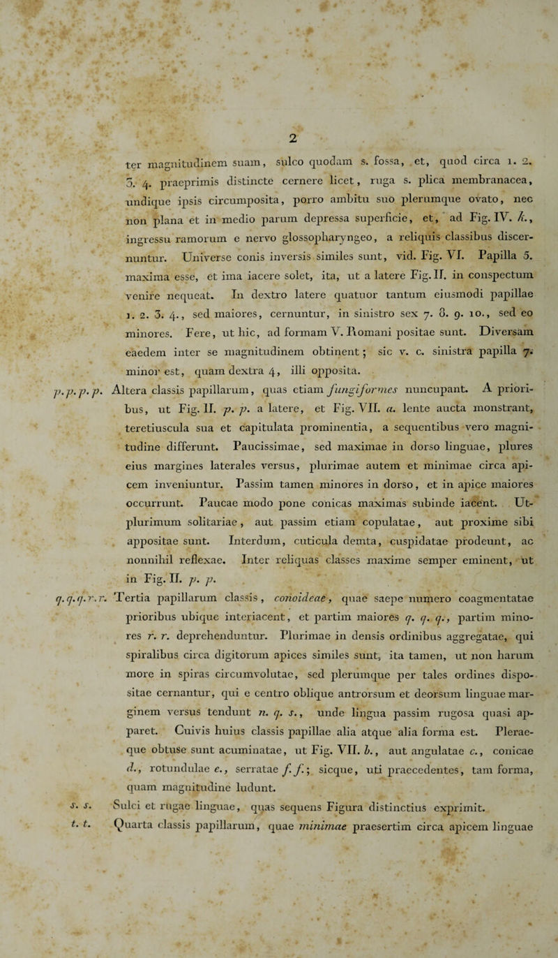 V• V' V' V cj. (]. (j. r. 7 s. s. t. t. ter magnitudinem suam, sulco quodam s. fossa, et, quod circa i. 2. 5. 4. praeprimis distincte cernere licet, ruga s. plica membranacea, undique ipsis circumposita, porro ambitu suo plerumque ovato, nec non plana et in medio parum depressa superficie, et, ad Fig. IV. /(., ingressu ramorum e nervo glossopharyngeo, a reliquis classibus discer¬ nuntur. Universe conis inversis similes sunt, vid. Fig. VI. Papilla 5. maxima esse, et ima iacere solet, ita, ut a latere Fig. II. in conspectum venire nequeat. In dextro latere quatuor tantum eiusmodi papillae 1. 2. 3. 4., sed maiores, cernuntur, in sinistro sex 7. 0. 9. 10., sed eo minores. Fere, ut hic, ad formam V. I\omani positae sunt. Diversam eaedem inter se magnitudinem obtinent; sic v. c. sinistra papilla 7. minor est, quam dextra 4, illi opposita. , Altera classis papillarum, quas etiam fungiformes nuncupant. A priori¬ bus, ut Fig. II. 77. 77. a latere, et Fig. VII. «. lente aucta monstrant, teretiuscula sua et capitulata prominentia, a sequentibus vero magni¬ tudine differunt. Paucissimae, sed maximae in dorso linguae, plures eius margines laterales versus, jdtudmae autem et minimae circa api- cem inveniuntur. Passim tamen minores in dorso, et in apice maiores occurrunt. Paucae modo pone conicas maximas subinde iacent. Ut- plurimum solitariae, aut passim etiam copulatae, aut proxime sibi appositae sunt. Interdum, cuticula demta, cuspidatae prodeunt, ac nonnihil reflexae. Inter reliquas classes maxime semper eminent, ut in Fig. II. jj. 77. \ Tertia papillarum classis, conoideae, quae saepe numero coagmentatae prioribus ubique interiacent, et partim maiores &lt;7. &lt;7. &lt;7., partim mino¬ res r. r. deprehenduntur. Plurimae in densis ordinibus aggregatae, qui spiralibus circa digitorum apices similes sunt, ita tamen, ut non harum more in spiras circumvolutae, sed plerumque per tales ordines dispo¬ sitae cernantur, qui e centro oblique antrorsum et deorsum linguae mar¬ ginem versus tendunt n. cj. s., unde lingua passim rugosa quasi ap¬ paret. Cuivis huius classis papillae alia atque alia forma est. Plerae- que obtuse sunt acuminatae, ut Fig. VII. b., aut angulatae c., conicae d&gt;, rotundulae e., serratae f j.; sicque, uti praecedentes, tam forma, quam magnitudine ludunt. Sulci et rugae linguae, quas sequens Figura distinctius exprimit. (Quarta classis j^apillarum, quae minimae praesertim circa apicem linguae