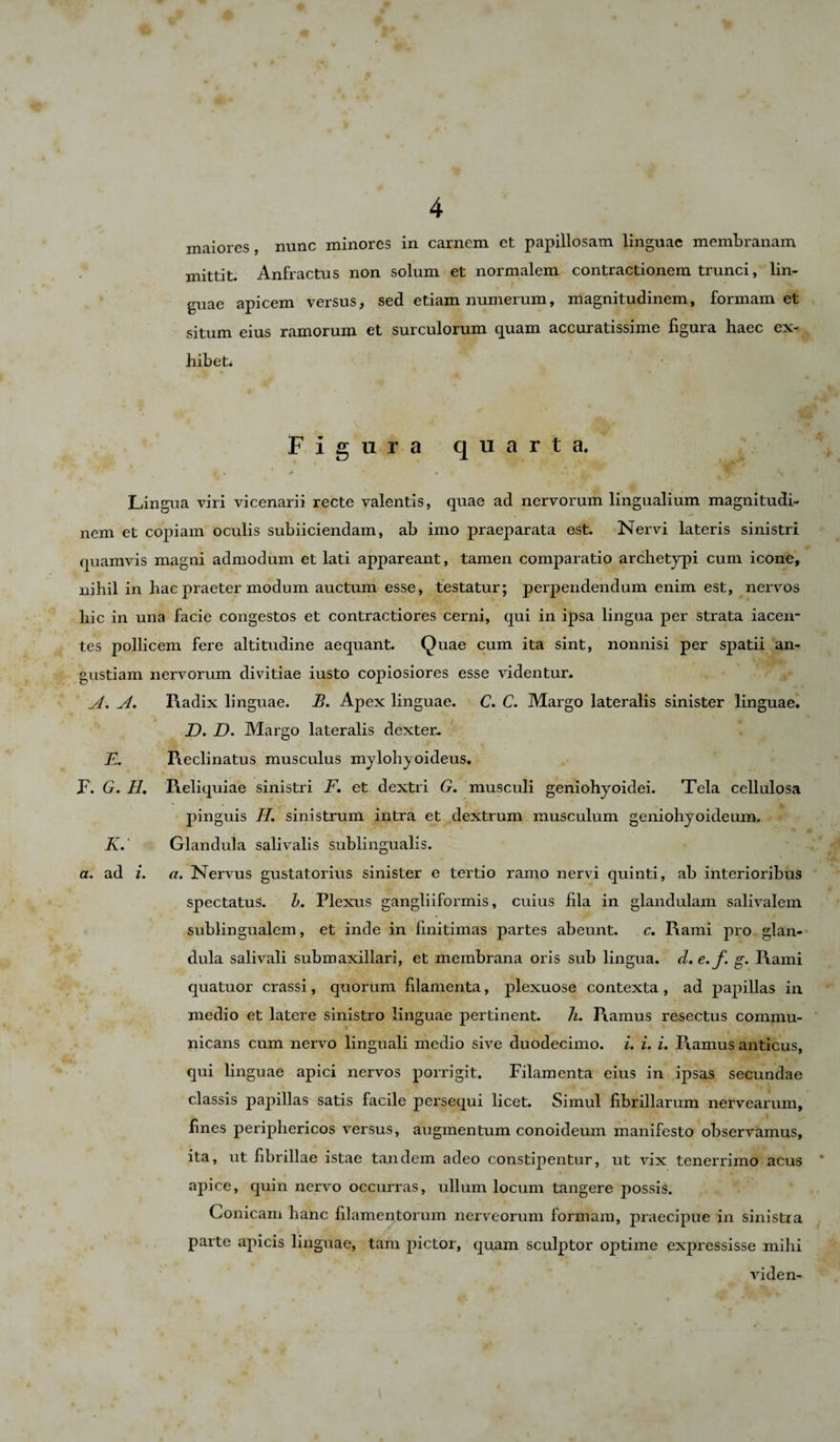 4 maiores, nunc minores in carnem et papillosam linguae membranam mittit. Anfractus non solum et normalem contractionem trunci, lin¬ guae apicem versus, sed etiam numerum, magnitudinem, formam et situm eius ramorum et surculorum quam accuratissime figura haec ex¬ hibet* Figura quarta. E. P. G. H. K.* a. ad i. Lingua viri vicenarii recte valentis, quae ad nervorum lingualium magnitudi¬ nem et copiam oculis subiiciendam, ab imo praeparata est. Nervi lateris sinistri quamvis magni admodum et lati appareant, tamen comparatio archetypi cum icone, nihil in hac praeter modum auctum esse, testatur; perpendendum enim est, nervos hic in una facie congestos et contractiores cerni, qui in ipsa lingua per strata iaceri- tes pollicem fere altitudine aequant. Quae cum ita sint, nonnisi per spatii an¬ gustiam nervorum divitiae iusto copiosiores esse videntur. A. A. Radix linguae. B. Apex linguae. C. C. Margo lateralis sinister linguae. D. D. Margo lateralis dexter.. ' t S9 '  'r' - A Reclinatus musculus mylohyoideus. Reliquiae sinistri F. et dextri G. musculi geniohyoidei. Tela cellulosa pinguis H. sinistrum intra et dextrum musculum geniohyoideum. Glandula salivalis sublingualis. a. Nervus gustatorius sinister e tertio ramo nervi quinti, ab interioribus spectatus. h. Plexus gangliiformis, cuius fila in glandulam salivalem sublingualem, et inde in finitimas partes abeunt. c. Rami pro glan¬ dula salivali submaxillari, et membrana oris sub lingua, d. e. f. g. Rami quatuor crassi, quorum filamenta, plexuose contexta , ad papillas in medio et latere sinistro linguae pertinent. h. Ramus resectus commu¬ nicans cum nervo linguali medio sive duodecimo, i. i. i. Ramus anticus, qui linguae apici nervos porrigit. Filamenta eius in ipsas secundae classis papillas satis facile persequi licet. Simul fibrillarum nervearum, fines periphericos versus, augmentum conoideum manifesto observamus, ita, ut fibrillae istae tandem adeo constipentur, ut vix tenerrimo acus apice, quin nervo occurras, ullum locum tangere possis. Conicam hanc filamentorum nerveorum formam, praecipue in sinistra parte apicis linguae, tam pictor, quam sculptor optime expressisse mihi