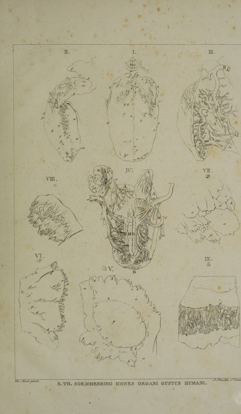 V % % C/t \ .^Avcck ^linadt. So TH, SQEMMERRING ICONES ORGANI GUSTUS HUMANI iJ? /tX*}c/iJct ac 'Y 'cc/vtu